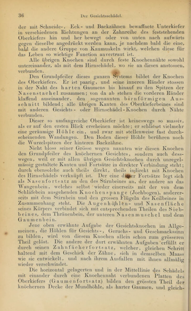 der mit Schneide-, Eck- und Backzähnen bewafliiete Unterkiefer in versclnedenen Ilichtungen an der Zahnreihe des feststehenden Oberkiefers liin und her bewegt oder von unten nach aufwärts ocircn dieselbe aimedrückt werden kann, je naclidem bald die eine, bakl die andere Gruppe von Kaumuskeln wirkt, welclien diese für das Leben so wichtige Function an vertraut ist. Alle übrigen Knochen sind durch feste Knochennähte sowolil untereinaiKler, als mit dem Hirnschädel, wo sie an diesen anstossen, verbunden. Den Grundpfeiler dieses ganzen Systems bildet der Knochen des Oberkiefers. Er ist paarig, und seine inneren Känder stossen in der Naht des harten Gaumens bis hinauf zu den Spitzen der Nasenstachel zusammen; von da ab stehen die vorderen Bänder klaffend auseinander, den sogenannten birnförmigen Aus- schnitt bildend; alle übrigen Kanten des Oberkieferbeines sind mit anderen Gesichts- oder Hirnschädel - Knochen durch Nähte verbunden. Dieser so umfangreiche Oberkiefer ist keineswegs so massiv, als er auf den ersten Blick erscheinen möchte; er schliefst vielmehr eine geräumige Höhle ein, und zwar mit stellenweise fast durch- scheinenden AVandungen. Den Boden dieser Höhle berühren noch die AVurzelspitzen der hinteren Backzähne. Nicht bloss seiner Grösse wegen nannten wir diesen Knochen den Gvundi)feiler des knöchernen Gesiclites, sondern auch dess- wegen, Aveil er mit allen übrigen Gesichtsknochen durch unregel- mässig gestaltete Kanten und Fortsätze in direkter A'erbindung steht; durch ebensolche auch theils direkt, theils indirekt mit Knoclien des Hirnschädels verknüpft ist. Der eine dii^er Fortsätze legt sich als Nasenfortsatz an den des Stirnbeines an, der andere an das A^^ angenbein, Avelches selbst Avieder einerseits mit der von dem Schläfebein ausgehenden K no ch e n s p an g e (Jochbogen), anderer- seits mit dem Stirnbein und den grossen Flügeln des Keilbeines in Zusammenhang steht. Die A uge n h ölh 1Cn - und N a s e n f 1 äch e seines Körpers verbindet sich mit entsprechenden Theilen des Sieb- beines, dem Thr änenbein, der unteren N a s en m u s che 1 und dem Gaumenbein. Jene oben erAvähnte Aufgabe der Gesichtsknochen im Allge- meinen, die Hölilen für Gesichts-, Geruchs- und Geschmackssinn zu bilden, AAÜrd von diesem Knochen allein schon zum grösseren Tlieil gelöst. Die andere der dort erAvähnten Aufgaben erfüllt er durch seinen Z ah n f äch er f o r ts a tz, Avelchcr , gleichen Schritt haltend mit dem Geschick der Zähne, sich in demselben Maass Avie sie entAvickelt, und nach ihrem Ausfallen mit ihnen allmäliir Avieder verscliAvindet. Die horizontal gelagerten und in der Alittellinie des Schädels mit einander durch eine Knochennaht verbundenen Blatten des Oberkiefers (Gaumenfortsatz) bilden den grössten Thcil der knöchernen Decke der Alundhöhlc, als harter Gaumen, und «Hcich-