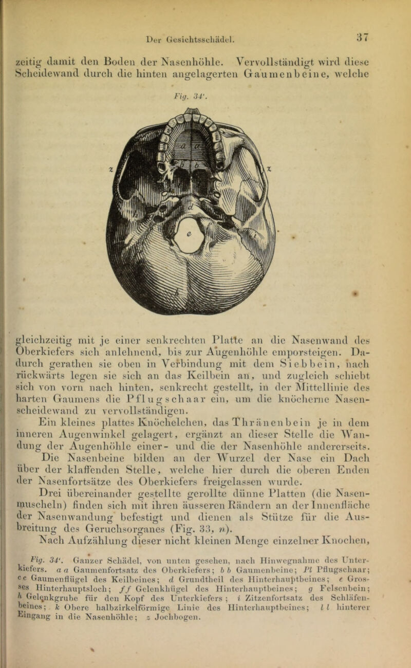 zcitii^ (liiinit den Boden der Nasenhöhle. Vervullständij^t wird diese Scheidewand durch die hinten angelagerten Gaumenbeine, welche VUj. 34‘. Oberkiefers sich anlehncnd, bis zur Augenhöhle cinporsteigen. Da- durch gerathen sie oben in Verbindung mit dem Siebbein, iiach rückwärts legen sic sich an das Keilbein an, und zugleich schiebt sich von vorn nach hinten, senkrecht gestellt, in der Mittellinie des harten Gaumens die Pflug sch aar ein, um die knöcherne Nasen- scheidewand zu vervollständigen. Plin kleines plattes Knöchelchen, das Thräncnbein je in dem inneren Augenwinkel gelagert, ergänzt an dieser Stelle die Wan- dung der Augenhöhle einer- und die der Nasenhöhle andererseits. Die Nasenbeine bilden an der Wurzel der Nase ein Dach über der klaffenden Stelle, welche hier durch die oberen PNiden der Nasenfortsätze des Oberkiefers freigelassen wurde. 1) rei übereinander gestellte gerollte dünne Platten (die Nasen- inuscheln) finden sich mit ihren äusseren Rändern an der Inncnffächc der Nasenwandung befestigt und dienen als Stütze für die Aus- breitung des Geruchsorganes (Pig* 33, n). Nach Aufzählung dieser nicht kleinen Menge einzelner Knochen, O Ci tig. 34‘. Ganzer Schädel, von unten gesehen, nach Iliinvcgnahnic des Unter- kiefers. aa Gaumenfortsatz des Oberkiefers; bb Gaumenl)eine; J’l Pflugscliaar; cc Gaumenfliigel des Keilbeines; d Grundtheil des Hinterhaulitbeines; e Gros- ses llinterhauptsloch; ff Gelcnkhiigel des Hinterhau])tbeines; g Felsenbein; Ä Gelfjnkgrube für den Kopf des Unterkiefers ; i Zitzenfortsatz des Schläfen- beines; k Obere halbzirkelfö rinige Linie des Hinterhauptbeines; l l hinterer Eingang in die Nasenhöhle; z Jochbogen.