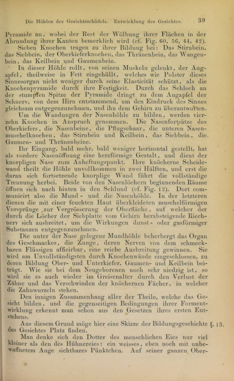 31) l’vrainide an, wobei dev Re.st der ^\'ölbimn^ ihrer Flächen in der Abrnndnng ihrer Kanten bcinerklich wird (cl. Fig. (10, 5G, 44, 42). Sieben Knochen tragen zu ilirer Bildung bei: Das Stirnbein, das Siebbein, der Oberkieferknochen, das Thränenbein, das Wangen- bein, das Keilbein und Gaumenbein. Tn dieser Höhle rollt, von seinen Muskeln gelenkt, der Aug- apfel, theilweise in Fett eingehlillt, Avelches wie Polster dieses Sinnesorgan nicht weniger durch seine Elasticität schützt, als die Knoehen])yramide durch* ihre Festigkeit. Durch das Schloch an der stuinpT’en Spitze der Pyramide dringt zu dem Augapfel der Sehnerv, von dem Hirn entstammend, um den Eindruck des Sinnes gleichsam entgegenzunehmen, und ihn dem Gehirn zu überantworten. Um die Wandungen der Nasenhöhle zu bilden, werden vier- zehn Knochen in Anspruch genommen. Die Nasenfortsätze des Oberkiefers, die Nasenbeine, die Pflugschaar, die unteren Nasen- nuischelknochen, das Stirnbein und Keilbein, das Siebbein, die. Gaumen- und Thränenbeine. Ihr Eingang, bald mehr, bald weniger horizontal gestellt, hat als vordere Nasenöffnung eine herzförmige Gestalt, und dient der knor])ligen Nase zum Anheftungspunkt. Ihre knöcherne Scheide- wand theilt die Höhle unvollkommen in zwei Hälften, und erst die daran sich fortsetzende knorplige M and führt die vollständige Trennung herbei. Beide von den Nasenlöchern beginnenden Räume öffnen sich nach hinten in den Sehlund (cf. Fig. 12). Dort com- municirt also die Mund- und die Nasenhöhle. In der letzteren dienen die mit einer feuchten Haut überkleideten muschelförmigen \T)rsprünge .zur Vergrösserung der Oberfläche, auf welcher der dureh die Löcher der Siebplatte vom Gehirn herabsteigende Riech- nerv sich ausbreitet, um die AVirkungen dunst- oder gasförmiger Substanzen entgegenzunehmen. Die unter der Nase gelegene ^Mundhöhle beherbergt das Organ i des Geschmackes, die Zunge, deren Nerven von dem schmeck- baren Flüssigen afficirbar, eine reiche Ausbreitung gewinnen. Sie Avird am Unvollständigsten durch IvnochcnAvändc eingcschlosscn, zu deren Bildung Ober- und Unterkiefer, Gaumen- und Keilbein bei- trägt. AVie sie bei dem Neugeborenen noch sehr niedrig ist, so wird sie es auch wieder im Greisenalter durch den A^erlust der Zähne und das A'erschwinden der knöchernen Fächer, in welcher die Zahnwurzeln stehen. Den innigen Zusammenhang aller der Theile, welche das Ge- sicht bilden, und die gegenseitigen Bedingungen ihrer Forment- wicklung erkennt man schon aus den Gesetzen ihres ersten Ent- stehens. Aus diesem Grund möge hier eine Skizze der Bildungsgeschichte §. |.3. des Gesiebtes Platz finden. ^lan denke sich den Dotter des menschlichen Eies nur viel ' kleiner als den des Hühnereies: ein weisses, eben noch mit unbe- I 'vaffnetem Auge sichtbares Pünktchen. Auf seiner ganzen Ober-