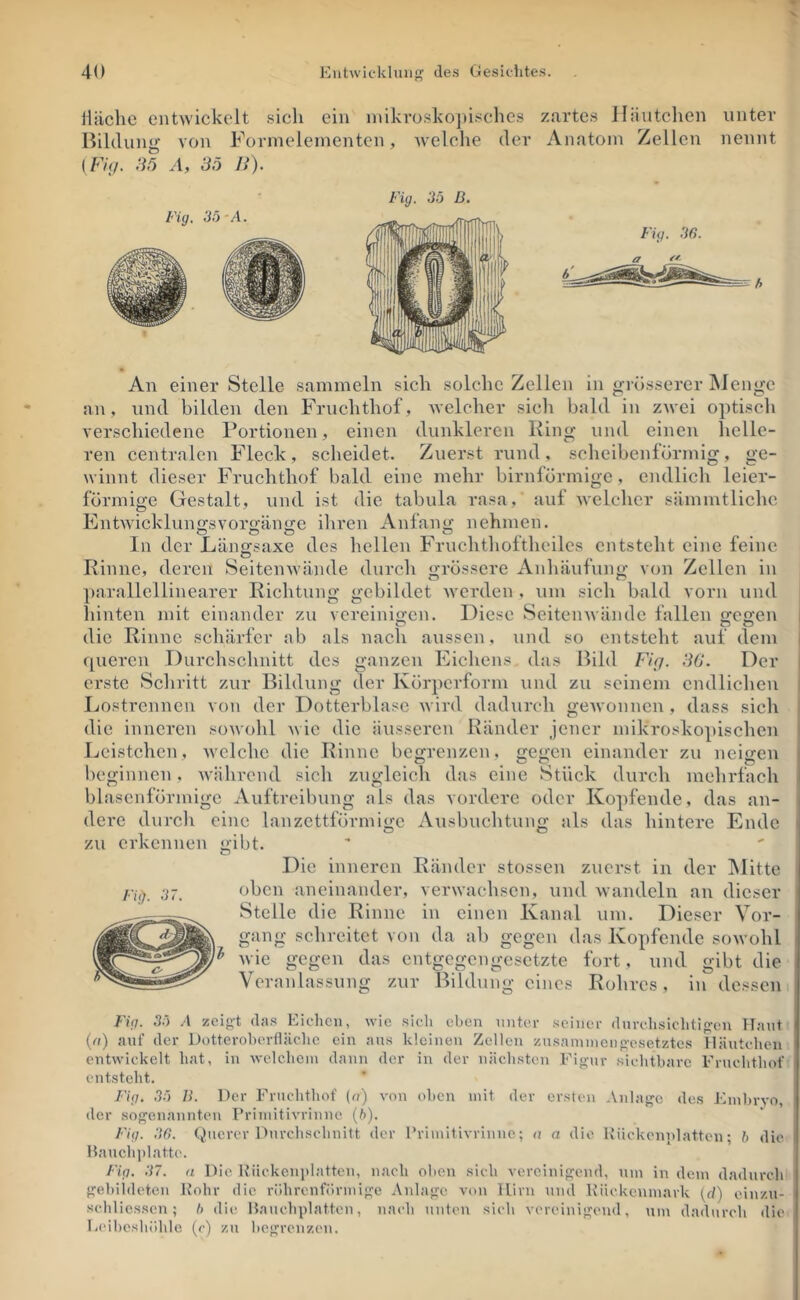 V iUiche entwickelt sich ein inikrüsko])isches zartes Häutchen unter Bildung’ von Formeleinentcn, Avelclie der Anatom Zellen nennt {Fig. :36 A, 85 II). Fiy. 35 D. An einer Stelle sammeln sich solche Zellen in grösserer Menge an, und bilden den Fruchthof, Avelcher sich bald in zwei optisch verschiedene Portionen, einen dunkleren King und einen helle- ren centralen Fleck, scheidet. Zuerst rund, scheibenförmig, ge- winnt dieser Fruchthof bald eine mehr bimförmige, endlich leier- förmige Gestalt, und ist die tabula rasa, auf welcher sämmtliche Entwicklungsvorgänge iliren Anfang nehmen. In der Läng-saxe des hellen Fruchthoftheilcs entsteht eine feine Rinne, deren Seitenwände durch grössere Anhäufung von Zellen in ])arallellinearer Richtung gebildet Averden , um sich bald vorn und liinten mit einander zu vereinigen. Diese Seiteinvände fallen gegen i die Rinne schärfer ab als nach aussen, und so entsteht auf dem | queren Dui’chschnitt des ganzen Eichens, das Bild Fig. 80. Der | erste Schritt zur Bildung der Körperform und zu seinem endlichen I Lostrennen von der Dotterblase Avird dadurch gCAVonncn, dass sich | die inneren soAvohl Avic die äusseren Ränder jener mikroskopischen | Lcistchen, Avclchc die Rinne begrenzen, gegen einander zu neigen beginnen, Avährcnd sich zugleich das eine Stück durch mehrfach blascnförmigc Auftreibung als das vordere oder Kopfende, das an- dere durcli eine lanzettförmige Ausbuclitung als das hintere Ende ' zu erkennen gibt. Die inneren Ränder stossen zuerst in der IMitte Fu). 37. oben aneinander, vei'Avachsen, und Avandeln an dieser Stelle die Rinne in einen Kanal um. Dieser Vor- gang schreitet von da ab gegen das Kopfende soAvohl ^ Avie gegen das entgegengesetzte fort, und gibt die Veranlassung zur Bildung eines Robres, in dessen Fig. 35 A zeig-t das Eichen, wie sich eben imtcr seiner dnrchsichtigen TTant (fl) anf der Dotterohcrfläclie ein ans kleinen Zellen znsainineng-esetztes Häutchen entwickelt hat, in Avelchein dann der in der nächsten Figur sichtbare Fruehthof entsteht. Fig. 35 ]}. Der Fruchthof (u) von oben mit der ersten Anlage des Einbiwo, der .sogenannten Frimitivrinnc (h). Fig. 30. Querer Durchschnitt der Frimitivrinnc; n a die Hückennlatten; b die Bauchplatte. Fig. 37. fl Die Hiickenplatten, nach oben sich vereinigend, um in dem dadurch gebildeten Kohr die röhrenförmige Anlage von Hirn und Kückenmark (d) einzn- schliessen; b die Bauchplatten, nach unten sich vereinigend, um dadurch die Ec'iboshöhle (c) zu begrenzen.