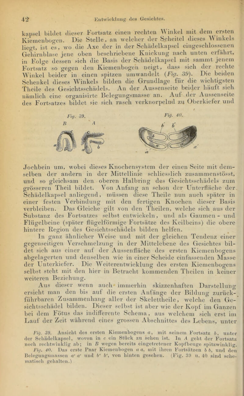 kapsel l)iL(let dieser Fortsatz einen rechten Winkel mit dem ersten Kiemenboe-en. Die Stelle, an nelclier der Scheitel dieses AVinkels liegt, ist Qü, wo die Axe der in der Schädelkapsel eingeschlossencn Gediirnhlase jene oben beschriebene Knickung nach unten erfährt, in Folge dessen sich die Basis der Schädelkai)scl mit sammt jenem Fortsatz so gegen den Kiemenbogen neigt, dass sich der rechte Winkel beider in einen spitzen umwandelt {f'ig. dö). Die beiden Schenkel dieses Winkels bilden die Grundlage für die wichtigsten Theile des Gesichtsschädels. An der Aussenseite beider häuft sich nämlich eine organisirte Belegungsmasse an. Auf der Aussenseite des Fortsatzes bildet sie sich rasch verknorpelnd zu Oberkiefer und Fiy. 39. Fig- 40. flochbein um, wobei dieses Knochensystem der einen Seite mit dem- selben der andern in der INIittellinie schliesslich zusammenstösst, und so o-leichsam den oberen Halbring des Gcsiclitsschädels zum irrösseren Theil bildet. \ on Anfang an schon der Unterfläche der O ^ Schädelkapscl anliegend, müssen diese Theile nun auch später in einer festen Verbindung mit den fertigen Knochen dieser Basis verbleiben. Das Gleiche gilt von den Theilen, Avelche sich aus der Substanz des Fortsatzes selbst entwickeln, und als Gaumen - und Flügelbeine (später fHigelförmige Fortsätze des Keilbeins) die obere hintere Region des Gcsiclitsschädels bilden helfen. In ganz ähnlicher AVeisc und mit der gleichen Tendenz einer gegenseitigen Verschmelzung in der ]Mittelebene des Gesichtes bil- det sich aus einer auf der Ausscndäche des ersten Kiemenbogens abgelagerten und denselben Avie in einer Scheide einfassenden blasse i der Unterkiefer. Die AV eiterentAvicklung des ersten Kiemenbogens selbst steht mit den hier in Betracht kommenden Theilen in keiner Aveitcren Beziehung. Aus dieser Avenn auch immerhin skizzenhaften Darstellung ersieht man den bis auf die ersten Anfänge der Bildung zurück- führbaren Zusammenhang aller der Skelcttheilc, Avelche den Ge-* sichtsscluidcl bilden. Dieser selbst ist aber Avie der Kopf im Ganzen bei dem kötus das indifferente Schema, aus AA’clchem sich erst im Lauf der Zeit Avährend eines grossen Abschnittes des Lebens, unter 39. Ansicht des ersten Kieinenbogcns a, mit seinem Fortsatz b, unter der Scliädelkaiisel, wovon in c ein Stück zu sehen ist. ln A geht der Fortsatz nocli rechtwinklig ab; in B wegen bereits eingetretener Kopfbeuge spitzAvinlilig. Fl;/. 40. Das erste Paar Kiemenbogen it a, mit ihren Fortsätzen 6 6, und den Belegungsmassen n‘ a' und 6' 6', A'on hinten gesehen. (.F'S- b'-' a. 40 sind sche- matisch gehalten.)