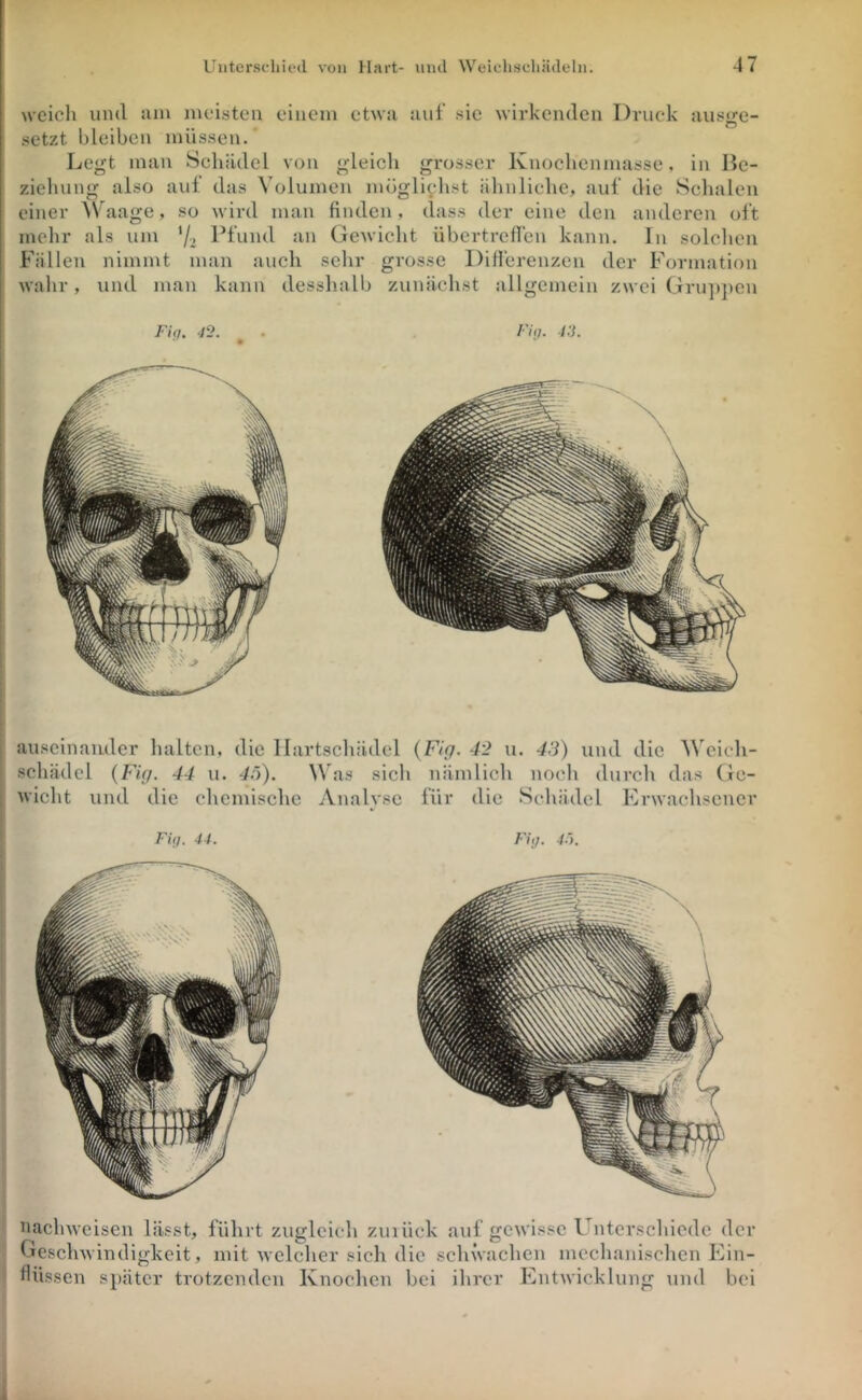 weich lind Jim meisten einem etwa auf sie wirkenden Druck ausge- setzt bleiben müssen.’ Legt mau Schädel von gleich grosser Knochenmasse, in Be- ziehung also auf das Volumen möglichst iihnliehe, auf die Schalen einer AVaage, so M-ird man finden , dass der eine den anderen oft melir als um 72 Dfund an Gewicht übertreffen kann. In solchen Füllen nimmt man auch sehr grosse Differenzen der Formation walir, und man kann desslialb zunächst allgemein zwei Gru]»})en auseinander halten, die Hartschädel {Fig. 42 u. 43) und die 'NVeieh- schädcl {lug. 44 u. 4ö). W as sich nämlich noch durch das Ge- wicht und die ehemisehe Analyse für die Schädel Erwachsener FUj. 44. Filj. 4-i. ' nachweisen lässt, führt zugleich zvnück auf gewisse Unterschiede der ' Gesclnvindigkeit, mit welcher sich die schwachen mechanischen Ein- l flüssen später trotzenden Knochen bei ihrer Entwicklung und bei