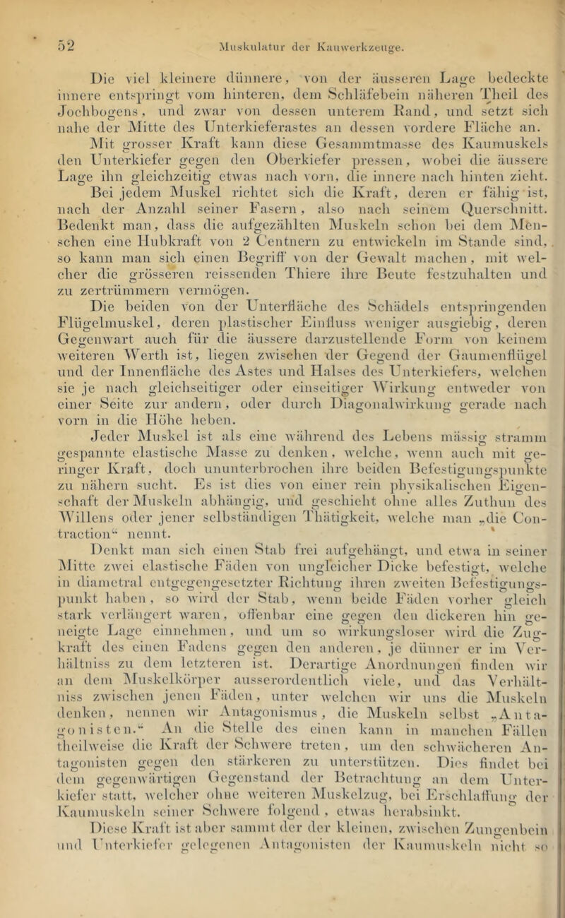 Die viel kleinere dünnere, von der äusseren Lage bedeckte innere entspringt vom liinteren, dem Scliläfebein näheren Theii des flochboirens, und zwar von dessen unterem Kami, und setzt sich nalie der IMitte des Uuterkieferastes an dessen vordere Fläche an. Mit grosser Kraft kann diese Gesammtmasse des Kaumuskels den Unterkiefer gegen den Oberkiefer pressen, wobei die äussere Lao'e ihn gleichzeitig etwas nach vorn, die innere nach hinten zieht. Bei jedem INluskel richtet sich die Kraft, deren er fähig ist, nach der Anzahl seiner Fasern, also nacli seinem (^ucrsclinitt. Bedenkt man, dass die aufgezählten Muskeln schon hei dem ]\Itn- schen eine llubkraft von 2 Centnern zu entwickeln im Stande sind, so kann man sich einen Begriff von der Gewalt maclien , mit wel- cher die grösseren reissenden Thiere ihre Beute festzulialten und zu zertrümmern vermögen. Die beiden von der UnterÜäche des Schädels ents])ringenden Flügelmuskel, deren plastischer Einlluss weniger ausgiebig, deren Geiieiiwart auch für die äussere darzustellendc Form von keinem weiteren Wertli ist, liegen zwischen der Gegend der Gaumenliügel und der Innenfläche des Astes und Halses des Unterkiefer.s, welchen sie je nach gleichseitiger oder einseitiger A\ irkung entweder von einer Seite zur andern , oder durch Lfiawonalwirkuim gerade nach vorn in die Höhe lieben. / Jeder Muskel ist als eine Avährend des Lebens mässi«»- stramm O gespannte elastische Masse zu denken, welche, Avenn auch mit ge- ringer Kraft, doch ununterbrochen ihre beiden Befestigungs])unkte zu nähern sucht. Es ist dies von einer rein physikalischen Eigen- schaft derJMuskeln abhängig, und geschieht ohne alles Zuthun des A\’illens oder jener selbständigen Thätigkeit, Avclclie man ^.die Con- traction’ nennt. ' Denkt man sich einen Stab frei aufgehängt, und etwa in seiner jMitte zAvei elastische Fäden von ungfeicher Dicke befestigt, Avelehe in diametral entgegengesetzter Kichtung ihren zAveiten Befestigungs- punkt haben, so Avird der Stab, Avenn beide Fäden vorher gleich stark verlängert Avaren, ofienbar eine gegen den dickeren hin ge- neigte Lage cinnehmen, und um so Avirkungsloser Avird die Zug- kraft des einen Fadens gegen den anderen, je dünner er im Ver- hältniss zu dem letzteren ist. Derartige Anordnungen finden Avir an dem Muskelkörper ausserordentlich viele, und das Verhält- niss ZAvischen jenen Fäden, unter Avelchen Avir uns die jMuskeln denken, nennen Avir Antagonismus, die Muskeln selbst „Anta- gonisten.' An die Stelle des einen kann in manchen Fällen dieihveise die Kraft der ScliAverc treten, um den scliAvächeren An- tagonisten gegen den stärkeren zu unterstützen. Dio.s findet bei dem gegeiiAVÜrtigen Gegenstand der Betrachtung an dem Unter- kielcr statt, Avelcher ohne Aveiteren IMuskelzug, bei Erschlaffung der Kaumuskeln seiner ScliAvere folgend , etAvas lierabsinkt. Diese Kraft ist aber sammt der der kleinen, zAvischen Zungenbein und l nterkiider üfoleirenen Antagonisten der Kaumuskeln nicht so