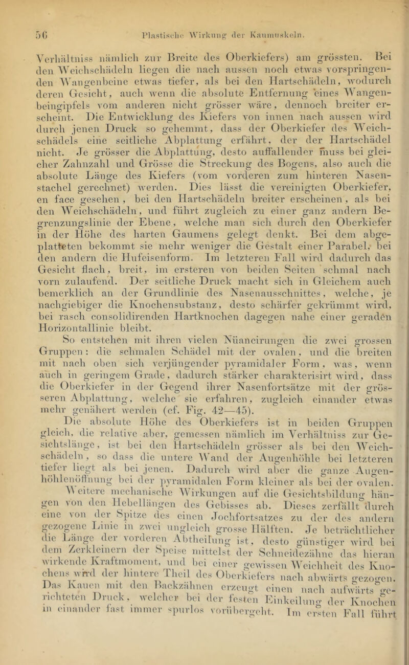 ob l*l;vstiscli(‘ Wirkung!: der Kaniiiii.skeln. Verliiiltniss uiiiiilicli zur Breite des Oberkiefers) am grössten. Bei den AV'eichsoliiiideln liegen die nach aussen noch etwas vorspringen- den AVangenbeine ehvas tiefer, als bei den Hartschädeln, wodurch deren Gesicht , auch wenn die absolute Entfernung eines A^angen- beingi])fcls vom anderen nicht grösser Aväre, dennoch breiter er- scheint. Die Entwicklung des Kiefers von innen nach aussen wird durch jenen Druck so gehemmt , dass der Oberkiefer des AA eich- schädels eine seitliche Ab])lattung erfährt, der der Hartschädel nicht. Je grösser die Ab])lattung, desto auffallender muss bei glei- cher Zahnzahl und Grösse die Streckung des Bogens, also auch die absolute Länge des Kiefers (vom vorderen zum hinteren Kasen- stachel gerechnet) werden. Dies lässt die vereinigten Oberkiefer, en face gesehen , bei den Hartschädeln breiter erscheinen , als bei den AA^eichschädeln, und führt zugleich zu einer ganz andern Be- 2:renzuno:slinie der Ebene, welche man sich durch den Oberkiefer O o in der Höhe des harten Gaumens gelegt denkt. Bei dem abge- platteten bekommt sie mehr Aveniger die Gestalt einer Barabel,- bei den andern die Hufeisenform. Im letzteren Fall wird dadurch das Gesicht flach, breit, im ersteren von beiden Seiten schmal nach vorn zulaufend. Der seitliche Druck macht sich in Gleichem auch bemerklich an der Grundlinie des Nasenausschnittes, Avelche, je naclmiebio'er die Knochensubstanz, desto schärfer o-ekrümmt wird, bei rasch consolidirenden Hartknochen da^e^jen nahe einer oeradön O O C? Horizontallinie bleibt. So entstehen mit ihren vielen Nüaneiruimen die zwei jrvossen Gi'uppen: die schmalen Schädel mit der ovalen, und die breiten mit nach oben sich verjüngender pyramidaler Form, Avas, Avenn auch in geringem Grade, dadurch stärker eharakterisirt Avird, dass die Oberkiefer in der Gegend ihrer Nasenfortsätze mit der grös- seren Abplattung. Avelche sie erfahren, zugleich einander etAvas mehr genähert werden (cf. Fig. 42—45). Die absolute Höhe des Oberkiefers ist in beiden Gruppen gleich, die relative aber, gemessen nämlich im A erhältniss zur Ge- sichtshingc, ist bei den Hartschädeln grösser als bei den AA eich- schädeln , so dass die untere AVand der Augenhöhle bei letzteren tiefer liegt als bei jenen. Dadurch Avird aber die ganze Augen- höhlenöflnung l)ei der ])yramidalen Form kleiner als bei der ovalen. A\ eitele mechanische A\ irkungen auf die Gesichtsbildung hän- gen von den Hebellängen des Gebisses ab. Dieses zerfallt durch eine Aon der Spitze des einen Jochfortsatzes zu der des andern gezogene Linie in zAvei ungleich grosse Hälften. Je beträchtlicher die Länge dei AOideicn Abtheilung ist, desto günstio'er AA’ird bei (lein /cikloineiii (lei Speise initteUt der Selineideziihne das hicrau wirkende KraftimHuent, und liei einer gewissen Weielilieit des Kno- oUnis wml der l.iiitere 1 lieil des Oberkiefers naeli abwärts gezogen. Da^s Ivanen mit den Iiaekziilineii erzeugt einen „aeli aufwärts we- il,diteteiiDrnek. welelier bei der festen Kinkeilung der Knoeben 111 einander last iiunier spurlos voriiliergidit. Im ersten Fall fiilirt