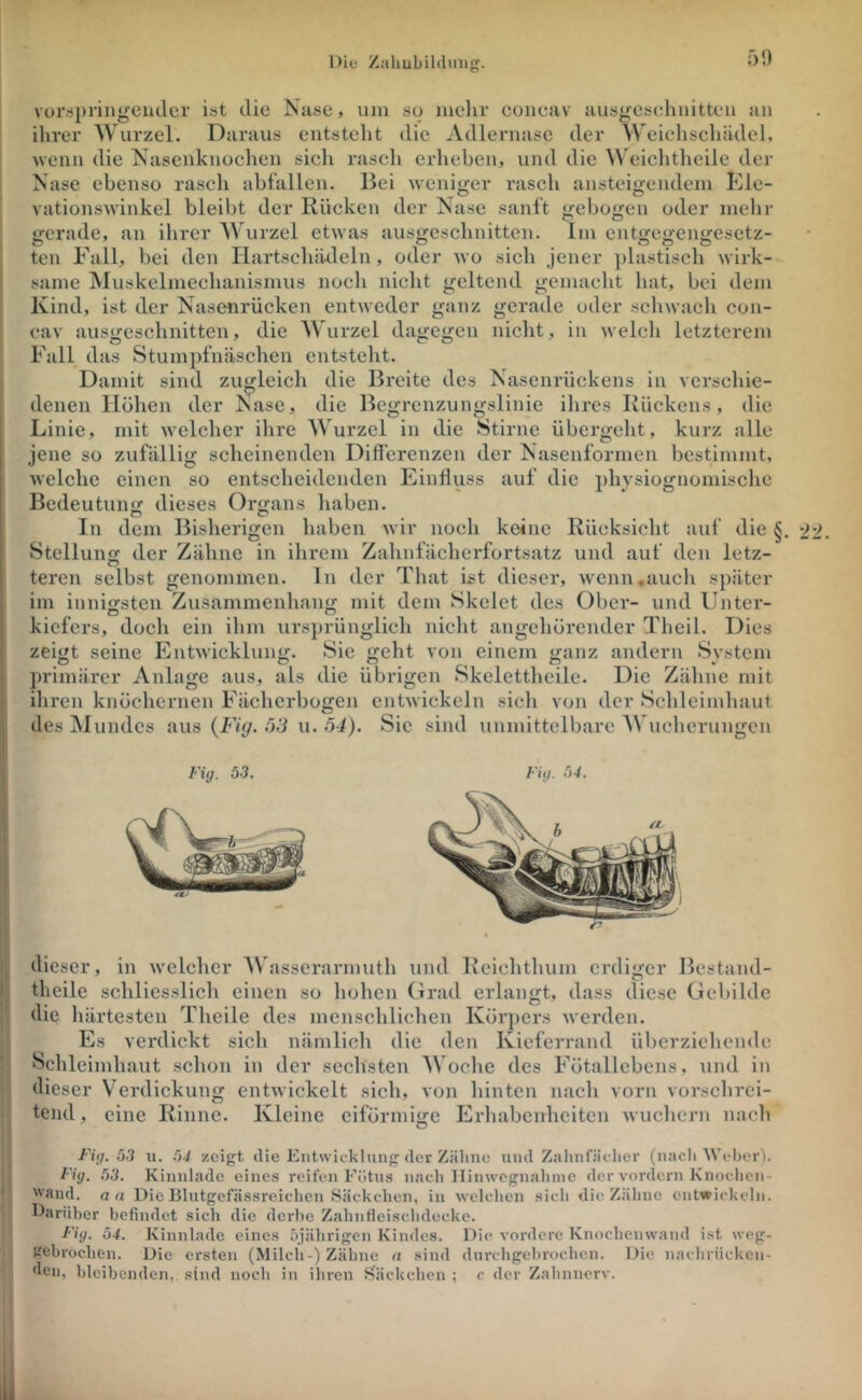 51) voriipringeiicler ist die Nase, um so mehr coiieav ausgesehuitteu an ihrer Wurzel. Daraus entsteht die Adlernase der Weichschiidcl, wenn die Nasenknochen sich rasch erheben, und die \\'eichthcile der Nase ebenso rasch abfallcn. Bei wenitrer rasch ansteiijendem Kle- vationswinkel bleibt der Rücken der Nase sanft «»•ebüjjen oder mehr gerade, an ihrer AVurzel etwas ausujcschnitten. Im entjjcffeimesetz- O O ^ c5 O O ten Fall, bei den Hartschiklein, oder avo sich jener plastisch wirk- same Muskelmechanismus noch nicht geltend gemacht hat, bei dem Kind, ist der Nasenrücken entweder ganz gerade oder schwach con- cav ausgeschnitten, die Wurzel dagegen nicht, in welch letzterem Fall das Stumpfnäschen entsteht. Damit sind zugleich die Breite des Nasenrückens in verschie- denen Höhen der Nase, die Begrenzungslinie ihres Kückens, die Linie, mit welcher ihre Wurzel in die Stirne übergeht, kurz alle jene so zufällig scheinenden Differenzen der Nasenformen bestimmt, Avelchc einen so entscheidenden Einfluss auf die })hysiognomisclie Bedeutunj; dieses Organs haben. In dem Bisherigen haben wir noch keine Rücksicht auf die §, Stellung der Zähne in ihrem Zahnfächerfortsatz und auf den letz- teren selbst genommen. In der That ist dieser, wenn «auch später im innijrsten Zusammenhalt mit dem Skelet des Ober- und Unter- kiefers, doch ein ihm urs])rünglieh nicht angeliörender Theil. Dies zeigt seine Entwicklung. Sie geht von einem ganz andern System jirimärer Anlage aus, als die übrigen Skelettheile. Die Zähne mit iliren knöchernen Fächerbogen entwickeln sich von der Sclileimhaut des Mundes aus {Fig. öS u. Ö4). Sic sind unmittelbare AN uchcrungen Fig, 53. Fig. 54. dieser, in Avelchcr AVasserarmuth und Reichthum erdiger Bestand- theile schliesslicli einen so liohen Grad erlangt, dass diese GeViilde die härtesten Theile des menschlichen Kör])ei’s iverden. Es verdickt sich nämlich die den Kieferrand überzielicnde Schleimhaut schon in der sechsten AVoche des Fötallebens, und in dieser Verdickung entwickelt sich, von hinten nach vorn vorschrci- tend, eine Rinne. Kleine eiförmige Erhabenheiten ivuchern nacli Fig. 53 11. 54 zeigt die Entwicklung der Zähne und Zalinfäclier (nach Widier). Fig. 53. Kinnlade eines reiten Fötus nach llinwegnahnie der vordem Knochen- and. an Die Blutgefässreichen Säckchen, in welchen sich die Zähne entwickeln. Darüber befindet sich die derbe Zahnfleischdecke. Fig. 54. Kinnlade eines 5jährigen Kindes. Dii* vordere Knochenwand ist weg- gebrochen. Die ersten (Milch-) Zähne n sind durchgebrochen. l>ie nachrücken- 'fen, bleibenden,, sind noch in ilu’en Säckchen ; c der Zahnnerv.