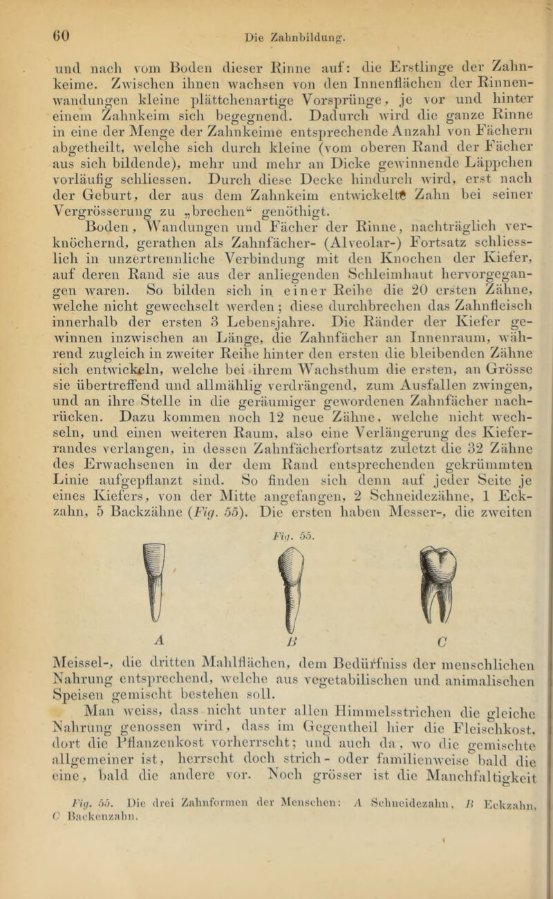 60 Erstlinge der Zahn- der Kinnen- und hinter Rinne ofanze D und nach vom Boden dieser Kinne auf: die keime. Zwischen ihnen wachsen von den InnenÜliclien Wandungen kleine plättchenartige Vorsprünge, je vor einem Zahnkeim sich begegnend. Dadurch wird die in eine der Menge der Zahnkeime entsprechende Anzalil von Fächern abgetheilt, welche sich durch kleine (vom oberen Rand der Fächer aus sich bildende), mehr und mehr an Dicke gewinnende Läppchen vorläufig schliessen. Durch diese Decke hindurch wird, erst nach der Geburt, der aus dem Zahnkeim entwickelt^ Zahn bei seiner Vergrösserung zu „brechen“ genöthigt. Boden, Wandungen und Fäclier der Rinne, nachträglich ver- knöchernd, gerathen als Zahnfächer- (Alveolar-) Fortsatz schliess- lich in unzerti’ennliche auf deren Rand sie aus gen Avaren. So bilden Avelche nicht gewechselt innerhalb der ersten 3 mit Verbindung anliegenden den Knochen der Kieler, der anliegenden Schleimhaut hervorgegan- sich in einer Reihe die 20 ersten Zähne, Averden ; diese durchbrechen das Zahnfleisch Lebensjahre. Die Ränder der Kiefer ge- winnen inzAvischen an Länge, die Zahnfächer an Innenraum, Aväh- rend zugleich in zAveiter Reihe hinter den ersten die bleibenden Zähne sich entAAÜclißln, Avelche bei ihrem Wachsthum die ei'sten, an Grösse sie übertrefiJ'end und allmählig verdrängend, zum Ausfallen ZAvingen, und an ihre Stelle in die o:eräumio:er ireAvordenen Zahnfächer nach- rücken. Dazu kommen noch 12 neue Zähne, welche nicht wech- sein, und einen Aveiteren Raum, also eine Verlängerung des Kiefer- randes verlangen, in dessen Zahnfächerfortsatz zuletzt die 32 Zähne des ErAvachsenen in der dem Rand entsprechenden gekrümmten Linie aufgepllanzt sind. So finden sich denn auf jeder Seite je eines Kiefers, von der Mitte angefangen, 2 Schneidezähne, 1 Eck- zahn, 5 Backzähne (Fi;/. 5ö). Die ersten haben Messer-, die zAveiten Fii/. .5.0. JMeissel-, die dritten Älahlfiächen, dem Bedüffniss der menschlichen Nahrung entsprechend, Avclchc aus vegetabilischen und animalischen Speisen gemischt bestehen soll. Mau Aveiss, dass nicht unter allen Himmelsstrichen die gleiche Nahrung genossen Avird, dass im Gcgentheil hier die Fleischkost, dort die Pflanzenkost vorherrscht; und auch da, avo die gemischte allgemeiner ist, herrscht doch strich- oder familienAvcise bald die eine, bald die andere vor. Noch grösser ist die IManchfaltigkcit Fi;/. .55. Die drei Zahaformen der Menschen; A Schncidezalin, />’ Kckzalni,