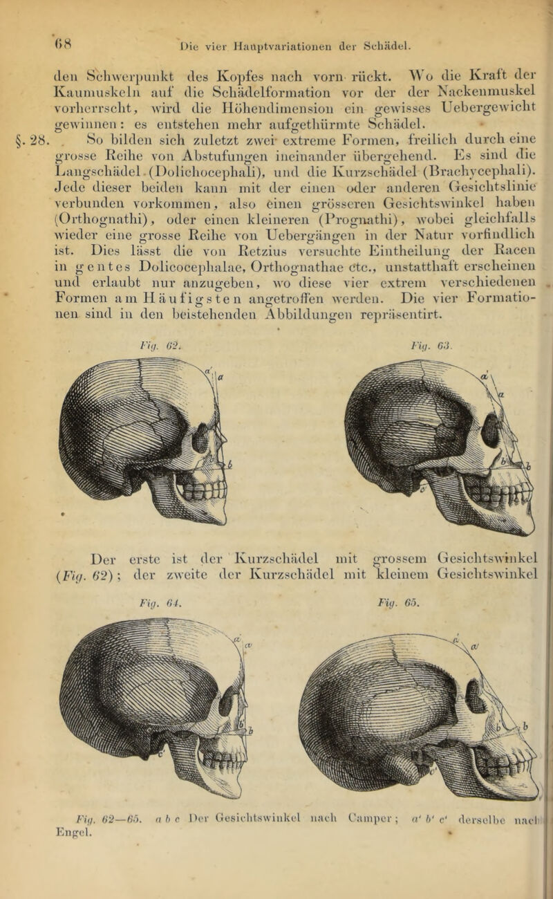 Die vier Haaptvuriatioiien der Schädel. 4 ’|)<S Wo die Ivral't der der Nackenmuskel ^•ewisse.s .,0 Ueb ergo wicht *28. jrewiiiuen O «»■rosse den Schwerpunkt des Kopfes nach vorn rückt. Kaumuskeln auf die Schädelformation vor der vorherrscht, Avird die Höhendimension ein es entstehen mehr aufgethürmte Schädel. So bilden sich zuletzt zwei- extreme Formen, freilich durch eine Ileihe von Abstufungen ineinander übergehend. Ks sind die Langschädei.(l)olichocephaii), und die Kurzschädel (Bi'achvcc])hali). «Jede dieser beiden kann mit der einen oder anderen (lesichtslinie verbunden Vorkommen, also einen grösseren Gesichtswiidcel haben (Orthognathi), oder einen kleineren (Prognathi), wobei gleichlalls wieder eine »•rosse Ileihe Aon Uebert;änf;en in der Natur vorfindlich ist. Dies lässt die von Iletzius versuchte Eintheilung der l\acen in gentes Dolicocephalae, Orthognathae Ctc., unstatthalterscheinen und eidaubt nur anzugeben, avo diese vier extrem verschiedenen Formen am H äu fi »'s te n anfjetroffen AA’crden. Die vier Formatio- ueii sind in den beistehenden Abbildungen reprii-sentirt. Der erste ist der Kurzschädel mit grossem GesichtsAvinkel (Fh/. 6*2); der zAA'eite der Kurzsehädel mit kleinem GesichtsAvinkel FUj. 04. Fig. 6ö. (j-2—6'.). ahe D(M' Gesichtswinkel nach C’ainper; Kiipcl. n' b' c‘ «lerselhe nacli' i