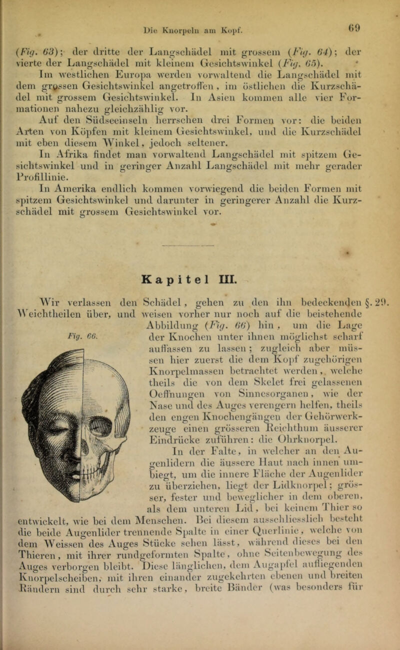 (>9 {Fi(j. 63) \ der dritte der Laugscliädel mit grossem 64) \ der vierte der Larigscliädel mit kleinem Gesichtswinkel {Fi(j. 63). * Im M’estlichcn Europa werden vorwaltend die Langschädel mit dem grjijssen Gesichtswinkel angetrohen , im östlichen die Kurzschä- del mit grossem Gesichtswinkel, ln Asien kommen alle vier For- mationen nahezu gleichzählig vor. Auf den Südseeinseln herrschen drei Formen vor: die beiden Arten von Kö])fen mit kleinem Gesichtswinkel, und die Kurzschädel mit eben diesem Winkel, jedoch seltener. In Afrika findet man vorwaltend Langschädel mit sj)itzem Ge- sichtswinkel und in «feriiif^er Anzahl Lanjjschädel mit mehr jicrader Profillinie. In Amerika endlich kommen vorwie<;end die beiden Formen mit spitzem Gesichtswinkel und darunter in geringerer Anzahl die Kurz- schädel mit grossem Gesichtswinkel vor. Fig. (iG. Kapitel III. Wir verlassen den Schädel, gehen zu den ihn bedeckenden §. 29. ^^eichtheilen über, und weisen vorher nur noch auf die beistehende Abbildung {Fuj. 66) hin , um die Lage der Knochen unter ihnen möglichst scharf aurt'assen zu lassen ; zugleich aber müs- sen hier zuerst die dem Kopf zugehörigen Knoi-^ielmassen betrachtet werden, . welche theils die von dem Skelet frei gelassenen üefinunffen von Sinnesorganen, wie der Nase und des Auges verengern hellen, theils den engen Knochengängeu der Gehörwerk- • zeuge einen grösseren Keichthum äusserer Eindrücke zuführen: die Ohrknor]tel. In der Falte, in welcher an den Au- genlidern die äussere Haut nach innen um- biegt, um die innere Fläche der Augenlider zu überziehen, liegt der Lidknorjiel; grös- ser, fester und beweglicher in dem oberen, als dem unteren Lid, bei keinem 'I hier so entwickelt, wie bei dem IMcnschen. Bei diesem aussclilicsslich besteht die beide Augenlider trennende Spalte in einer Ci^ucrlinie, welche ^on dem Weissen des Auges Stücke sehen lässt, während dieses bei den Thicren, mit ihrer rundgelormten Spalte, ohne Seitenbewegung des Auges verborgen bleibt. Diese länglichen, dem Augaplel aulliegcnden Knorpclscheiben, mit ihren einander zugckchrtcn ebenen und breiten Iländern sind durch sehr starke, breite Bänder (was besonders lür