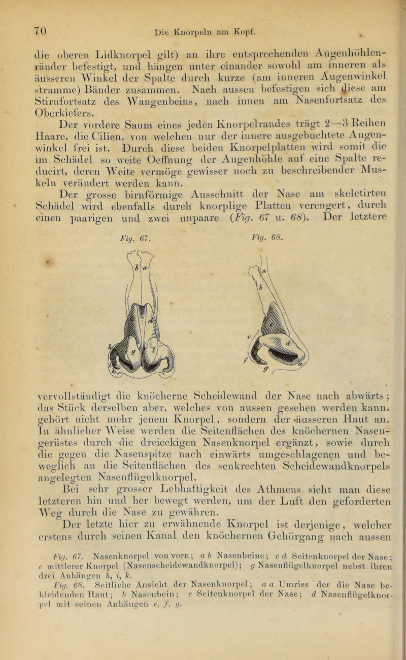 diu obercJi Lidkiiorpel gilt) ;ui ihre entspreclieiideii Augeiihöhlen- ränder befestigt, und hängen unter einander sowohl am inneren als äusseren Winkel der S[)alte durch kurze (am inneren Augenwinkel stramme) Bänder zusammen. Nach aussen befestigen sich ^iesc am Stirnfortsatz des AVhingenbeins, nach innen am is'asenfortsatz des Oberkiefers. Der vordere Saum eines jeden Knorpelrandes trägt 2—3 Reihen Haare, die Cilien, von Avelchen nur der innere ausgebiichtete Augen- winkel frei ist. Durch diese beiden Knorpel])latten wird somit die im Schädel so weite Oeffhung der Augenhöhle auf eine Spalte re- ducirt, deren Weite vermöge gewisser noch zu beschreibender IMus- keln verändert Averden kann. Der grosse bimförmige Ausschnitt der Isase am skcletirten Schädel Avird ebenfalls durch knorplige Platten vcrejigert, durch einen paarigen und zAvei unpaare 67 u. 68). Der letztere Fig. 67. Fig. 68. vervollständigt die knöcherne ScheidcAvand der Käse nach abAvärts ; das Stück derselben aber, Avclches von aussen gesehen Averden kann, ' gehört nicht mehr jenem Knorpel, sondern der •äusseren Haut an. j In ähnlicher Weise Averden die Seitenflächen des knöchernen Käsen- ! gerüstes durch die dreieckigen Kasenknoii)el ergänzt, soAvie durch > die gegen die Kasenspitze nach eiiiAvärts umgeschlagcncn und be- Aveglich an die Seitenflächen des senkrechten SchcidcAvandknorpcls angelegten KascnÜügclknorpcl. Bei sehr grosser Ijcbhaftigkeit des Athmens sicht man diese I letzteren liin und her bcAvcgt Averden, um der Luft den geforderten I ^Veg durch die Käse zu gCAvähren. | Der letzte hier zu crAvähncndc Knorpel ist derjenige, Avclcher | erstens durch seinen Kanal den knöchernen Gchörgang nach aussen | Fig. 67. Njisenkiiorpel A'OiiA'orn; ab Nasenbeine; cd Seitimknorpcl der Nase; * r mittlerer Knorpel (Nascnschculewandknorpel); f/Nasentlügelknorpel nebst Ihren I drei Anhängen h, i, k. Fig. 68. .Seitliche Ansicht der Nasenknorpel; an Umriss der die Nase he- i kleidenden Haut; b Nasenbein; c Scitcnknorpel der Nase; d Nascnfliigelknor- | pel mit seinen Anhängen c, /, g. i