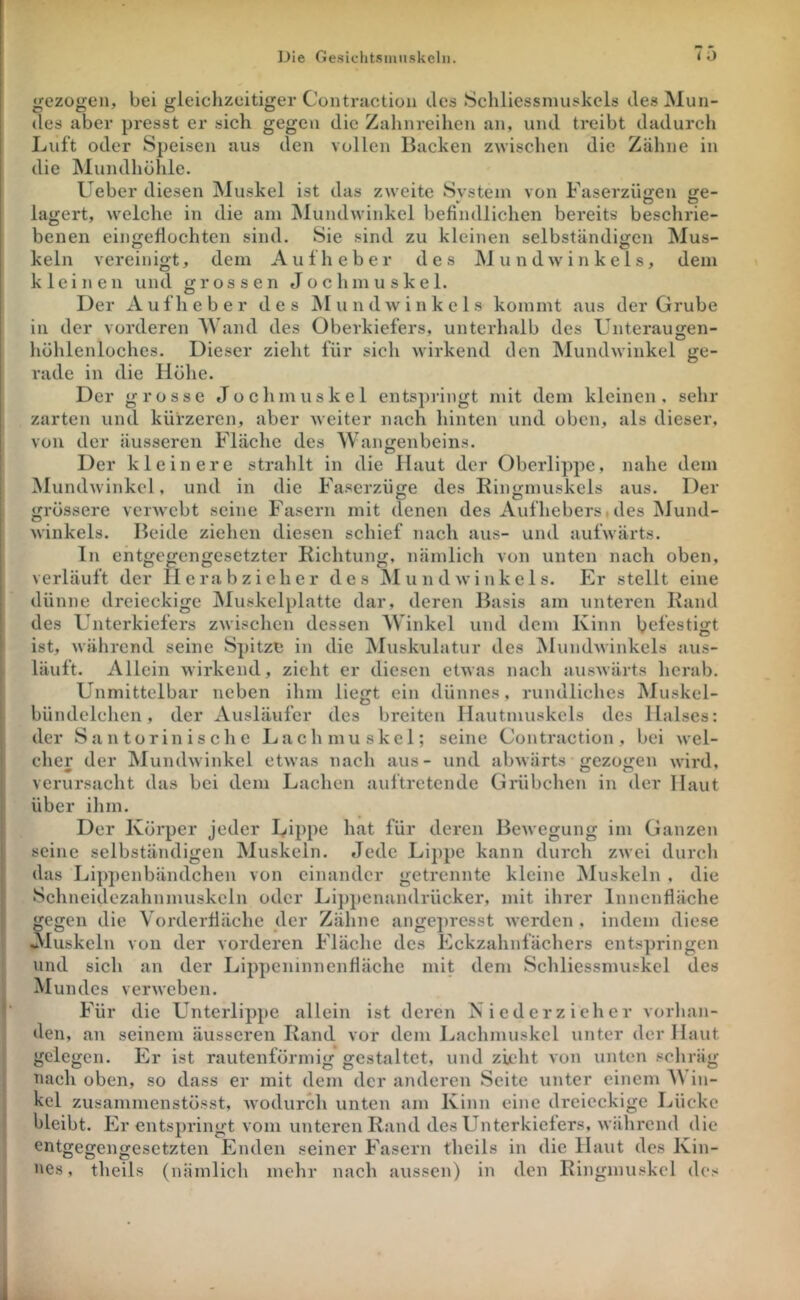 «gezogen, bei gleichzeitiger Contractioii des Schliessniuskclss des Mun- des aber presst er sich gegen die Zahnreihen an, und treibt dadurch Luft oder Speisen aus den vollen Backen zwischen die Zähne in die Mundhöhle. üeber diesen Muskel ist das zweite System von Faserzügen ge- lagert, welche in die am Mundwinkel befindlichen bereits beschrie- benen eingefiochten sind. Sie sind zu kleinen selbständigen Mus- keln vereinigt, dem Aufheber des Mundwinkels, dem kleinen und grossen Jochmuskel. Der Aufheber des ÄI u n d w i n k e 1 s kommt aus der Grube in der vorderen Wand des Oberkiefers, unterhalb des Unteraugen- höhlenloches. Dieser zieht für sich wirkend den Mundwinkel ge- rade in die Höhe. Der grosse Joclimuskel entspringt mit dem kleinen, sehr zarten und kürzeren, aber weiter nach liinten und oben, als dieser, von der äusseren Fläche des Wangenbeins. Der kleinere stralilt in die Haut der Oberlippe, nahe dem Mundwinkel, und in die Faserzüge des Ringmuskels aus. Der grössere verwebt seine Fasern mit denen des Aufhebers,des Mund- winkels. Beide ziehen diesen schief nach aus- und aufwärts. ln entgegengesetzter Richtung, nämlicli von unten nach oben, verläuft der Herabzieher des Mundwinkels. Er stellt eine dünne dreieckige Muskelplatte dar, deren Basis am unteren Rand des Unterkiefers zwischen dessen Winkel und dem Kinn befestigt ist, während seine Spitze in die Muskulatur des Mundwinkels aus- läuft. Allein wirkend, zieht er diesen etwas nach auswärts herab. Unmittelbar neben ihm liegt ein dünnes, rundliches Muskel- bündelchen, der Ausläufer des breiten Hautmuskcls des Halses: der Sa n torin is clie Ijachmuskel; seine Contraction , bei wel- cher der Mundwinkel etwas nach aus- und abwärts gezogen wird, verursacht das bei dem Lachen auftretende Gnibchen in der Haut über ilim. Der Körper jeder Lippe hat für deren Bewegung im Ganzen seine selbständigen Muskeln. Jede Lippe kann durch zwei durch das Li])])enbändchen von einander getrennte kleine Muskeln , die Schneidezahnmuskcln oder Lippenandrücker, mit ihrer Innenfläche gegen die Vorderfläche der Zähne angepresst werden , indem diese Muskeln von der vorderen Fläche des Eckzahnfächers entspringen und sich an der Lippeninnenfläche mit dem Schliessmuskel des Mundes verweben. Für die UnterHp})e allein ist deren Kiederzieher vorhaji- den, an seinem äusseren Rand vor dem Lachmuskel unter der Haut gelegen. Er ist rautenförmig gestaltet, und zü'ht von unten scliräg nach oben, so dass er mit dem der anderen Seite unter einem M in- kel zusammenstösst, Avodurch unten am Kinn eine dreieckige Lücke bleibt. Er entspringt vom unteren Rand des Unterkiciers, Avährend die entgegengesetzten Enden seiner Fasern theils in die Haut des Kin- nes, theils (nämlich mein* nach aussen) in den Ringmuskel des