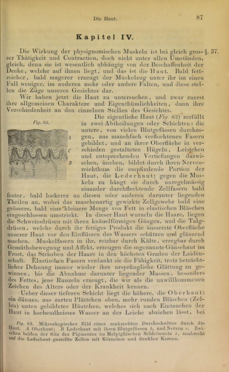 Kapitel IV. Fiy. S3. Die ^Virkllng der ])hy.signoini.sehen iNIuskcIn bei gleich gro.s-§. 3 ser Tliätigkeit und Contraction, doch nicht unter allen Umständen, gleich, denn sie ist wesentlich abhängig von der Beschallenheit der Decke, welche auf ihnen liegt, und das ist die Haut. Bald fett- reicher, bald magerer crzeiuift der Äluskelzu«; unter ihr im einen r all weniger, im anderen mehr oder andere Falten, und diese stel- len die Züge unseres Gesichtes dar. ir haben jetzt die Haut zu untersuchen, und zwar zuerst ihre allgemeinen Charaktere und Figenthümlichkeiten , dann ihre V erschiedenheit an den einzelnen Stellen des Gesichtes. Die cigentlic-hc Haut (/dV/. 8,'j) zerfällt in zwei Al)theilungen oder Schichten ; die untere, von vielen Blutgefässen durchzo- gen, aus manchfach verllochtcnen Fasern gebildet, und an ihrer Oberllächc in ver- schieden gestalteten Hügeln, Leis^chen und entsprechenden Vertiefungen dazwi- schen, uneben, bildet durch ihren Nerven- reichthum die em]dindcndc Portion der Haut, die Lederhaut; gegen die VIus- keln zu hängt sic durch unregelmässig einander durchllcchtende Zellfasern bald fester, bald lockerer an diesen oder anderen darunter liegenden Theilcn an, wobei das maschenartig gewirkte Zellgewel)C bald eine grössere, bald eine'kleinere jMengc von Fett in elastischen Bläschen eingcschlosscn umstrickt. In dieser Haut wurzeln die Haare, liegen die Schweissdrüsen mit ihren knäuclförmigcn Gängen, und die Talg- drüsen , welche durch ihr fettiges Produkt die äusserste (Iberiläche unserer Haut vor den FiiiHüsscn des Wassers schützen uml glänzend machen. JMuskclfasern in ihr, reizbar durch Kälte, erregbar durch fremüthsbewegung und Aifckt, erzeugen die sogenannte Gänsehaut im Frost, das Sträuben der Haare in den höchsten Graden der I>eiden- schaft. Klastisclien Fasern verdankt sic die Fähiü;kcit, trotz beträcht- licher Dehnung immer wieder ihre ursprüngliche Glättung zu ge- winnen , bis die Abnahme darunter liegender Massen, besonders des Fettes, jene Runzeln erzeugt, die wir als die unwillkommenen Zeichen des Alters oder der Krankheit kennen. Ueber dieser tieferen Schicht liesjt die höhere, die Oberhaut: 'iin dünnes, aus zarten Plättchen oben, mehr runden Bläschen (Zel- len) unten gebildetes Häutchen, welches sich nach Kintauchen der Haut in kochendheisscs Wasser an der Leiche abzichen bisst, bei Fitj. 6'.'i. Mikrosko])isfhcs Biltl einc.s .scnkreclitcu Durch.schiiitlc.s durch di« Iljiut. A Ohcriiaut; /{ Ledorhaut mit ihren Hlutgcfä.ssen b, und Nerven r. Zwi- •selicn beiden der Sitz des l’igmente.s im Malpighi.sehen Sclileinnietz r, .senkrecht JUU die Lederhaut gestellte Zellen mit Körnchen und dunklen Kernen.