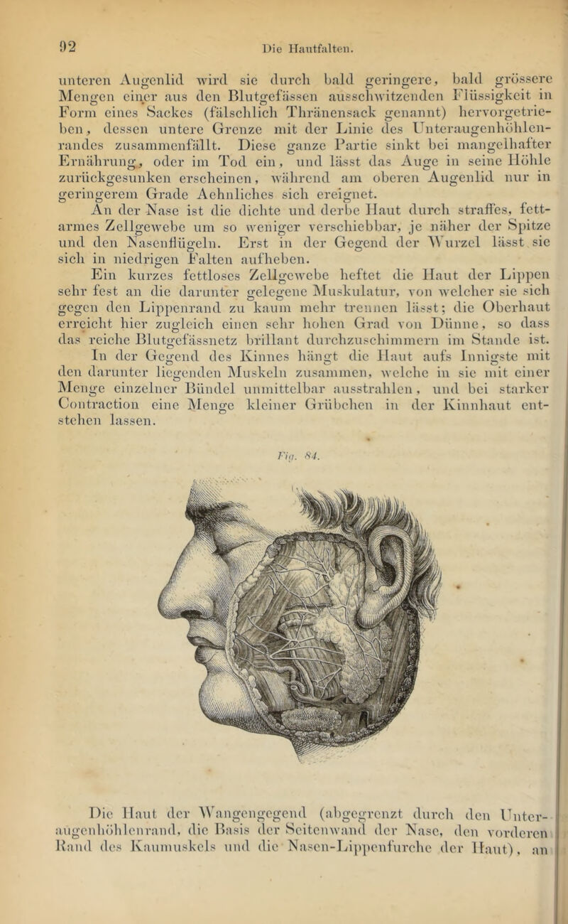 unteren Augenlid wird sie durch bald geringere, bald grössere ]Men<>:en einer aus den Bluto;efässen ausschwitzenden Flüssigkeit in Form eines Sackes (fälschlich Thränensack genannt) hcrvorgetrie- ben, dessen untere Grenze mit der Linie des Unteraugenhöhlen- randes zusammenfällt. Diese ganze Partie sinkt bei mangelhafter Ernährung, oder im Tod ein, und lässt das Auge in seine Höhle zurückgesunken erscheinen, während am oberen Augenlid nur in geringerem Grade Aehnliches sich ereignet. An der Nase ist die dichte und derbe Haut durch straffes, fett- armes Zellgewebe um so weniger verschiebbar, je näher der Spitze und den INasenÜüffeln. Erst in der Gegend der AVurzcl lässt sic Sich in niedrigen Falten aufheben. Ein kurzes fettloses Zellgewebe heftet die Haut der Lippen sehr fest an die darunter gelegene Muskulatur, von Avelchcr sie sich gegen den Lippenrand zu kaum mehr trennen lässt; die Oberhaut erreicht hier zugleich einen sehr hohen Grad von Dünne, so dass das reiche Blutgefässnetz brillant durchzuschimmern im Stande ist. In der Gegend des Kinnes hängt die Haut aufs Innigste mit den darunter liegenden Muskeln zusammen, welche in sie mit einer IMcnge einzelner Bündel unmittelbar ausstrahlen , und bei starker Contraction eine IMenge kleiner Grübchen in der Kinnhaut ent- stehen lassen. S4. Die Haut der 'Wangengegend (abgegrenzt durch den ITntcr- Rand des Kaumuskels und die Nascn-ldppenfiirche der Haut), an