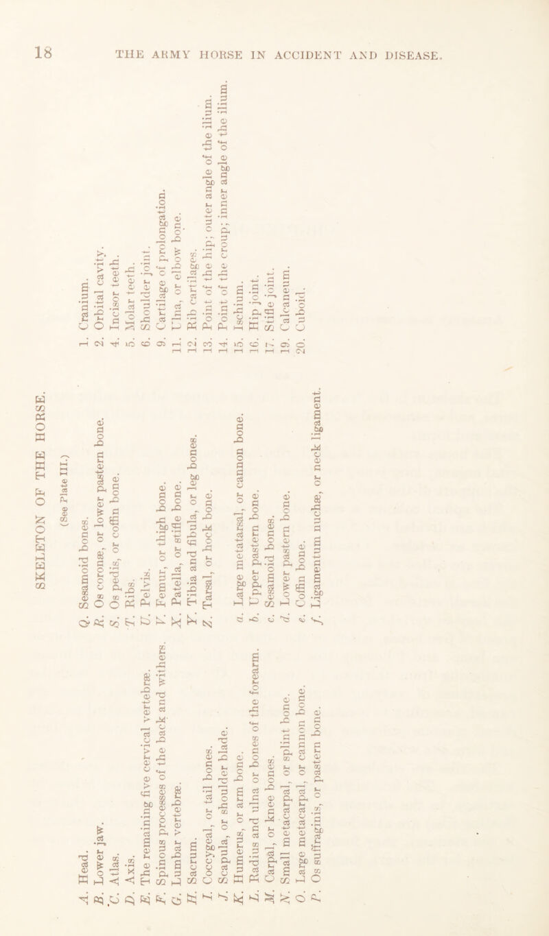 SKELETON OF THE HORSE. p o •*H dS bo P o p p, o X a p a a o •rH X p ■<-’ S o o £ 3 p1 bo 5 n CS p P p a 4-n *H 3 • ^ C x cp o in a- p • rH P CS CJ >. •pH > cS CP X H-r P P X 4—- 0> <H • rH 0 t- X «4-H c c> o X 3 rJl <V to • rH X p X -t—1 o p r-« H—- 4-H 4—> rH rn a r 'H <73 H-> • rH o GO •rH o o ■4-^ J-4 jNj P X 3 c U) <73 • rH H—' U* C cj rH 4— <73 O t-S '4-H c 4X rH rn • rH 4h o 4-X G • rH a p • rH X p • o • —k X • rH O • r—t P X H P P CS p • rH rs X o p 1—1 o V-H X ai 03 o P • rH « o Ph o Ph CJ HH • rH ffi • rH OQ 03 o G CJ (N JO cd os r-H ci cd o o OS o r—< rH rH rH rH rH rH rH CJ <x> ■U 03 a; ® ® CO X P P O X b3 •r* o a p p o X P P to ct3 X Jm <X> £ o £ P o *- o o ci CP ® x/i O a; P o X P 56 o CP t-l o of • rH bD p ^ X to ,rS O pH X p a> P g ° 2 X X XI ® bo X •rH “ rH rP 1g . f-l s © _r of p P r—J a p Q) cS (X fX Ph X 0) p o X bo o> p o p ^ o P3 3 x X! CP CG O *•£ § ° o3 • rH Cg £ 1 h f2 P P o X P o p p cS O t- o 0> p o X X o> p o 0» ca 3 fc _ $ 1o b tC rH P X-3 ~ ^ O 0) c g £P ft Se S3 § e -o' J p P P t- p P P a cS bo X CP P P Sh O af -g p p X ciS Ph p p +J P P P p o X | p a O 3 bc POhl bs C £ c3 •r-u * H n3 o> 8 I K 3 x s~ 0) 5 £ X •e P 6 * > X’ _ CP cS c3 O X • rH > P >h pa 0) x! o X cS 0) > cp bo P x ><1 cS a P 0) X X 0) X X 0) CP o *H pH a tH X! <u HP Jh <v > X Ih p cS O X a a CX P CC (XI o TC • CS X r—I <D _Q 0 p o X <p cS P C X p S ■g X & S : a X o . dS r. 2 X o cS p I Si I *H CP Ph p cp cp cs P cs o CP JP a) a w h a cS Qi »H O «+H o X hJ «4-( O X 0> P o x fH o . p O P a c . o X <p X - p -t-i p p -© x 0) P o _o dS p <p p p © p na P Sh dS o X r .2 ^ -3 & g S3 Ph o X P P &, os x o p SH fH tO O O dS ^ ^ pH Is Is £ P,PC 5»h t— ^ cS cS ® CP CP P cs cs .3 bo cS o< X X P P p ^ ® 2 <s to cc X C <p p a a I—. f—1 1 c-1 X H  w ^ — —