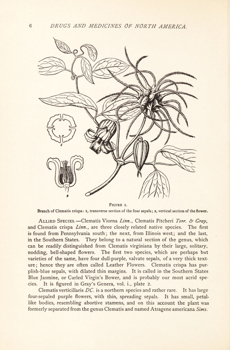 Allied Species.—Clematis Viorna Linn., Clematis Pitcheri Totr. & Gray, and Clematis crispa Linn., are three closely related native species. The first is found from Pennsylvania south; the next, from Illinois west; and the last, in the Southern States. They belong to a natural section of the genus, which can be readily distinguished from Clematis virginiana by their large, solitary, nodding, bell-shaped flowers. The first two species, which are perhaps but varieties of the same, have four dull-purple, valvate sepals, of a very thick text- ure ; hence they are often called Leather Flowers. Clematis crispa has pur- plish-blue sepals, with dilated thin margins. It is called in the Southern States Blue Jasmine, or Curled Virgin’s Bower, and is probably our most acrid spe- cies. It is figured in Gray’s Genera, vol. i., plate 2. Clematis verticillaris DC. is a northern species and rather rare. It has large four-sepaled purple flowers, with thin, spreading sepals. It has small, petal- like bodies, resembling abortive stamens, and on this account the plant was formerly separated from the genus Clematis and named Atragene americana Sims.