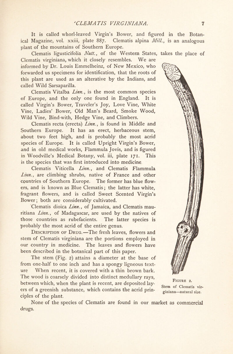 It is called whorl-leaved Virgin’s Bower, and figured in the Botan- ical Magazine, vol. xxiii, plate 887. Clematis alpina Mill., is an analogous plant of the mountains of Southern Europe. Clematis ligusticifolia Nutt., of the Western States, takes the place of Clematis virginiana, which it closely resembles. We are informed by Dr. Louis Emmelheinz, of New Mexico, who forwarded us specimens for identification, that the roots of this plant are used as an alterative by the Indians, and called Wild Sarsaparilla. Clematis Vitalba Linn., is the most common species of Europe, and the only one found in England. It is called Virgin’s Bower, Traveler’s Joy, Love Vine, White Vine, Ladies’ Bower, Old Man’s Beard, Smoke Wood, Wild Vine, Bind-with, Hedge Vine, and Climbers. Clematis recta (erecta) Linn., is found in Middle and Southern Europe. It has an erect, herbaceous stem, about two feet high, and is probably the most acrid species of Europe. It is called Upright Virgin’s Bower, and in old medical works, Flammula Jovis, and is figured in Woodville’s Medical Botany, vol. iii, plate 171. This is the species that was first introduced into medicine, Clematis Viticella Linn., and Clematis Flammula Linn., are climbing shrubs, native of France and other countries of Southern Europe. The former has blue flow- ers, and is known as Blue Clematis; the latter has white, fragrant flowers, and is called Sweet Scented Virgin’s Bower; both are considerably cultivated. Clematis dioica Linn., of Jamaica, and Clematis mau- ritiana Linn., of Madagascar, are used by the natives of those countries as rubefacients. The latter species is probably the most acrid of the entire genus. Description of Drug.—The fresh leaves, flowers and stem of Clematis virginiana are the portions employed in our country in medicine. The leaves and flowers have been described in the botanical part of this paper. The stem (Fig. 2) attains a diameter at the base of from one-half to one inch and has a spongy ligneous text- ure When recent, it is covered with a thin brown bark. The wood is coarsely divided into distinct medullary rays, between which, when the plant is recent, are deposited lay- ers of a greenish substance, which contains the acrid prin- ciples of the plant. None of the species of Clematis are found in our market as commercial drugs. Figure 2. Stem of Clematis vir- giniana—natural size.