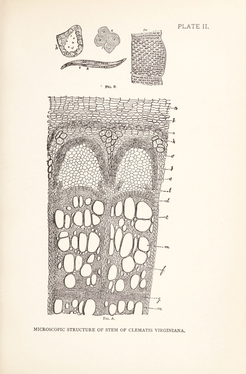 MICROSCOPIC STRUCTURE OF STEM OF CLEMATIS VIRGINIAN A,