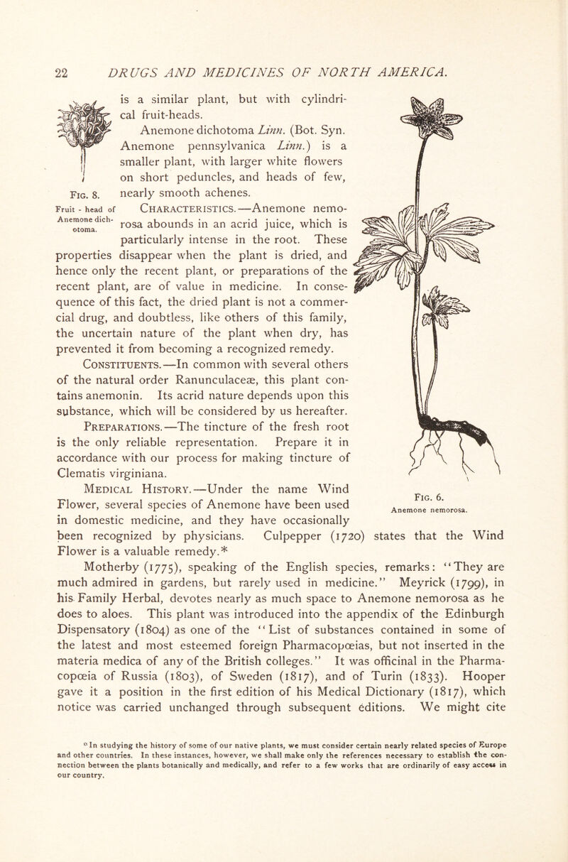 Fig. 8. is a similar plant, but with cylindri- cal fruit-heads. Anemone dichotoma Linn. (Bot. Syn. Anemone pennsylvanica Linn.) is a smaller plant, with larger white flowers on short peduncles, and heads of few, nearly smooth achenes. Fruit - head of Characteristics.—Anemone nemo- AnTtomadlCh rosa abounds in an acrid juice, which is particularly intense in the root. These properties disappear when the plant is dried, and hence only the recent plant, or preparations of the recent plant, are of value in medicine. In conse- quence of this fact, the dried plant is not a commer- cial drug, and doubtless, like others of this family, the uncertain nature of the plant when dry, has prevented it from becoming a recognized remedy. Constituents.—In common with several others of the natural order Ranunculaceae, this plant con- tains anemonin. Its acrid nature depends upon this substance, which will be considered by us hereafter. Preparations.—The tincture of the fresh root is the only reliable representation. Prepare it in accordance with our process for making tincture of Clematis virginiana. Medical History.—Under the name Wind Flower, several species of Anemone have been used in domestic medicine, and they have occasionally been recognized by physicians. Culpepper (1720) states that the Wind Flower is a valuable remedy.* Motherby (1775), speaking of the English species, remarks: “They are much admired in gardens, but rarely used in medicine/’ Meyrick (1799), in his Family Herbal, devotes nearly as much space to Anemone nemorosa as he does to aloes. This plant was introduced into the appendix of the Edinburgh Dispensatory (1804) as one of the “List of substances contained in some of the latest and most esteemed foreign Pharmacopoeias, but not inserted in the materia medica of any of the British colleges.” It was officinal in the Pharma- copoeia of Russia (1803), °f Sweden (1817), and of Turin (1833). Hooper gave it a position in the first edition of his Medical Dictionary (1817), which notice was carried unchanged through subsequent editions. We might cite Fig. 6. Anemone nemorosa. ,;,In studying the history of some of our native plants, we must consider certain nearly related species of Europe and other countries. In these instances, however, we shall make only the references necessary to establish the con- nection between the plants botanically and medically, and refer to a few works that are ordinarily of easy accew in our country.