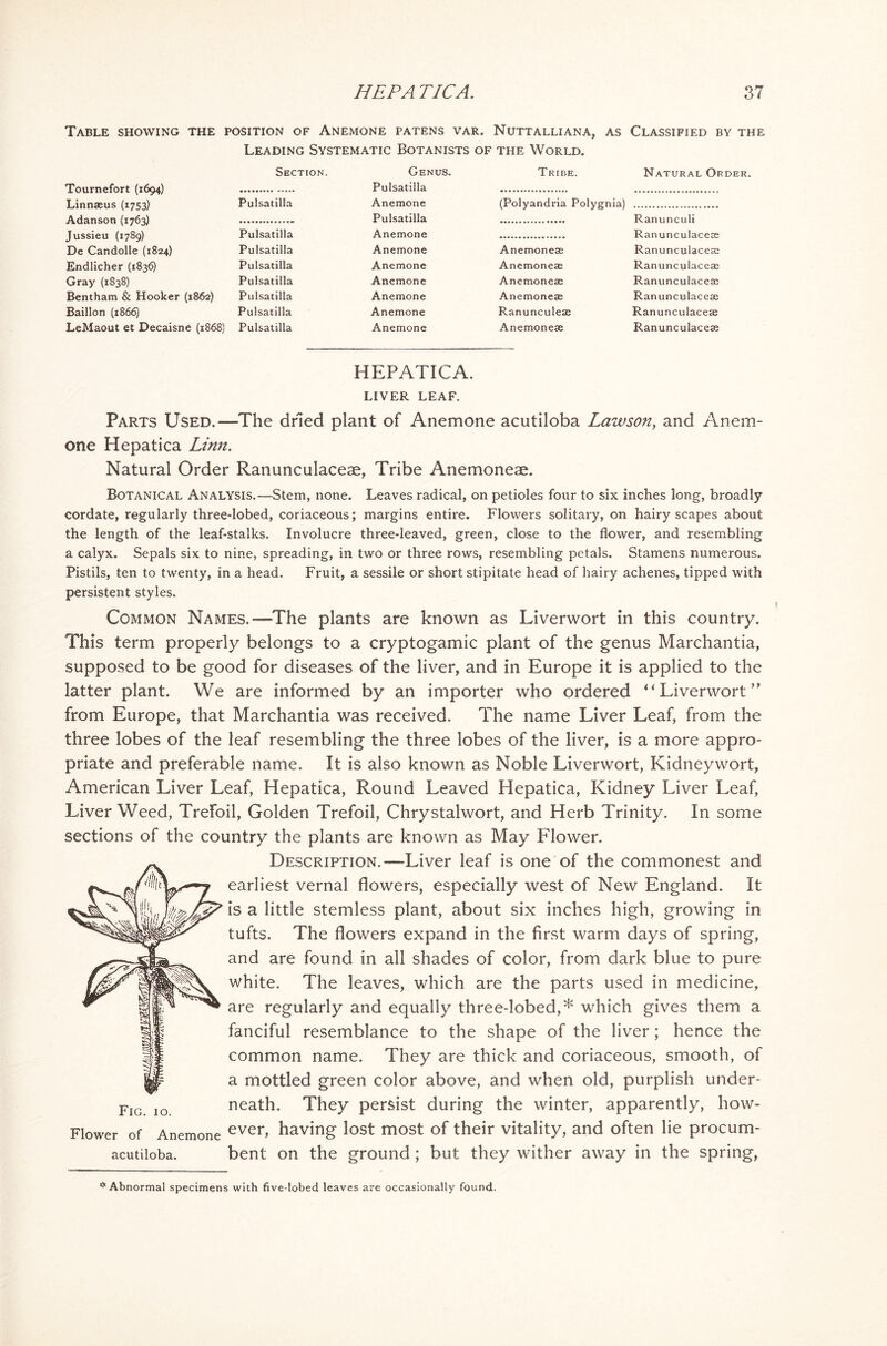 Table showing the position of Anemone patens var. Nuttalliana, as Classified by the Leading Systematic Botanists of the World. Section. Genus. Tribe. Natural Or Tmimefort (1604) Pulsatilla Linnaeus (1753) Pulsatilla Anemone (Polyandria Polygnia) Adanson (1763) Pulsatilla Ranunculi Jussieu (1789) Pulsatilla Anemone Ranunculaceae De Candolle (1824) Pulsatilla Anemone Anemoneae Ranunculaceae Endlicher (1836) Pulsatilla Anemone Anemoneae Ranunculaceae Gray (1838) Pulsatilla Anemone Anemoneae Ranunculaceae Bentham & Hooker (1862) Pulsatilla Anemone Anemoneae Ranunculaceae Baillon (1866) Pulsatilla Anemone Ranunculeae Ranunculaceae LeMaout et Decaisne (1868) Pulsatilla Anemone Anemoneae Ranunculaceae HEPATICA. LIVER LEAF. Parts Used.—The dried plant of Anemone acutiloba Lawson, and Anem- one Hepatica Linn. Natural Order Ranunculaceae, Tribe Anemoneae. Botanical Analysis.—Stem, none. Leaves radical, on petioles four to six inches long, broadly cordate, regularly three-lobed, coriaceous; margins entire. Flowers solitary, on hairy scapes about the length of the leaf-stalks. Involucre three-leaved, green, close to the flower, and resembling a calyx. Sepals six to nine, spreading, in two or three rows, resembling petals. Stamens numerous. Pistils, ten to twenty, in a head. Fruit, a sessile or short stipitate head of hairy achenes, tipped with persistent styles. Common Names.—The plants are known as Liverwort in this country. This term properly belongs to a cryptogamic plant of the genus Marchantia, supposed to be good for diseases of the liver, and in Europe it is applied to the latter plant. We are informed by an importer who ordered “ Liverwort ” from Europe, that Marchantia was received. The name Liver Leaf, from the three lobes of the leaf resembling the three lobes of the liver, is a more appro- priate and preferable name. It is also known as Noble Liverwort, Kidneywort, American Liver Leaf, Hepatica, Round Leaved Hepatica, Kidney Liver Leaf, Liver Weed, Trefoil, Golden Trefoil, Chrystalwort, and Herb Trinity. In some sections of the country the plants are known as May Flower. Description.—Liver leaf is one of the commonest and earliest vernal flowers, especially west of New England. It is a little stemless plant, about six inches high, growing in tufts. The flowers expand in the first warm days of spring, and are found in all shades of color, from dark blue to pure white. The leaves, which are the parts used in medicine, are regularly and equally three-lobed,* which gives them a fanciful resemblance to the shape of the liver; hence the common name. They are thick and coriaceous, smooth, of a mottled green color above, and when old, purplish under- neath. They persist during the winter, apparently, how- Flower of Anemone ever> having lost most of their vitality, and often lie procum- acutiloba. bent on the ground; but they wither away in the spring, Fig. io. * Abnormal specimens with five-lobed leaves are occasionally found.