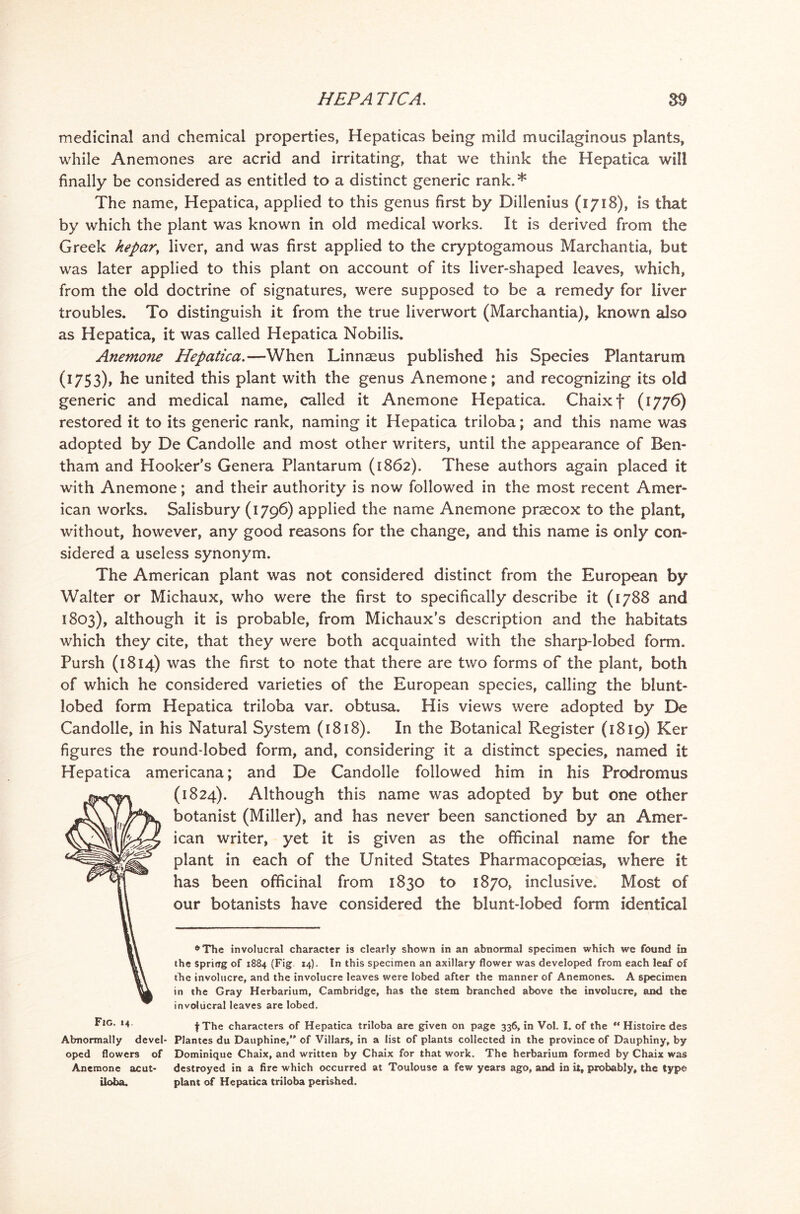 medicinal and chemical properties, Hepaticas being mild mucilaginous plants, while Anemones are acrid and irritating, that we think the Hepatica will finally be considered as entitled to a distinct generic rank.* The name, Hepatica, applied to this genus first by Dillenius (1718), is that by which the plant was known in old medical works. It is derived from the Greek hepar, liver, and was first applied to the cryptogamous Marchantia, but was later applied to this plant on account of its liver-shaped leaves, which, from the old doctrine of signatures, were supposed to be a remedy for liver troubles. To distinguish it from the true liverwort (Marchantia), known also as Hepatica, it was called Hepatica Nobilis. Anemone Hepatica.—When Linnseus published his Species Plantarum (1753), he united this plant with the genus Anemone; and recognizing its old generic and medical name, called it Anemone Hepatica. Chaixf (1776) restored it to its generic rank, naming it Hepatica triloba; and this name was adopted by De Candolle and most other writers, until the appearance of Ben- tham and Hooker’s Genera Plantarum (1862). These authors again placed it with Anemone; and their authority is now followed in the most recent Amer- ican works. Salisbury (1796) applied the name Anemone praecox to the plant, without, however, any good reasons for the change, and this name is only con- sidered a useless synonym. The American plant was not considered distinct from the European by Walter or Michaux, who were the first to specifically describe it (1788 and 1803), although it is probable, from Michaux’s description and the habitats which they cite, that they were both acquainted with the sharp-lobed form. Pursh (1814) was the first to note that there are two forms of the plant, both of which he considered varieties of the European species, calling the biunt- lobed form Hepatica triloba var. obtusa. His views were adopted by De Candolle, in his Natural System (1818). In the Botanical Register (1819) Ker figures the round-lobed form, and, considering it a distinct species, named it Hepatica americana; and De Candolle followed him in his Prodromu5 (1824). Although this name was adopted by but one other botanist (Miller), and has never been sanctioned by an Amer- ican writer, yet it is given as the officinal name for the plant in each of the United States Pharmacopoeias, where it has been officinal from 1830 to 1870, inclusive. Most of our botanists have considered the blunt-lobed form identical *> The involucral character is clearly shown in an abnormal specimen which we found in the spring of 1884 (Fig 14). In this specimen an axillary flower was developed from each leaf of the involucre, and the involucre leaves were lobed after the manner of Anemones. A specimen in the Gray Herbarium, Cambridge, has the stem branched above the involucre, and the involucral leaves are lobed. fThe characters of Hepatica triloba are given on page 336, in Vol. I. of the '* Histoire des Abnormally devel- Plantes du Dauphine, of Villars, in a list of plants collected in the province of Dauphiny, by oped flowers of Dominique Chaix, and written by Chaix for that work. The herbarium formed by Chaix was Anemone acut- destroyed in a fire which occurred at Toulouse a few years ago, and in it, probably, the type iloba. plant of Hepatica triloba perished.