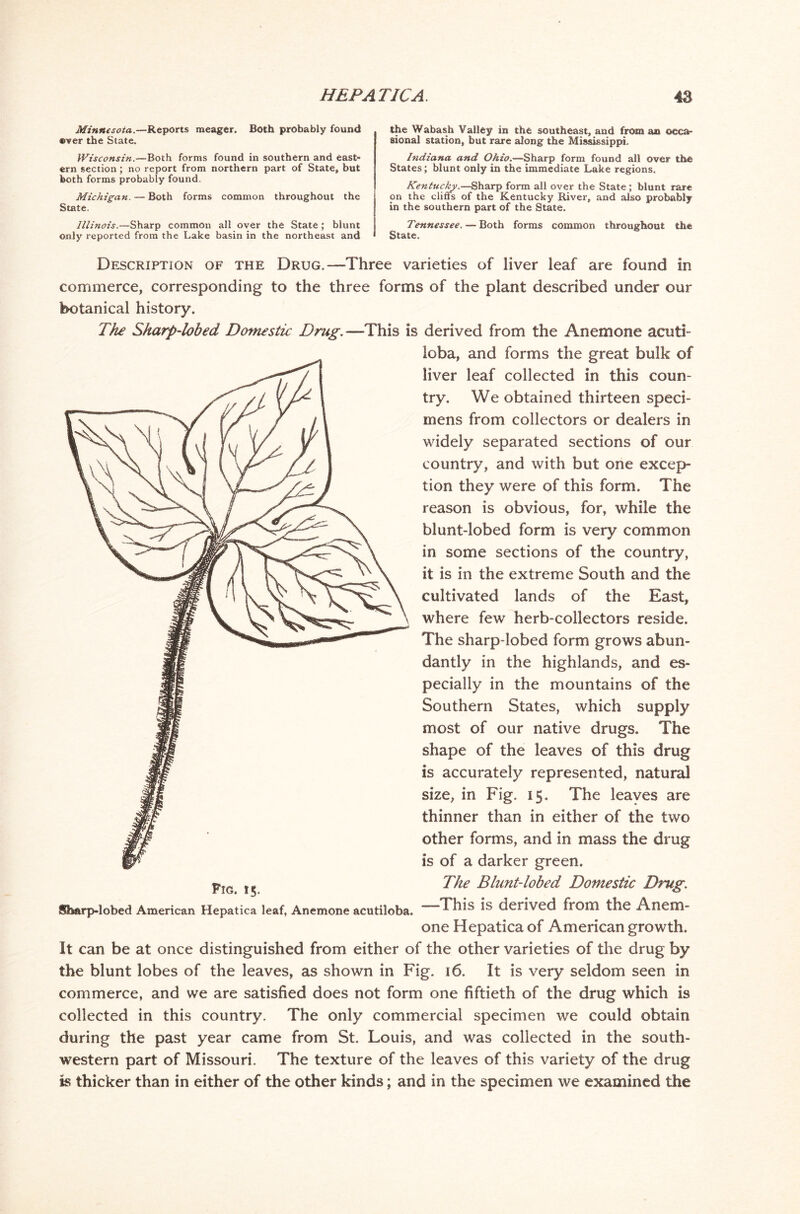 Minnesota.—Reports meager. Both probably found ®ver the State. Wisconsin.—Both forms found in southern and east- ern section ; no report from northern part of State, but both forms probably found. Michigan. — Both forms common throughout the State. Illinois.—Sharp common all over the State; blunt only reported from the Lake basin in the northeast and the Wabash Valley in the southeast, and from an occa- sional station, but rare along the Mississippi. Indiana and Ohio.—Sharp form found all over the States; blunt only in the immediate Lake regions, Kentucky.—Sharp form all over the State; blunt rare on the cliffs of the Kentucky River, and also probably in the southern part of the State. Tennessee. — Both forms common throughout the State. Description of the Drug.—-Three varieties of liver leaf are found in commerce, corresponding to the three forms of the plant described under our botanical history. The Sharp-lobed Domestic Drug.—This is derived from the Anemone acuti- loba, and forms the great bulk of liver leaf collected in this coun- try, We obtained thirteen speci- mens from collectors or dealers in widely separated sections of our country, and with but one excep- tion they were of this form. The reason is obvious, for, while the blunt-lobed form is very common in some sections of the country, it is in the extreme South and the cultivated lands of the East, where few herb-collectors reside. The sharp-lobed form grows abun- dantly in the highlands, and es- pecially in the mountains of the Southern States, which supply most of our native drugs. The shape of the leaves of this drug is accurately represented, natural size, in Fig. 15. The leaves are thinner than in either of the two other forms, and in mass the drug is of a darker green. The Blunt-lobed Domestic Drug. Sharp-lobed American Hepatica leaf. Anemone acutiloba, ~ 'This is derived from the Anem- one Hepatica of American growth. It can be at once distinguished from either of the other varieties of the drug by the blunt lobes of the leaves, as shown in Fig. 16. It is very seldom seen in commerce, and we are satisfied does not form one fiftieth of the drug which is collected in this country. The only commercial specimen we could obtain during the past year came from St. Louis, and was collected in the south- western part of Missouri. The texture of the leaves of this variety of the drug is thicker than in either of the other kinds; and in the specimen we examined the