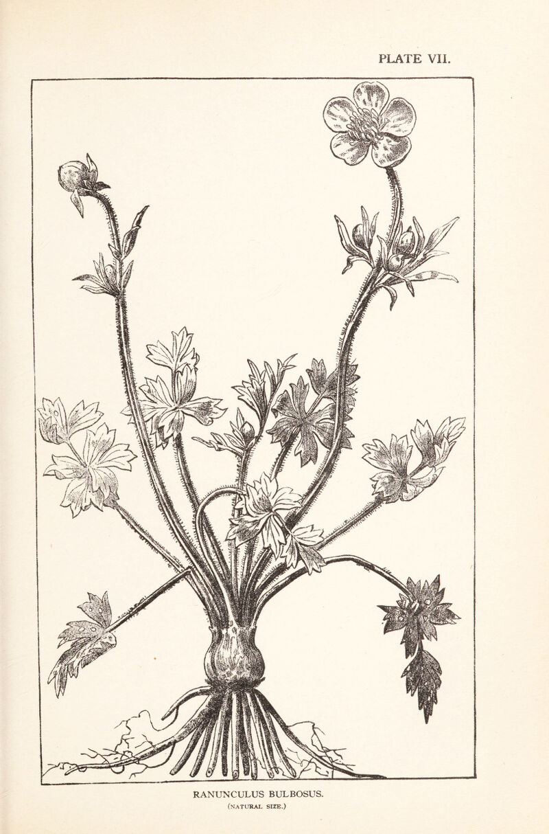 PLATE VI i RANUNCULUS BULBOSUS. (natural size.)