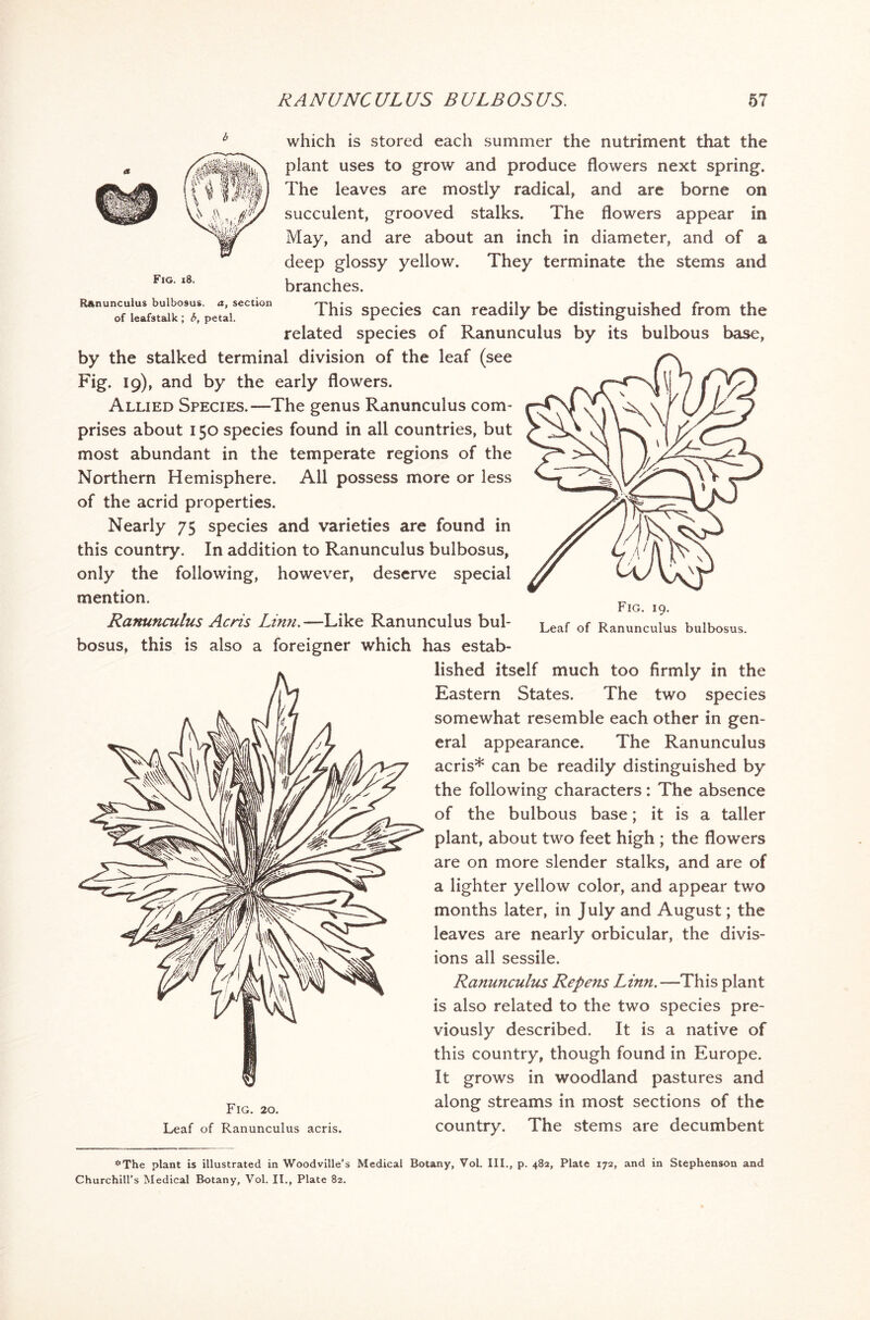 Fig. 18. Ranunculus bulbosus of leafstalk ; b, petal. a, section which is stored each summer the nutriment that the plant uses to grow and produce flowers next spring. The leaves are mostly radical, and are borne on succulent, grooved stalks. The flowers appear in May, and are about an inch in diameter, and of a deep glossy yellow. They terminate the stems and branches. This species can readily be distinguished from the related species of Ranunculus by its bulbous base, by the stalked terminal division of the leaf (see Fig. 19), and by the early flowers. Allied Species.—The genus Ranunculus com- prises about 150 species found in all countries, but most abundant in the temperate regions of the Northern Hemisphere. All possess more or less of the acrid properties. Nearly 75 species and varieties are found in this country. In addition to Ranunculus bulbosus, only the following, however, deserve special mention. Ranunculus Acris Linn.—Like Ranunculus bul- bosus, this is also a foreigner which has estab- Fig. 19. Leaf of Ranunculus bulbosus. Fig. 20. Leaf of Ranunculus acris. lished itself much too firmly in the Eastern States. The two species somewhat resemble each other in gen- eral appearance. The Ranunculus acris* can be readily distinguished by the following characters: The absence of the bulbous base; it is a taller plant, about two feet high ; the flowers are on more slender stalks, and are of a lighter yellow color, and appear two months later, in July and August; the leaves are nearly orbicular, the divis- ions all sessile. Ranunculus Repens Linn.—This plant is also related to the two species pre- viously described. It is a native of this country, though found in Europe. It grows in woodland pastures and along streams in most sections of the country. The stems are decumbent #The plant is illustrated in Woodville’s Medical Botany, Vol. III., p. 482, Plate 172, and in Stephenson and Churchill’s Medical Botany, Vol. II., Plate 82.