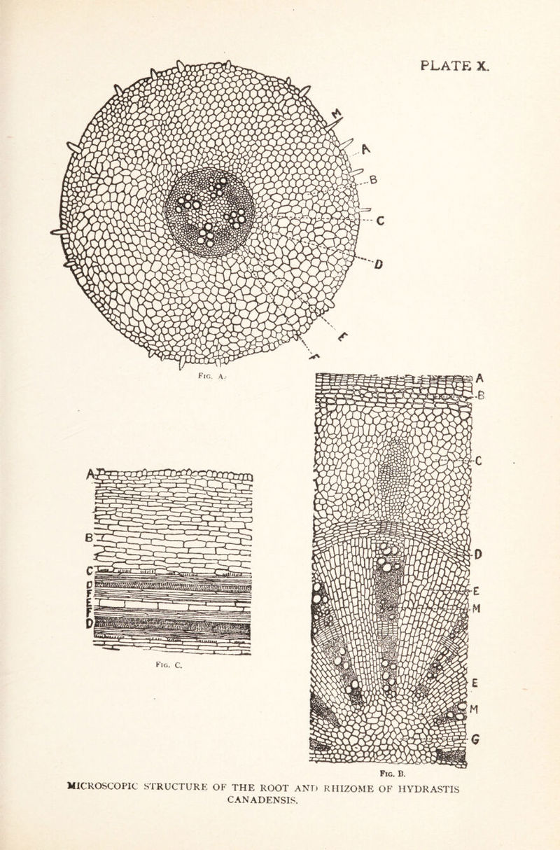 Fig, a. Fig. C Fig. B. MICROSCOPIC STRUCTURE OF THE ROOT AND RHIZOME OF HYDRASTIS CANADENSIS.