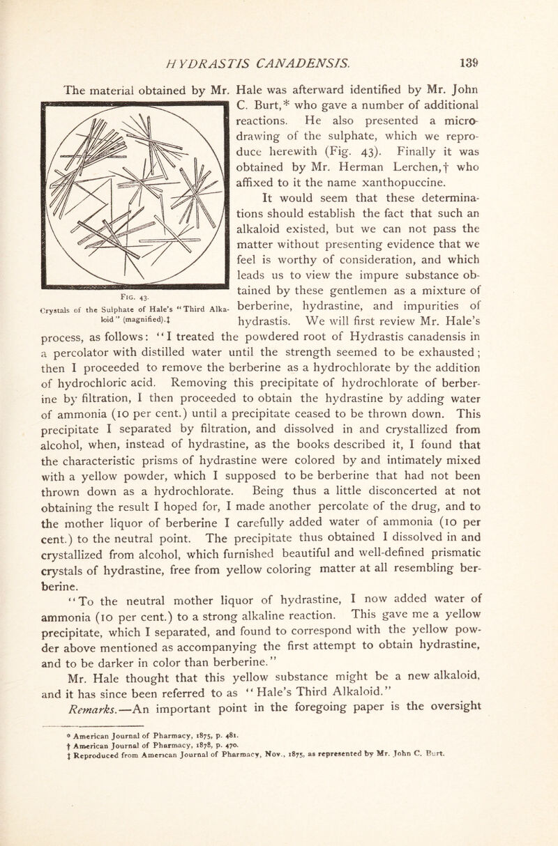 The material obtained by Mr. Hale was afterward identified by Mr. John C. Burt,* who gave a number of additional reactions. He also presented a micro drawing of the sulphate, which we repro- duce herewith (Fig. 43). Finally it was obtained by Mr. Herman Lerchen,f who affixed to it the name xanthopuccine. It would seem that these determina- tions should establish the fact that such an alkaloid existed, but we can not pass the matter without presenting evidence that we feel is worthy of consideration, and which leads us to view the impure substance ob- tained by these gentlemen as a mixture of berberine, hydrastine, and impurities of hvdrastis. We will first review Mr. Hale’s process, as follows: “I treated the powdered root of Hydrastis canadensis in a percolator with distilled water until the strength seemed to be exhausted ; then I proceeded to remove the berberine as a hydrochlorate by the addition of hydrochloric acid. Removing this precipitate of hydrochlorate of berber- ine by filtration, I then proceeded to obtain the hydrastine by adding water of ammonia (10 per cent.) until a precipitate ceased to be thrown down. This precipitate I separated by filtration, and dissolved in and crystallized from alcohol, when, instead of hydrastine, as the books described it, I found that the characteristic prisms of hydrastine were colored by and intimately mixed with a yellow powder, which I supposed to be berberine that had not been thrown down as a hydrochlorate. Being thus a little disconcerted at not obtaining the result I hoped for, I made another percolate of the drug, and to the mother liquor of berberine I carefully added water of ammonia (10 per cent.) to the neutral point. The precipitate thus obtained I dissolved in and crystallized from alcohol, which furnished beautiful and well-defined prismatic crystals of hydrastine, free from yellow coloring matter at all resembling ber- berine. “To the neutral mother liquor of hydrastine, I now added water of ammonia (10 per cent.) to a strong alkaline reaction. This gave me a yellow precipitate, which I separated, and found to correspond with the yellow pow- der above mentioned as accompanying the first attempt to obtain hydrastine, and to be darker in color than berberine.” Mr. Hale thought that this yellow substance might be a new alkaloid, and it has since been referred to as “ Hale’s Third Alkaloid. Remarks.— An important point in the foregoing paper is the oversight Fig. 43. Crystals of the Sulphate of Hale’s “ Third Alka- loid ” (magnified).! * American Journal of Pharmacy, 1875, p. 481. f American Journal of Pharmacy, 1878, p. 470. J Reproduced from American Journal of Pharmacy, Nov., 1875, as represented by Mr. John C. Burt.