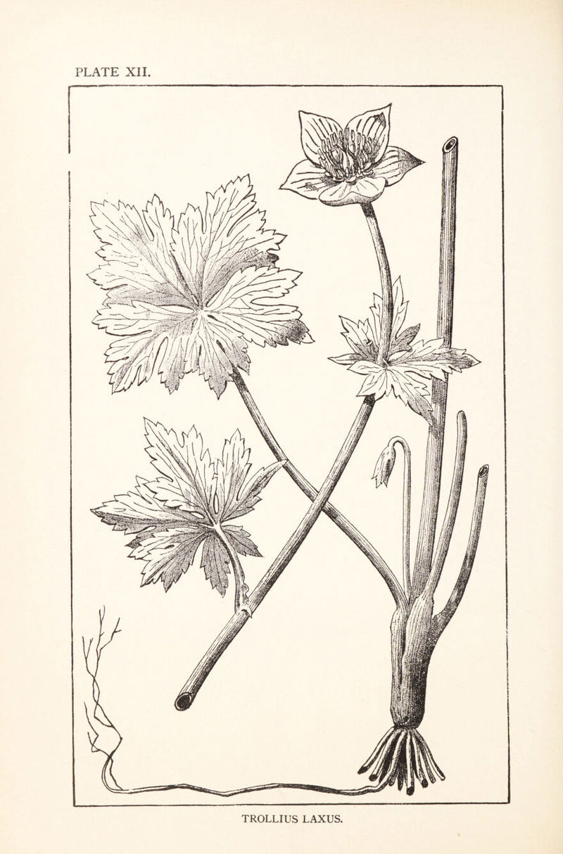 TROLLIUS LAXUS.