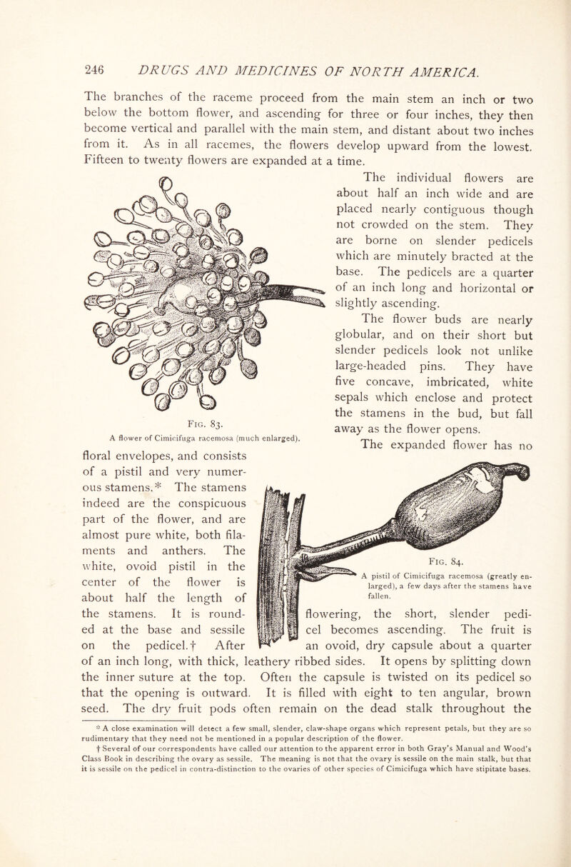 The branches of the raceme proceed from the main stem an inch or two below the bottom flower, and ascending for three or four inches, they then become vertical and parallel with the main stem, and distant about two inches from it. As in all racemes, the flowers develop upward from the lowest. Fifteen to twenty flowers are expanded at a time. Fig. 83. A flower of Cimicifuga racemosa (much enlarged) floral envelopes, and consists of a pistil and very numer- ous stamens.* The stamens indeed are the conspicuous part of the flower, and are almost pure white, both fila- ments and anthers. The white, ovoid pistil in the center of the flower is about half the length of the stamens. It is round- ed at the base and sessile on the pedicel, f After The individual flowers are about half an inch wide and are placed nearly contiguous though not crowded on the stem. Thev J are borne on slender pedicels which are minutely bracted at the base. The pedicels are a quarter of an inch long and horizontal or slightly ascending. The flower buds are nearly globular, and on their short but slender pedicels look not unlike large-headed pins. They have five concave, imbricated, white sepals which enclose and protect the stamens in the bud, but fall away as the flower opens. The expanded flower has no Fig. 84. A pistil of Cimicifuga racemosa (greatly en- larged), a few days after the stamens have fallen. ■■ flowering, the short, slender pedi- cel becomes ascending. The fruit is an ovoid, dry capsule about a quarter of an inch long, with thick, leathery ribbed sides. It opens by splitting down the inner suture at the top. Often the capsule is twisted on its pedicel so that the opening is outward. It is filled with eight to ten angular, brown seed. The dry fruit pods often remain on the dead stalk throughout the * A close examination will detect a few small, slender, claw-shape organs which represent petals, but they are so rudimentary that they need not be mentioned in a popular description of the flower. f Several of our correspondents have called our attention to the apparent error in both Gray’s Manual and Wood’s Class Book in describing the ovary as sessile. The meaning is not that the ovary is sessile on the main stalk, but that it is sessile on the pedicel in contra-distinction to the ovaries of other species of Cimicifuga which have stipitate bases.