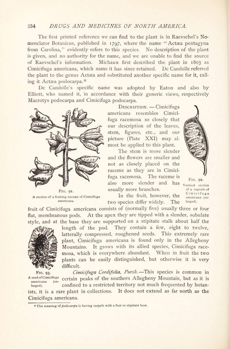 The first printed reference we can find to the plant is in Raevschel’s No- menclator Botanicus, published in 1797, where the name “Actaea pentagyna from Carolina,” evidently refers to this species. No description of the plant is given, and no authority for the name, and we are unable to find the source of Raevschel’s information. Michaux first described the plant in 1803 as Cimicifuga americana, which name it has since retained. De Candolle referred the plant to the genus Actaea and substituted another specific name for it, call- ing it Actaea podocarpa.* De Candolle’s specific name was adopted by Eaton and also by Elliott, who named it, in accordance with their generic views, respectively Macrotys podocarpa and Cimicifuga podocarpa. Description. — Cimicifuga americana resembles Cimici- fuga racemosa so closely that our description of the leaves, stem, figures, etc., and our picture (Plate XXI) may al- most be applied to this plant. The stem is more slender and the flowers are smaller and not as closely placed on the raceme as they are in Cimici- fuga racemosa. The raceme is also more slender and has usually more branches. In the fruit, however, the two species differ widely. The fruit of Cimicifuga americana consists of (normally five) usually three or four flat, membranous pods. At the apex they are tipped with a slender, subulate style, and at the base they are supported on a stipitate stalk about half the length of the pod. They contain a few, eight to twelve, latterally compressed, roughened seeds. This extremely rare plant, Cimicifuga americana is found only in the Allegheny Mountains. It grows with its allied species, Cimicifuga race- mosa, which is everywhere abundant. When in fruit the two plants can be easily distinguished, but otherwise it is very difficult. Cimicifuga Cor difolia, Pursh.—This species is common in a seed of cimicifuga certajn peaks of the southern Allegheny Mountain, but as it is americana (en- r larged). confined to a restricted territory not much frequented by botan- ists, it is a rare plant in collections. It does not extend as far north as the Cimicifuga americana. Fig. 91. A section of a fruiting raceme of Cimicifuga americana. Fig. 92. Vertical section of a capsule of Cimicifuga americana (en- larged). * The meaning of podocarpa is having carpels with a foot or stipitate base.