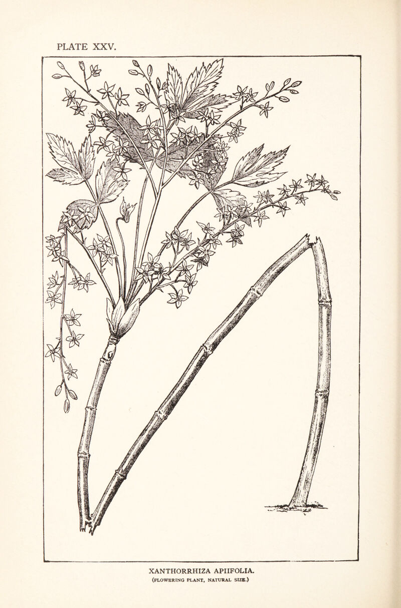 PLATE XXV XANTHORRHIZA APIIFOLIA, (flowering plant, natural size.)