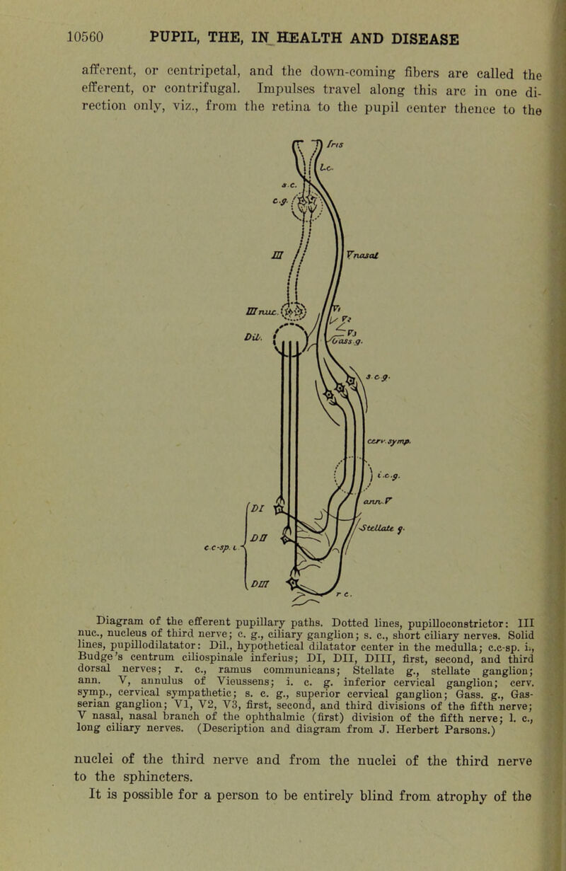 afferent, or centripetal, and the do\\ni-coniing fibers are called the efferent, or eontrifugal. Impulses travel along this arc in one di- rection only, viz., from the retina to the pupil center thence to the Diagram of the efferent pupillary paths. Dotted lines, pupilloconstrictor: III nuc., nucleus of third nerve; c. g., ciliary ganglion; s. c., short ciliary nerves. Solid lines, pupillodilatator: Dil., hypothetical dilatator center in the medulla; c.c-sp. i., Budge’s centrum ciliospinale inferius; DI, DII, Dill, first, second, and third dorsal nerves; r. c., r^us communicans; Stellate g., stellate ganglion; ann. V, annulus of Vieussens; i. c. g. inferior cervical ganglion; cerv, symp., cervi^l sympathetic; s, c. g., superior cervical ganglion; Gass, g., Gas- serian ganglion; VI, V2, V3, first, second, and third divisions of the fifth nerve; V nasal, nasal branch of the ophthalmic (first) division of the fifth nerve; 1. c., long ciliary nerves. (Description and diagram from J. Herbert Parsons.) nuclei of the third nerve and from the nuclei of the third nerve to the sphincters. It is possible for a person to be entirely blind from atrophy of the