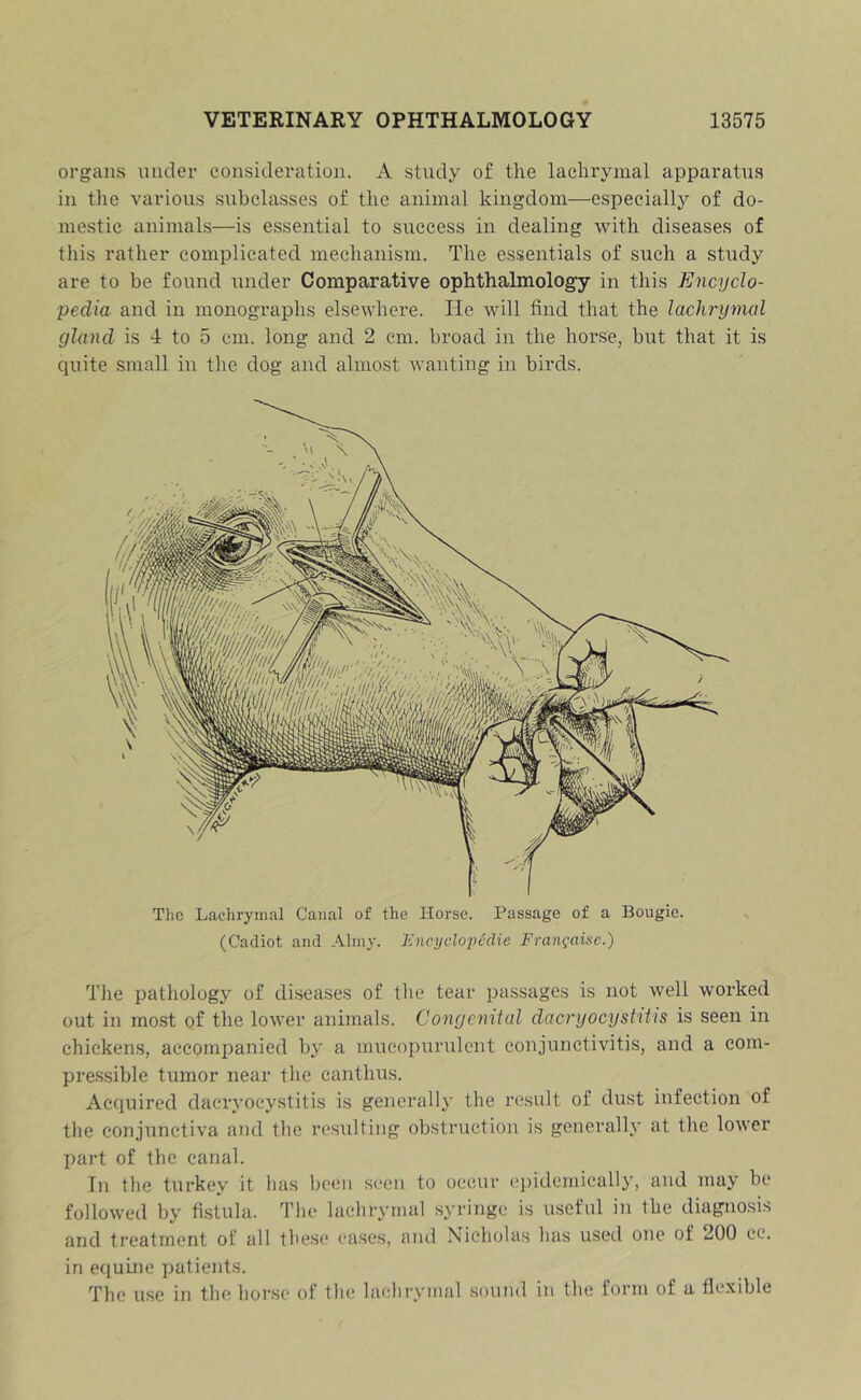 organs mider consideration. A study of the lachrymal apparatus in the various subclasses of the animal kingdom—espeeiall}'- of do- mestic animals—is essential to success in dealing with diseases of this rather complicated mechanism. The essentials of such a study are to be found under Comparative ophthalmology in this Encyclo- pedia and in monographs elsewhere. He will find that the lacJu'ymal gland is 4 to 5 cm. long and 2 cm. broad in the horse, but that it is quite small in the dog and almost wanting in birds. The Lacliryinal Canal of the Horse. Passage of a Bougie. (Cadiot and Almy. Encyclojjcdie Francaise.) The pathology of diseases of the tear passages is not well worked out in most of the lower animals. Congenital dacryocystitis is seen in chickens, accompanied by a mucopurulent conjunctivitis, and a com- pressible tumor near the canthus. Acquired daeiwocystitis is generally the result of dust infection of the conjunctiva ami the resulting obstruction is generally at the lower part of the canal. Tn the turkey it has been seen to occur ('i)idcmically, and may be followed by fistula. The lachrymal syringe is useful in the diagnosis and treatment of all these ca.ses, and Nicholas has used one of 200 cc. in equine patients. The use in tin; hor.se ol the lachrymal sound in the form of a flexible