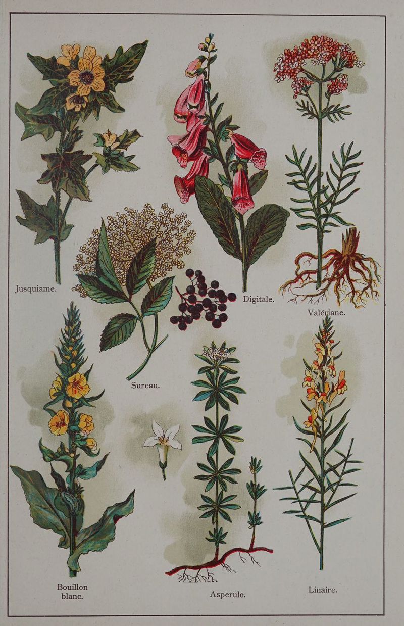 jane. Inalre. 2 Ÿ igi Bouillon blanc. Jusquiame.