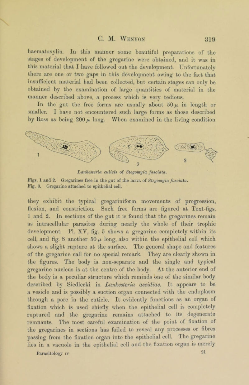 liaematoxylin. In this manner some beautiful preparations of the stages of development of the gregarine were obtained, and it was in this material that I have followed out the development. Unfortunately there are one or two gaps in this development owing to the fact that insufficient material had been collected, but certain stages can only be obtained by the examination of large quantities of material in the manner described above, a process which is very tedious. In the gut the free forms are usually about 50 ya in length or smaller. I have not encountered such large forms as those described by Ross as being 200 /i long. When examined in the living condition Lankesteria culicis of Stegomyia fasciata. Figs. 1 and 2. Gregarines free in the gut of the larva of Stegomyia fasciata. Fig. 3. Gregarine attached to epithelial cell. they exhibit the typical gregariniform movements of progression, Hexion, and constriction. Such free forms are figured at Text-figs. 1 and 2. In sections of the gut it is found that the gregarines remain as intracellular parasites during nearly the whole of their trophic development. PI. XV, fig. 5 shows a gregarine completely within its cell, and fig. 8 another 50 ya long, also within the epithelial cell which shows a slight rupture at the surface. The general shape and features of the gregarine call for no special remark. They are clearly shown in the figures. The body is non-separate and the single and typical gregarine nucleus is at the centre of the body. At the anterior end of the body is a peculiar structure which reminds one of the similar body described by Siedlecki in Lankesteria ascidiae. It appears to be a vesicle and is possibly a suction organ connected with the endoplasm through a pore in the cuticle. It evidently functions as an organ of fixation which is used chiefly when the epithelial cell is completely ruptured and the gregarine remains attached to its degenerate remnants. The most careful examination of the point of fixation of the gregarines in sections has failed to reveal any processes or fibres passing from the fixation organ into the epithelial cell. The gregarine lies in a vacuole in the epithelial cell and the fixation organ is merely Parasitology iv