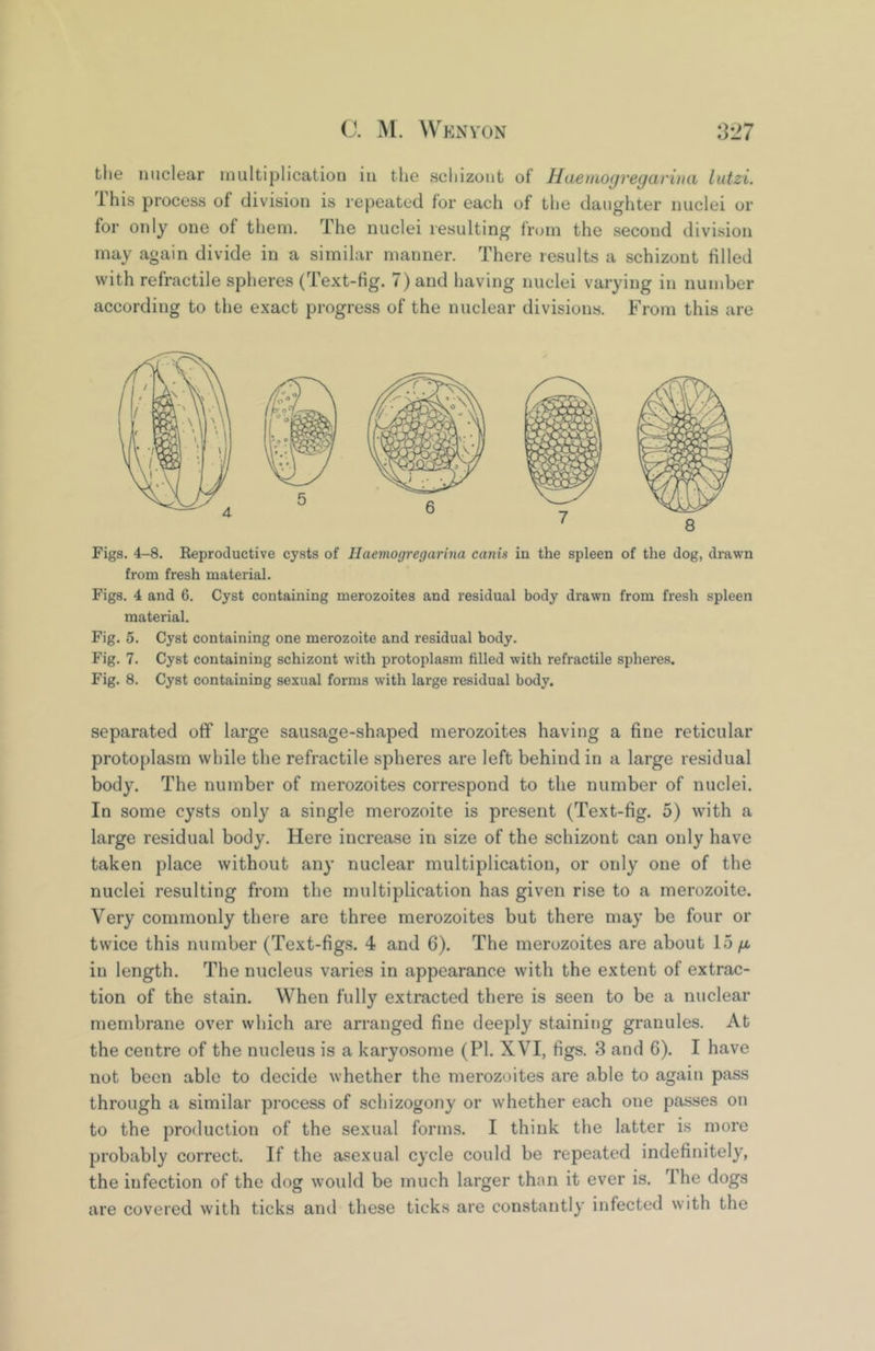 tlie nuclear multiplication in the scliizont of Haemogregariua lutzi. Ihis process of division is repeated for each of the daughter nuclei or for only one of them. The nuclei resulting from the second division may again divide in a similar manner. There results a schizont filled with refractile spheres (Text-fig. 7) and having nuclei varying in number according to the exact progress of the nuclear divisions. From this are Figs. 4-8. Eeprotluctive cysts of Ilaemogregarina canis in the spleen of the dog, drawn from fresh material. Figs. 4 and 6. Cyst containing merozoites and residual body drawn from fresh spleen material. Fig. 5. Cyst containing one merozoite and residual body. Fig. 7. Cyst containing schizont with protoplasm filled with refractile spheres. Fig. 8. Cyst containing sexual forms with large residual body. separated off large sausage-shaped merozoites having a fine reticular protoplasm while the refractile spheres are left behind in a large residual body. The number of merozoites correspond to the number of nuclei. In some cysts only a single merozoite is present (Text-fig. 5) with a large residual body. Here increase in size of the schizont can only have taken place without any nuclear multiplication, or only one of the nuclei resulting from the multiplication has given rise to a merozoite. Very commonly there are three merozoites but there may be four or twice this number (Text-figs. 4 and 6). The merozoites are about 15/a in length. The nucleus varies in appearance with the extent of extrac- tion of the stain. When fully extracted there is seen to be a nuclear membrane over which are arranged fine deeply staining granules. At the centre of the nucleus is a karyosome (PI. XVI, figs. 3 and 6). I have not been able to decide whether the merozoites are able to again pass through a similar process of schizogony or whether each one passes on to the production of the sexual forms. I think the latter is more probably correct. If the asexual cycle could be repeated indefinitely, the infection of the dog would be much larger than it ever is. Ihe dogs are covered with ticks and these ticks are constantly infected with the