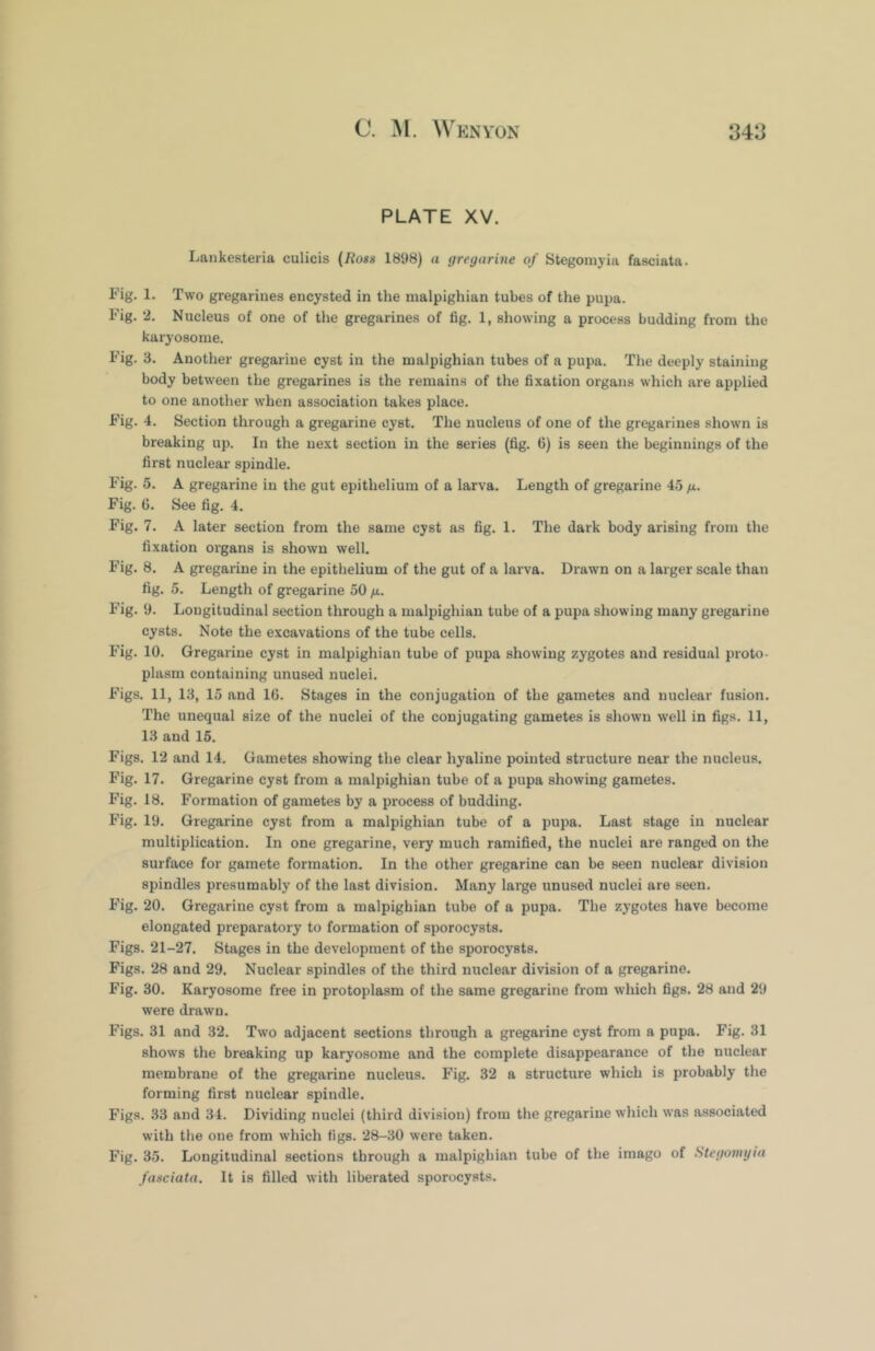 PLATE XV. Lankesteria culicis (Ross 1898) a gregarine of Stegomyia fasciata. Fig. 1. Two gregarines encysted in the malpighian tubes of the pupa. Fig. 2. Nucleus of one of the gregarines of fig. 1, showing a process budding from the karyosome. Fig. 3. Another gregarine cyst in the malpighian tubes of a pupa. The deeply staining body between the gregarines is the remains of the fixation organs which are applied to one another when association takes place. Fig. 4. Section through a gregarine cyst. The nucleus of one of the gregarines shown is breaking up. In the next section in the series (fig. 6) is seen the beginnings of the first nuclear spindle. Fig. 5. A gregarine in the gut epithelium of a larva. Length of gregarine 45 jx. Fig. G. See fig. 4. Fig. 7. A later section from the same cyst as fig. 1. The dark body arising from the fixation organs is shown well. Fig. 8. A gregarine in the epithelium of the gut of a lai va. Drawn on a larger scale than fig. 5. Length of gregarine 50 ft. Fig. 9. Longitudinal section through a malpighian tube of a pupa showing many gregarine cysts. Note the excavations of the tube cells. Fig. 10. Gregarine cyst in malpighian tube of pupa showing zygotes and residual proto- plasm containing unused nuclei. Figs. 11, 13, 15 and IG. Stages in the conjugation of the gametes and nuclear fusion. The unequal size of the nuclei of the conjugating gametes is shown well in figs. 11, 13 and 16. Figs. 12 and 14. Gametes showing the clear hyaline pointed structure near the nucleus. Fig. 17. Gregarine cyst from a malpighian tube of a pupa showing gametes. Fig. 18. Formation of gametes by a process of budding. Fig. 19. Gregarine cyst from a malpighian tube of a pupa. Last stage in nuclear multiplication. In one gregarine, very much ramified, the nuclei are ranged on the surface for gamete formation. In the other gregarine can be seen nuclear division spindles presumably of the last division. Many large unused nuclei are seen. Fig. 20. Gregarine cyst from a malpighian tube of a pupa. The zygotes have become elongated preparatory to formation of sporocysts. Figs. 21-27. Stages in the development of the sporocysts. Figs. 28 and 29. Nuclear spindles of the third nuclear division of a gregarine. Fig. 30. Karyosome free in protoplasm of the same gregarine from which figs. 28 and 29 were drawn. Figs. 31 and 32. Two adjacent sections through a gregarine cyst from a pupa. Fig. 31 shows the breaking up karyosome and the complete disappearance of the nuclear membrane of the gregarine nucleus. Fig. 32 a structure which is probably the forming first nuclear spindle. Figs. 33 and 34. Dividing nuclei (third division) from the gregarine which was associated with the one from which figs. 28-30 were taken. Fig. 35. Longitudinal sections through a malpighian tube of the imago of Stegomyia fasciata. It is filled with liberated sporocysts.