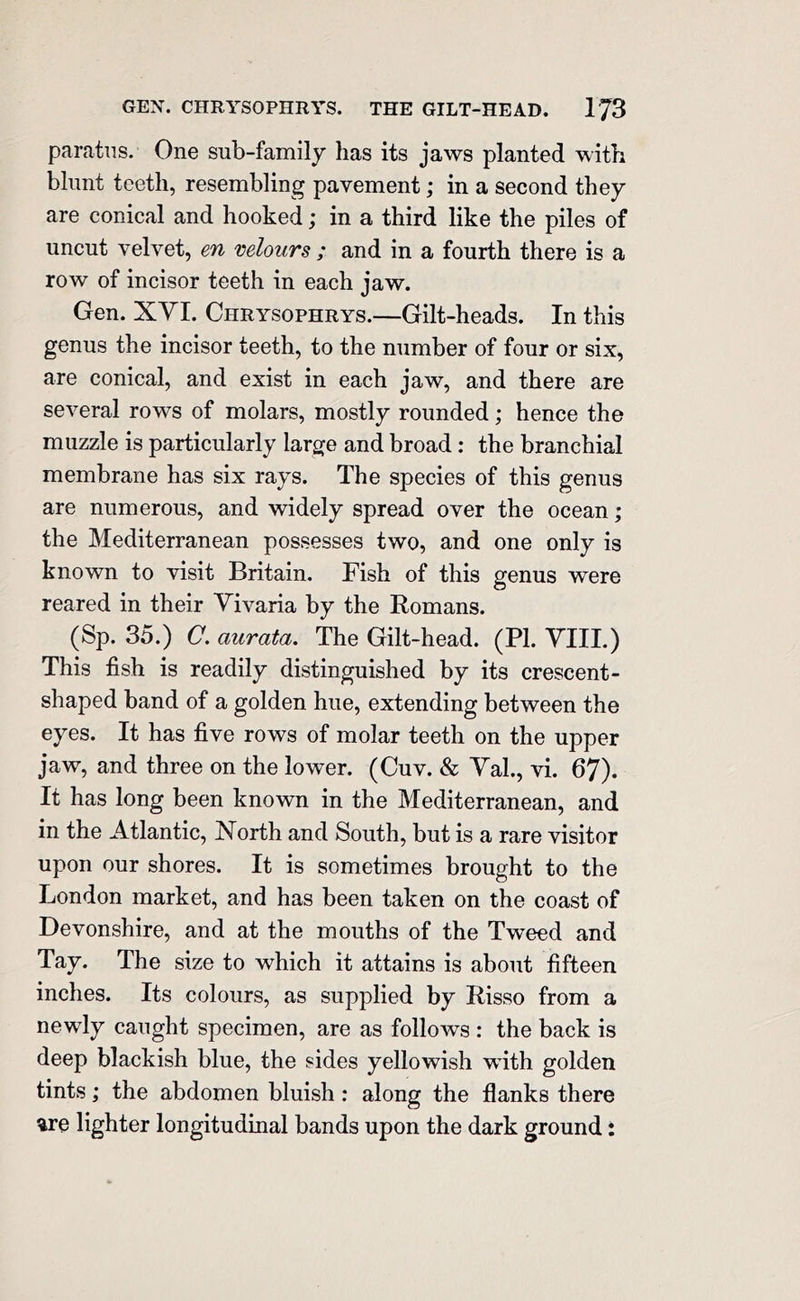 GEN. CHRYSOPHRYS. THE GILT-HEAD. I JS paratns. One sub-family has its jaws planted with blunt teeth, resembling pavement; in a second they are conical and hooked; in a third like the piles of uncut velvet, en velours ; and in a fourth there is a row of incisor teeth in each jaw. Gen. XYI. Chrysophrys.—Gilt-heads. In this genus the incisor teeth, to the number of four or six, are conical, and exist in each jaw, and there are several rows of molars, mostly rounded; hence the muzzle is particularly large and broad : the branchial membrane has six rays. The species of this genus are numerous, and widely spread over the ocean; the Mediterranean possesses two, and one only is known to visit Britain. Fish of this genus were reared in their Vivaria by the Romans. (Sp. 35.) C. aurata. The Gilt-head. (PI. VIII.) This fish is readily distinguished by its crescent- shaped band of a golden hue, extending between the eyes. It has five rows of molar teeth on the upper jaw, and three on the lower. (Cuv. & Yah, vi. 67). It has long been known in the Mediterranean, and in the Atlantic, North and South, but is a rare visitor upon our shores. It is sometimes brought to the London market, and has been taken on the coast of Devonshire, and at the mouths of the Tw^eed and Tay. The size to which it attains is about fifteen inches. Its colours, as supplied by Risso from a newly caught specimen, are as follows : the back is deep blackish blue, the sides yellowish with golden tints; the abdomen bluish : along the flanks there %re lighter longitudinal bands upon the dark ground: