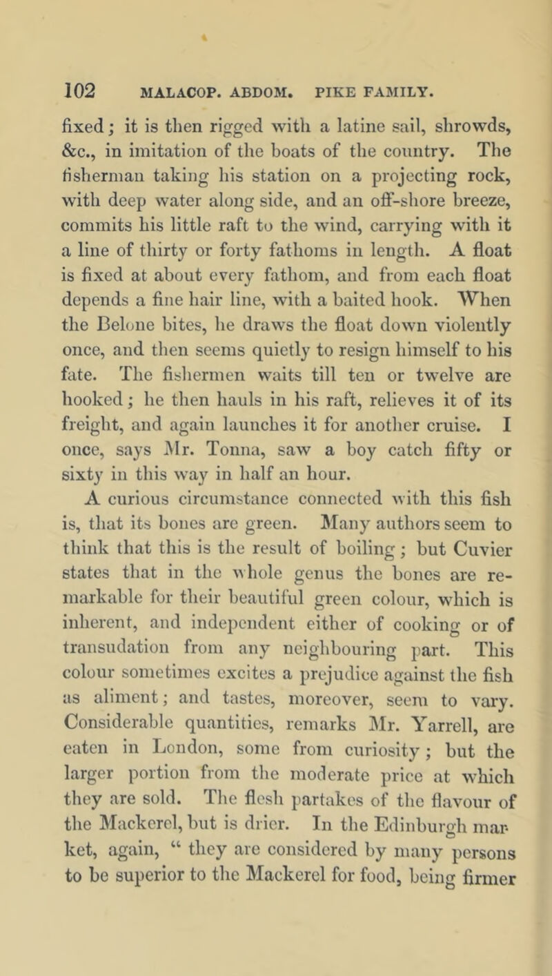 fixed; it is then rigged with a latine sail, slirowds, &c., in imitation of the boats of the country. The fisherman taking his station on a projecting rock, with deep water along side, and an off-shore breeze, commits his little raft to the wind, carrying with it a line of thirty or forty fathoms in length. A float is fixed at about every fathom, and from each float depends a fine hair line, with a baited hook. When the Belone bites, he draws the float down violently once, and then seems quietly to resign himself to his fate. The fishermen waits till ten or twelve are hooked; he then hauls in his raft, relieves it of its freight, and again launches it for another cruise. I once, says Mr. Tonna, saw a boy catch fifty or sixty in this way in half an hour. A curious circumstance connected with this fish is, that its bones are green. Many authors seem to think that this is the result of boiling; but Cuvier states that in the whole genus the bones are re- markable for their beautiful green colour, which is inherent, and independent either of cooking or of transudation from any neighbouring part. This colour sometimes excites a prejudice against the fish as aliment; and tastes, moreover, seem to vary. Considerable quantities, remarks Mr. Yarrell, are eaten in London, some from curiosity; but the larger portion from the moderate price at which they are sold. The flesh partakes of the flavour of the Mackerel, but is drier. In the Edinburgh mar- ket, again, “ they are considered by many persons to be superior to the Mackerel for food, being firmer