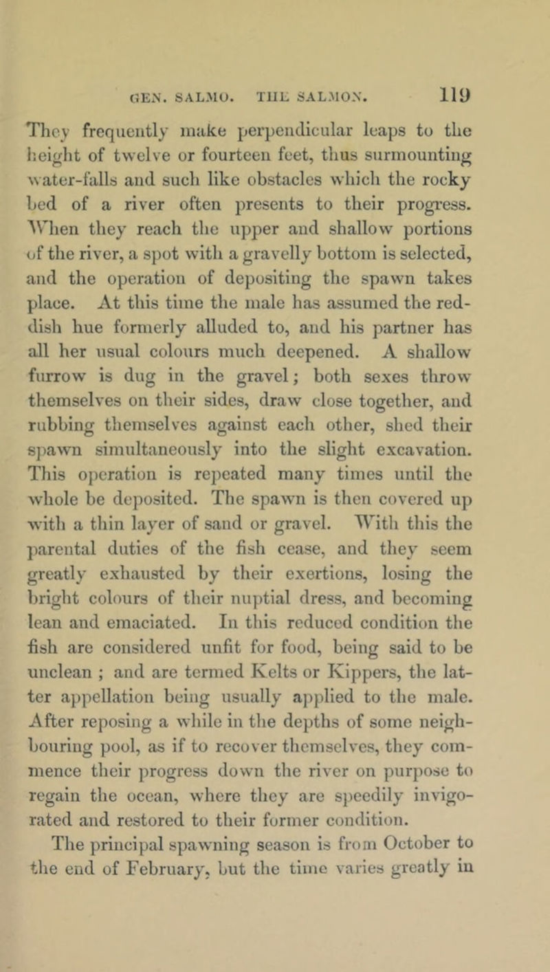 They frequently make perpendicular leaps to the height of twelve or fourteen feet, thus surmounting water-falls and such like obstacles which the rocky bed of a river often presents to their progress. When they reach the upper and shallow portions of the river, a spot with a gravelly bottom is selected, and the operation of depositing the spawn takes place. At this time the male has assumed the red- dish hue formerly alluded to, and his partner has all her usual colours much deepened. A shallow- furrow is dug in the gravel; both sexes throw themselves on their sides, draw close together, and rubbing themselves against each other, shed their spawn simultaneously into the slight excavation. This operation is repeated many times until the whole be deposited. The spawn is then covered up with a thin layer of sand or gravel. With this the parental duties of the fish cease, and they seem greatly exhausted by their exertions, losing the bright colours of their nuptial dress, and becoming lean and emaciated. In this reduced condition the fish are considered unfit for food, being said to be unclean ; and are termed Kelts or Kippers, the lat- ter appellation being usually applied to the male. After reposing a while in the depths of some neigh- bouring pool, as if to recover themselves, they com- mence their progress down the river on purpose to regain the ocean, where they are speedily invigo- rated and restored to their former condition. The principal spawning season is from October to the end of February, but the time varies greatly in