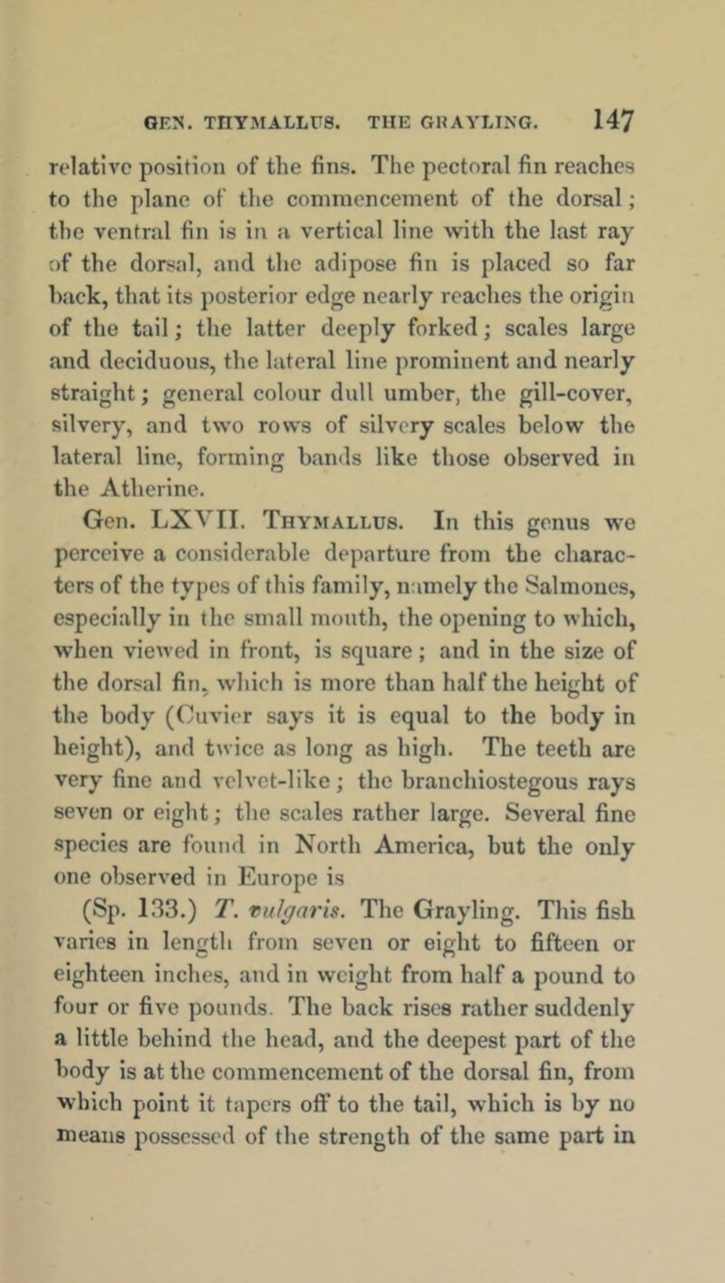 relative position of the fins. The pectoral fin reaches to the plane of the commencement of the dorsal; the ventral fin is in a vertical line with the last ray of the dorsal, and the adipose fin is placed so far hack, that its posterior edge nearly reaches the origin of the tail; the latter deeply forked; scales large and deciduous, the lateral line prominent and nearly straight; general colour dull umber, the gill-cover, silvery, and two rows of silvery scales below the lateral line, forming bands like those observed in the Atherine. Gen. LXVII. Thymallus. In this genus we perceive a considerable departure from the charac- ters of the types of this family, namely the Salmones, especially in the small mouth, the opening to which, when viewed in front, is square; and in the size of the dorsal fin, which is more than half the height of the body (Cuvier says it is equal to the body in height), and twice as long as high. The teeth are very fine and velvet-like; the hranchiostegous rays seven or eight; the scales rather large. Several fine species are found in North America, but the only one observed in Europe is (Sp. 133.) T. vulgaris. The Grayling. This fish varies in length from seven or eight to fifteen or eighteen inches, and in weight from half a pound to four or five pounds. The back rises rather suddenly a little behind the head, and the deepest part of the body is at the commencement of the dorsal fin, from which point it tapers off to the tail, which is by no means possessed of the strength of the same part in