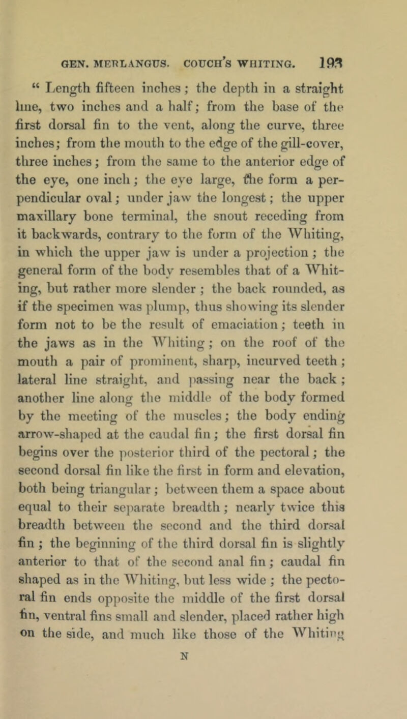 “ Length fifteen inches; the depth in a straight line, two inches and a half; from the base of the first dorsal fin to the vent, along the curve, three inches; from the mouth to the edge of the gill-cover, three inches; from the same to the anterior edge of the eye, one inch; the eye large, £he form a per- pendicular oval; under jaw the longest; the upper maxillary bone terminal, the snout receding from it backwards, contrary to the form of the Whiting, in which the upper jaw is under a projection ; the general form of the body resembles that of a Whit- ing, but rather more slender ; the back rounded, as if the specimen was plump, thus showing its slender form not to be the result of emaciation; teeth in the jaws as in the Whiting; on the roof of the mouth a pair of prominent, sharp, incurved teeth ; lateral line straight, and passing near the back ; another line along the middle of the body formed by the meeting of the muscles; the body ending arrow-shaped at the caudal fin; the first dorsal fin begins over the posterior third of the pectoral; the second dorsal fin like the first in form and elevation, both being triangular ; between them a space about equal to their separate breadth ; nearly twice tins breadth between the second and the third dorsal fin ; the beginning of the third dorsal fin is slightly anterior to that of the second anal fin; caudal fin shaped as in the Whiting, but less wide ; the pecto- ral fin ends opposite the middle of the first dorsal fin, ventral fins small and slender, placed rather high on the side, and much like those of the Whiting N