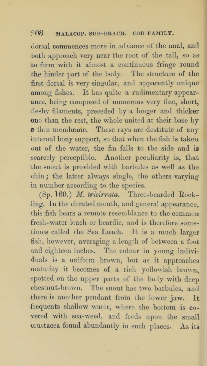dorsal commences more in advance of the anal, and both approach very near the root of the tail, so as to form with it almost a continuous fringe round the hinder part of the body. The structure of the first dorsal is very singular, and apparently unique among fishes. It has quite a rudimentary appear- ance, being composed of numerous very fine, short, fleshy filaments, preceded by a longer and thicker one than the rest, the whole united at their base by a thin membrane. These rays are destitute of any internal bony support, so that when the fish is taken out of the water, the fin falls to the side and is scarcely perceptible. Another peculiarity is, that the snout is provided with barbules as well as the chin; the latter always single, the others varying in number according to the species. (Sp. 160.) M. tricirrata. Three-bearded Rock- ling. In the cirrated mouth, and general appearance, this fish bears a remote resemblance to the common fresh-water loach or beardie, and is therefore some- times called the Sea Loach. It is a much larger fish, however, averaging a length of between a foot and eighteen inches. The colour in young indivi- duals is a uniform brown, but as it approaches maturity it becomes of a rich yellowish brown, spotted on the upper parts of the body with deep chestnut-brown. The snout has two barbules, and there is another pendant from the lower jaw. It frequents shallow water, where the bottom is co- vered with sea-weed, and feeds upon the small Crustacea found abundantly in such places. As its