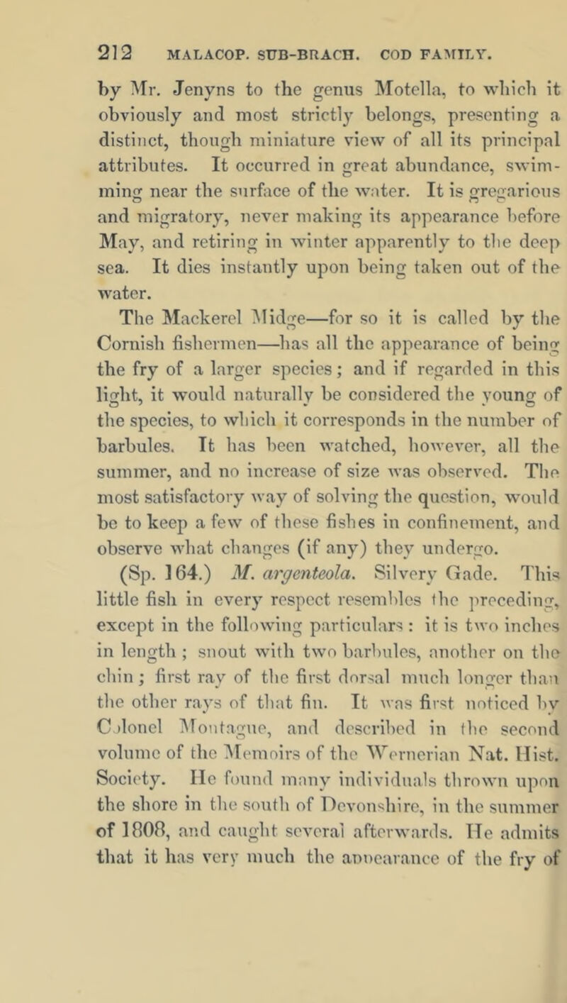 by Mr. Jenyns to the genus Motella, to which it obviously and most strictly belongs, presenting a distinct, though miniature view of all its principal attributes. It occurred in great abundance, swim- ming near the surface of the water. It is gregarious and migratory, never making its appearance before May, and retiring in winter apparently to tbe deep sea. It dies instantly upon being taken out of the water. The Mackerel Midge—for so it is called by the Cornish fishermen—has all the appearance of being the fry of a larger species; and if regarded in this light, it would naturally be considered the young of the species, to which it corresponds in the number of barbules. It has been watched, however, all tbe summer, and no increase of size was observed. The most satisfactory way of solving the question, would be to keep a few of these fishes in confinement, and observe what changes (if any) they undergo. (Sp. 164.) M. argcnteola. Silvery Gade. This little fish in every respect resembles tbe preceding* except in the following particulars : it is two inched in length ; snout with two barbules, another on tbe chin; first ray of tbe first dorsal much longer than tbe other rays of that fin. It was first noticed hv Colonel Montague, and described in tbe second volume of the Memoirs of the Wernerian Nat. Hist. Society. He found many individuals thrown upon the shore in the south of Devonshire, in the summer of 1808, and caught several afterwards. He admits that it has very much the annearance of the fry of