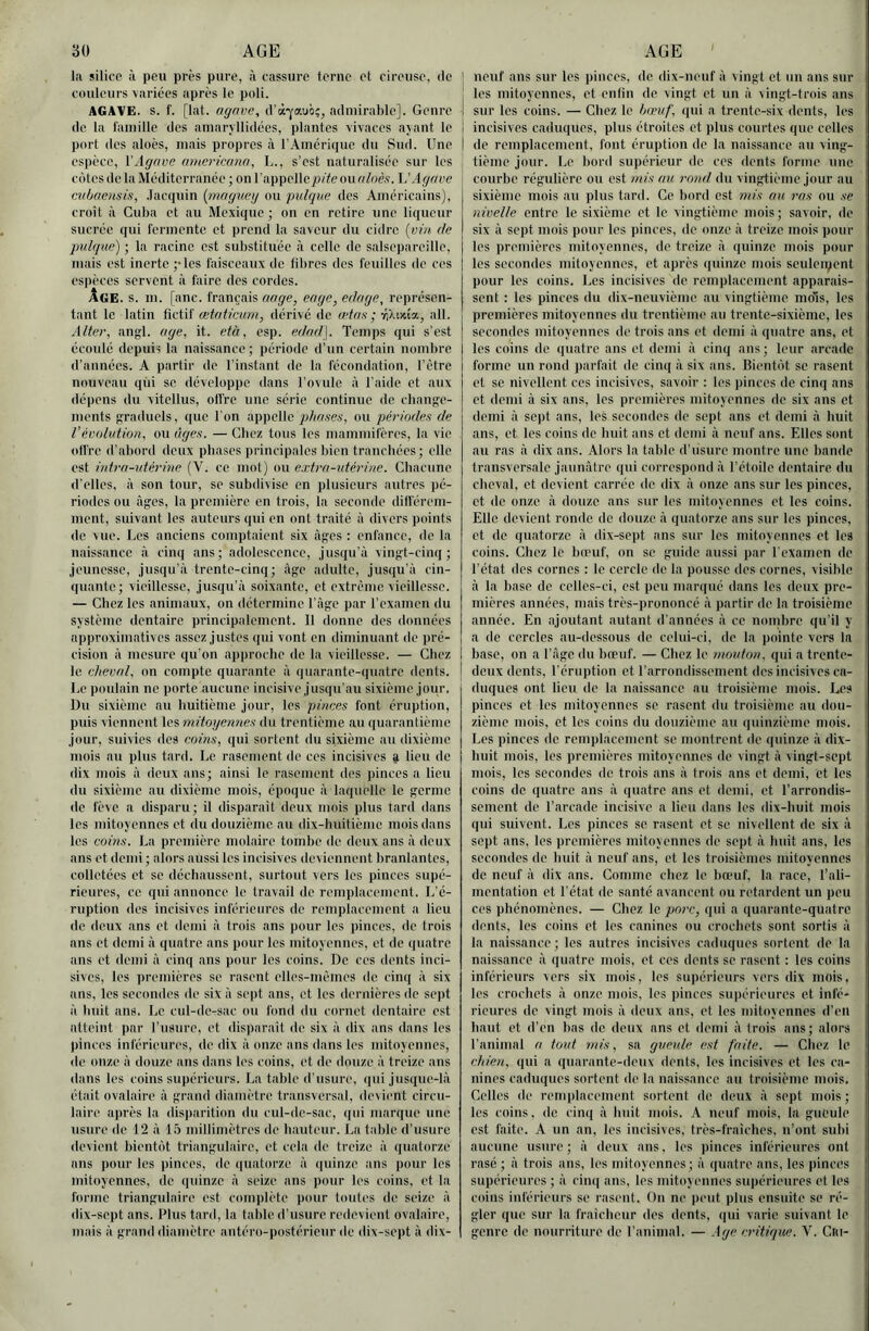 la silice à peu près pure, à cassure terne et cireuse, de couleurs variées après le poli. AGAVE, s. f. [lat. agnve, d’àj'auè;, admirable]. Genre de la l'ainille des ainaryllidécs, plantes vivaces ayant le port des aloès, mais propres à rAmérique du Sud. Une | espèce, Y Agave unæricann, L., s’est naturalisée sur les cotes do la Méditerranée ; on rappelle^j/te ounloès. 1/Agnve i cubaensis, Jacquin {nwgiæg ou pidqne des Américains), croît à Cuba et au Mexique ; on en retire une liqueur sucrée qui l'ermente et prend la saveur du cidre {vin de pidque) ; la racine est substituée à celle de salsepareille, mais est inerte pies faisceaux de fil)rcs des feuilles de ces esi)èces servent à faire dos cordes. Âge. s. m. [anc. français ange, enge, edage, représen- tant le latin Yyciii ætnticum, dérivé do ætns • r}-vid7., ail. Alter, angl. âge, it. età, esp. ednd\. Temps qui s’est ccoidé depuis la naissance ; période d’un certain nombre d'années. A partir de l'instant de la fécondation, l’être nouveau qui se développe dans l’ovule à l'aide et aux dépens du vitollus, oll'ro une série continue de cbanp^e- ments fjraduels, que l'on appelle phases, ou périodes de Vévolution, ou âges. — Chez tous les mammifères, la vie oH're d'abord deux phases principales bien tranchées; elle est iidra-idérine (V. ce mot) ou extra-utérine. Chacune d’elles, à son tour, se subdivise en plusieurs autres pé- riodes ou âges, la première en trois, la seconde dilférem- mont, suivant les autours qui en ont traité à divers points de vue. Los anciens comptaient six âges : enfance, do la naissance à cinq ans; adolescence, jusqu’à vingt-cinq; jeunesse, jusqu’à trente-cinq; âge adulte, jusqu’à cin- (|uante ; vieillesse, jusqu’à soixante, et extrême vieillesse. — Chez les animaux, on détermine l’àgc par l’examen du système dentaire principalement. Il donne des données approximatives assez justes qui vont en diminuant do pré- cision à mesure qu'on approche de la vieillesse. — Chez le cheval, on compte quarante à quarante-quatre dents. Le poulain no porte aucune incisive jusqu’au sixième jour. Du sixième au huitième jour, les pinces font éruption, puis viennent les mitoxjennes du trentième au quarantième jour, suivies des coins, qui sortent du sixième au dixième mois au plus tard. Le rasement de ces incisives a lieu de dix mois à doux ans; ainsi le rasement des pinces a lieu du sixième au dixième mois, époque à laquelle le germe de fève a disparu; il disparaît deux mois plus tard dans les mitoyennes et du douzième au dix-huitième mois dans les coins. La première molaire tombe de deux ans à deux ans et demi; alors aussi les incisives deviennent branlantes, colletées et se déchaussent, surtout vers les pinces supé- rieures, ce, qui annonce le travail do remplacement. L’é- ruption des incisives inférieures do remplacement a lieu de deux ans et <lemi à trois ans pour les pinces, do trois ans et demi à quatre ans pour les mitoyennes, et de quatre ans et demi à cinq ans pour les coins. De ces dents inci- sives, les premières se rasent elles-mêmes de cinq à six ans, les secondes de six à sept ans, et les dernières de sept à huit ans. Le cul-de-sac ou fond du cornet dentaire est atteint par l’usure, et disparaît de six à dix ans dans les pinces inférieures, de dix à onze ans dans les mitoyennes, de onze à douze ans dans les coins, et de douze à treize ans dans les coins supérieurs. La table d’usure, qui jusque-là ét.iit ovalaire à grand diamètre transversal, devient circu- laire après la disparition du cul-de-sac, qui marque une usure do 12 à l.x millimètres de hauteur. La t.able d’usure devient bientôt triangulaire, et cela de treize à quatorze ans pour les pinces, de ((uatorze à quinze ans pour les mitoyennes, do ([uinzo à seize ans pour les coins, et la forme triangulaire est complète pour toutes de seize à dix-sept ans. Plus tard, la table d’usure redevient ovalaire, mais à grand diamètre antéro-postérieur de dix-sept à dix- neuf ans sur les pinces, de dix-neuf à vingt et un ans sur les mitoyennes, et enfin de vingt et un à vingt-trois ans sur les coins. — Chez le Inxuf, qui a trente-six dents, les incisives caduques, plus étroites et plus courtes que colles de remplacement, font éruption do la naissance au ving- tième jour. Le bord supérieur de ces dents forme une courbe régulière ou est mis au rond du vingtième jour au sixième mois au plus tard. Ce bord est mis ou ras ou se nivelle entre le sixième et le vingtième mois ; savoir, de six à sept mois pour les pinces, de onze à treize mois pour les premières mitoyennes, de treize à quinze mois pour les secondes mitoyennes, et après quinze mois seuleiçent pour les coins. Les incisives de remplacement apparais- sent : les pinces du dix-neuvième au vingtième mois, les premières mitoyennes du trentième au trente-sixième, les secondes mitoyennes de trois ans et demi à quatre ans, et les coins de quatre ans et demi à cinq ans; leur arcade forme un rond parfait de cinq à six ans. Bientôt se rasent et se nivellent ces incisives, savoir ; les pinces de cinq ans et demi à six ans, les premières mitoyennes de six ans et demi à sept ans, les secondes de sept ans et demi à huit ans, et les coins de huit ans et demi à neid' ans. Elles sont au ras à dix ans. Alors la table d’usure montre une bande transversale jaunâtre qui correspond à l’étoile dentaire du cheval, et devient carrée de dix à onze ans sur les pinces, et de onze à douze ans sur les mitoyennes et les coins. Elle devient ronde do douze à quatorze ans sur les pinces, et de quatorze à dix-sept ans sur les mitoyennes et les coins. Chez le bœuf, on se guide aussi par l'examen de l’état des cornes : le cercle de la pousse des cornes, visible à la base de celles-ci, est peu marqué dans les deux pre- mières années, mais très-prononcé à partir de la troisième année. En .ajoutant autant d’années à ce nombre qu’il y a de cercles au-dessous de celui-ci, de la pointe vers la base, on a l’âge du bœuf. — Chez le mouton, (jui a trente- deux dents, l'éruption et l’arrondissement des incisives ca- duques ont lieu de la naissance au troisième mois. Les pinces et les mitoyennes se rasent du troisième au dou- zième mois, et les coins du douzième au quinzième mois. Les pinces de remplacement se montrent de quinze à dix- huit mois, les premières mitoyennes de vingt à vingt-sept mois, les secondes de trois ans à trois ans et demi, et les coins de quatre ans à quatre ans et demi, et l’arrondis- sement de l’arcade incisive a lieu dans les dix-huit mois qui suivent. Les pinces se rasent et se nivellent de six à sept ans, les premières mitoyennes de sept à huit ans, les secondes do huit à neuf ans, et les troisièmes mitoyennes de neuf à dix ans. Comme chez le bœuf, la race, l’ali- mentation et l’état de santé avancent nu retardent un peu ces phénomènes. — Chez le porc, qui a quarante-quatre dents, les coins et les canines ou crochets sont sortis à la naissance; les autres incisives caduques sortent de la naissance à quatre mois, et cos dents se rasent : les coins inférieurs vers six mois, les supérieurs vers dix mois, les crochets à onze mois, les pinces supérieures et infé- rieures de vingt mois à doux ans, et les mitoyennes d’en haut et d’en bas de deux ans et demi à trois ans; alors l’animal a tout mis, sa gueule est faite. — Chez le chien, qui a quarante-deux dents, les incisives et les ca- nines caduques sortent de la naissance au troisième mois. Celles de remplacement sortent de deux à sept mois ; les coins, de cinq à huit mois. A neuf mois, la gueule est faite. A un an, les incisives, très-fraîches, n’ont subi aucune ustire ; à deux ans, les pinces inférieures ont rase ; à trois ans, les mitoyennes; à quatre ans, les pinces supérieures ; à cinq ans, les mitoyennes supérieures et les coins inférieurs se rasent. On ne peut plus ensuite se ré- gler que sur la fraîcheur des dents, qui varie suivant le genre do nourriture de l’animal, — .ige critiqiK. V, Cm-