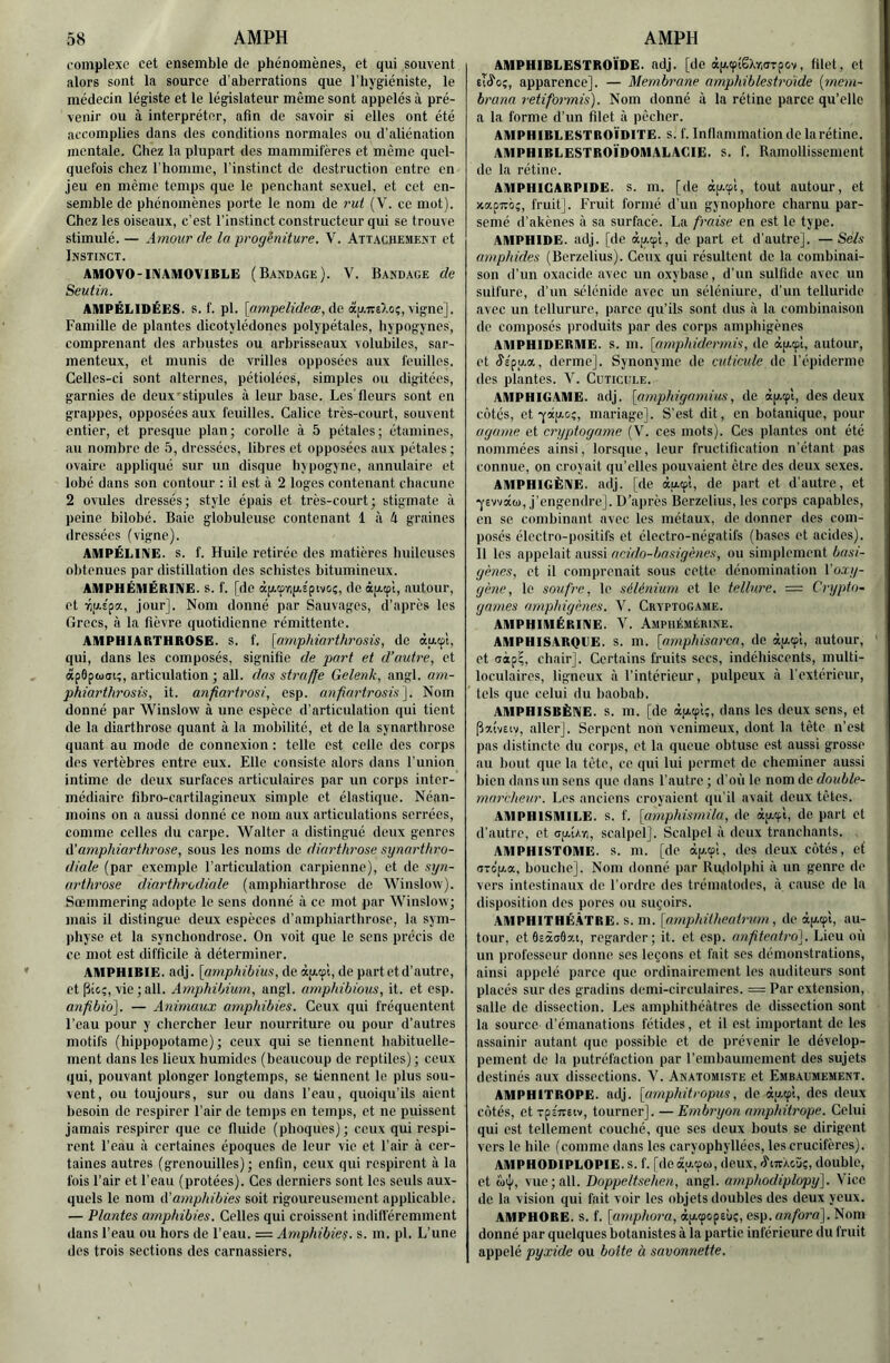 complexe cet ensemble de phénomènes, et qui souvent alors sont la source d’aberrations que l’hygiéniste, le médecin légiste et le législateur même sont appelés à pré- venir ou à interpréter, afin de savoir si elles ont été accomplies dans des conditions normales ou d’aliénation mentale. Chez la plupart des mammifères et même quel- quefois chez riiomme, l'instinct de destruction entre en jeu en même temps que le penchant sexuel, et cet en- semble de phénomènes porte le nom de rui (V. ce mot). Chez les oiseaux, c’est l’instinct constructeur qui se trouve stimulé. — Amour de la proginiture. V. Att.vchemekt et Instinct. AMOVO-INAMOVIBLE ( BANDAGE ). V. Bandage de Seutin. AMPÉLIDÉES. s. f. pl. [ampelideœ, de àp.itsXoç, vigne]. Famille de plantes dicotylédones polypétales, hypogynes, comprenant des arbustes ou arbrisseaux volubiles, sar- menteux, et munis de vrilles opposées aux feuilles. Celles-ci sont alternes, pétiolées, simples ou digitées, garnies de deux'stipules à leur base. Les'fleurs sont en grappes, opposées aux feuilles. Calice très-court, souvent entier, et presque plan; corolle à 5 pétales; étamines, au nombre de 5, dressées, libres et opposées aux pétales ; ovaire appliqué sur un disque hypogync, annulaire et lobé dans son contour ; il est à 2 loges contenant chacune 2 ovules dressés ; style épais et très-court ; stigmate à peine bilobé. Baie globuleuse contenant 1 à à graines dressées (vigne). AMPÉLINE. s. f. Huile retirée des matières huileuses obtenues par distillation des schistes bitumineux. AMPHÊMÉRINE. s. f. [de à[^(p7ig.éçiw;, de âp.tpl, autour, et TQjx'pa, jour]. Nom donné par Sauvages, d’après les Crées, à la fièvre quotidienne rémittente. AMPHIARTHROSE. S. f. [amphiarthrosis, de àu.<pi, qui, dans les composés, signifie de part et d’autre, et âpOptucii;, articulation ; ail. das struffe Gelenk, angl. am- phiarthrosü, it. anfiartrosi, esp. anfiartrosis\. Nom donné par ’Winslow à une espèce d’articulation qui tient de la diarthrosc quant à la mobilité, et de la synarthrose quant au mode de connexion : telle est celle des corps des vertèbres entre eux. Elle consiste alors dans l’union intime de deux surfaces articulaires par un corps inter- médiaire fibro-cartilagineux simple et élastique. Néan- moins on a aussi donné ce nom aux articulations serrées, comme celles du carpe. Walter a distingué deux genres d'arnphiarthrose, sous les noms de diarthrose synarthro- diale (par exemple l’articulation carpienne), et de ayn- ai'throse diarthrodiale (amphiarthrose de Winslow). Sœmmering adopte le sens donné à ce mot par Winslow; mais il distingue deux espèces d’amphiarthrose, la sym- physe et la synchondrose. On voit que le sens précis de ce mot est difficile à déterminer. AMPHIBIE, adj. [amphibius, de àjxtpî, de part et d’autre, et pic;, vie ; ail. Amphibiurn, angl. ataphibioics, it. et esp. anfibio], — Animaux amphibies. Ceux qui fréquentent l’eau pour y chercher leur nourriture ou pour d’autres motifs (hippopotame); ceux qui se tiennent habituelle- ment dans les lieux humides (beaucoup de reptiles) ; ceux qui, pouvant plonger longtemps, se tiennent le plus sou- vent, ou toujours, sur ou dans l’eau, quoiqu’ils aient besoin de respirer l’air de temps en temps, et ne puissent jamais respirer que ce fluide (phoques); ceux qui respi- rent l’eau à certaines époques de leur vie et l’air à cer- taines autres (grenouilles); enfin, ceux qui respirent à la fois l’air et l’eau (prêtées). Ces derniers sont les seuls aux- quels le nom d'amphibies soit rigoureusement applicable. — Plantes amphibies. Celles qui croissent indifféremment dans l’eau ou hors de l’eau. = Amphibie?, s. m. pl. L’une des trois sections des carnassiers. AMPHIBLESTROÏDE. adj. [de àp.tpt6Xy,aT()0v, filet, et eriïo;, apparence]. — Membrane amphiblestrdide [mem- brana l’etiformis). Nom donné à la rétine parce qu’elle a la forme d’un filet à pêcher. AMPHIBLESTROÏDITE. S. f. Inflammation de la rétine. AMPHIBLESTROÏDOMALAGIE. s. f. Ramollissement de la rétine. AMPHICARPIDE. s. m. [de àp.œi, tout autour, et jcapTTo;, fruit]. Fruit formé d’un gynophore charnu par- semé d’akènes à sa surface. La fraise en est le type. AMPHIDE. adj. [de àjzcp't, de part et d’autre]. —Sels arnphides (Berzelius). Ceux qui résultent de la combinai- son d’un oxacide avec un oxybasc, d’un sulfidc avec un sulfure, d’un sélénide avec un séléniurc, d’un telluride avec un tcllurure, parce qu’ils sont dus à la combinaison de composés produits par des corps amphigènes AMPHIDERME. s. m. [amphidermis, de àjzcpt, autour, et «S’ê'pu.a, derme]. Synonyme de cuticule de l’épiderme des plantes. V. Cuticule. AMPHIGAME. adj. [amphigarnius, de àp.tpl, des deux côtés, et ■yâp.c.;, mariage]. S'est dit, en botanique, pour agame et cryptogame (V. ces mots). Ces plantes ont été nommées ainsi, lorsque, leur fructification n’étant pas connue, on croy ait qu’elles pouvaient être des deux sexes. AMPHIGÈNE. adj. [de àu.«pl, de part et d'autre, et ■yEvvàcü, j’engendre]. U’après Berzelius, les corps capables, en se combinant avec les métaux, do donner des com- posés électro-positifs et électro-négatifs (bases et acides). 11 les appelait aussi acido-basigènes, ou simplement basi- gènes, et il comprenait sous cette dénomination Voxy- gène, le soufre, le sélénium et le tellure. = Crypto- games amphigènes. V. Cryptogame. AMPHIMÉRINE. V. Ampiiémérine. AMPHISARQLE. s. m. [amphisarca, de àp.tpl, autour, et oàp?, chair]. Certains fruits secs, indéhiscents, multi- loculaires, ligneux à l’intérieur, pulpeux à l’extérieur, tels que celui du baobab. AMPHISBÈNE. S. m. [de àu.tpl;, dans les deux sons, et Pzîveiv, aller]. Serpent non venimeux, dont la tête n’est pas distincte du corps, et la queue obtuse est aussi grosse au bout que la tète, ce qui lui permet do cheminer aussi bien dans un sens que dans l’autre ; d'où le nom de double- marcheur. Les anciens croyaient qu’il avait deux tètes. AMPHISMILE. s. f. [amphismila, de de part et d’autre, et agU-n, scalpel]. Scalpel à deux tranchants. AMPHISTOME. s. m. [de àp-cpi, des deux côtés, et aTÔ[j.ix. bouclic]. Nom donné par Ru,dolphi à un genre de vers intestinaux de l’ordre des trématodes, à cause de la disposition des pores ou suçoirs. AMPHITHÉ.ÂTRE. s. m. [amphilheatrum, de àp,cp'i, au- tour, etôcàaôzi, regarder; it. et esp. anfiteatro]. Lieu où un professeur donne ses leçons et fait ses démonstrations, ainsi appelé parce que ordinairement tes auditeurs sont placés sur des gradins demi-circulaires. = Par extension, salle de dissection. Les amphithéâtres de dissection sont la source d’émanations fétides, et il est important de les assainir autant que possible et de prévenir le dévelop- pement de la putréfaction par l’embaumement des sujets destinés aux dissections. V. Anatomiste et Embaumement. AMPHITROPE. adj. [(imphitropus, de àp.tpl, dos deux côtés, ctTpÉireiv, tourner]. —Embryon amphitrope. Celui qui est tellement couché, que ses doux bouts se dirigent vers le hile (comme dans les caryophyllées, les crucifères). AMPHODIPLOPIE.s. f. [de(xp.9M, deux, ÂnrXw;, double, et àiji, vue; ail. Doppeltsehen, angl. amphodiplopy']. Vice de la vision qui fait voir les objets doubles des deux yeux. AMPHORE, s. f. [amphoru, àp.(pcpeùç, esp. anfora\. Nom donné par quelques botanistes à la partie inférieure du fruit appelé pyxide ou boite à savonnette.