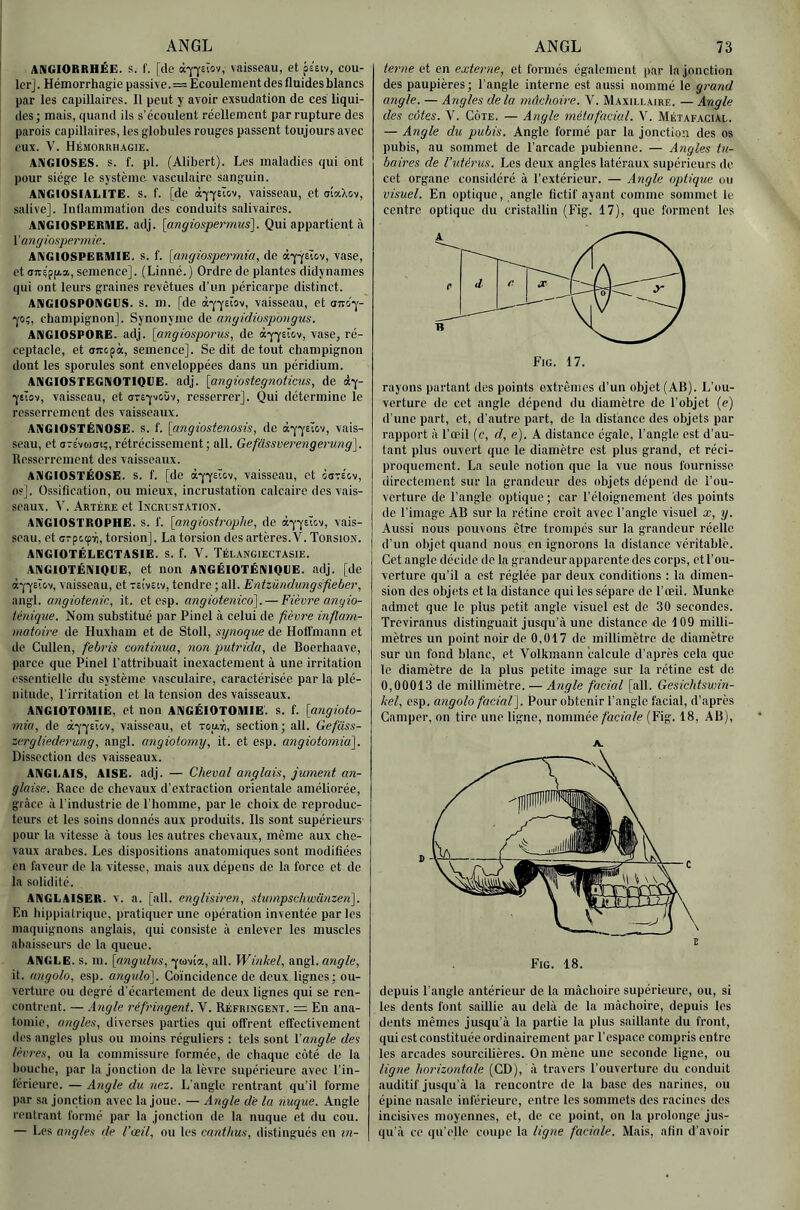 ANGIORRHÉE. S. f. [de à-j-Ysiov, vaisseau, et ps'eiv, cou- ler] . Hémorrhagie passive.=Ecoulement des fluides blancs par les capillaires. Il peut y avoir exsudation de ces liqui- des; mais, quand ils s’écoulent réellement par rupture des parois capillaires, les globules rouges passent toujours avec eux. V. Hémorrhagie. AniGIOSES. s. f. pl. (Alibert). Les maladies qui ont pour siège le système vasculaire sanguin. ANGIOSIALITE. s. f. [de àyysîov, vaisseau, et aiaXov, salive]. Inflammation des conduits salivaires. ANGIOSPERME, adj. [angiospermus]. Qui appartient là V angioaperm.ie. ANGIOSPERMIE. s. f. [angiospermia, de àyysîov, vase, et ortÉpfva, semence]. (Linné.) Ordre de plantes didynames qui ont leurs graines revêtues d’un péricarpe distinct. ANGIOSPONGCS. s. m. [de à*^yeïov, vaisseau, et OTvc'y- yci;, champignon]. Synonyme de angidiospongus. ANGIOSPORE. adj. [angiosporus, de àyYeïov, vase, ré- ceptacle, et oTtepà, semence]. Se dit de tout champignon dont les sporules sont enveloppées dans un péridium. ANGIOSTEGNOTIQIIE. adj. [angiostegnoticus, de ày- yeTov, vaisseau, et areyvoûv, resserrer]. Qui détermine le resserrement des vaisseaux. ANGIOSTÉNOSE. s. f. [angiostenosis, de àj-^eïov, vais- seau, et areveiCTi;,rétrécissement; ail. Gefüssverengerung^. Resserrement des vaisseaux. ANGIOSTÉOSE. s. f. [de àyyslov, vaisseau, et ôots'cv, O?]. Ossification, ou mieux, incrustation calcaire des vais- seaux. V. Artère et Incrust.vtion. ANGIOSTROPHE. s. 1'. [angiostrophe, de àyysTcv, vais- seau, et crpccpTi, torsion]. La torsion des artères. V. Torsion. ANGIOTÉLECTASIE. s. f. V. TÉLANGIECTASIE. ANGIOTÉNIQUE, et non ANGÉIOTÉNIQGE. adj. [de àyycTov, vaisseau, et teÎvîiv, tendre ; ail. Entzündungsfieber, angl. cmgiotenin, it. et csp. cmgiotenied], — Fièvre angio- iértique. Nom substitué par Pinel à celui de fièvre inflarn- matoire de Huxham et de Stoll, synoque de Hoffmann et de Cullen, febris continua, non putrida, de Boerhaave, parce que Pinel l’attribuait inexactement à une irritation essentielle du système vasculaire, caractérisée par la plé- nitude, l’irritation et la tension des vaisseaux. ANGIOTOMIE, et non ANGÉIOTOMIE'. s. f. [angioto- miu, de àyyEÏov, vaisseau, et tout), section ; ail. Gefass- zergliederung, angl. migiotomy, it. et esp. angiotomia]. Dissection des vaisseaux. ANGLAIS, AISE. adj. — Cheval anglais, jument an- glaise. Race de chevaux d’extraction orientale améliorée, grâce à l’industrie de l’homme, par le choix de reproduc- teurs et les soins donnés aux produits. Ils sont supérieurs pour la vitesse à tous les autres chevaux, même aux che- vaux arabes. Les dispositions anatomiques sont modifiées en faveur de la vitesse, mais aux dépens de la force et de la solidité. ANGLAISER, v. a. [ail. englisiren, stumpscliwcinzenl. En hippiatrique, pratiquer une opération inventée par les maquignons anglais, qui consiste à enlever les muscles abaisscurs de la queue. ANGLE, s. m. [nngidus, ail. Winkel, wa^\. angle, it. nngolo, esp. angido’]. Coïncidence de deux lignes; ou- verture ou degré d'écartement de deux lignes qui se ren- contrent. — Angle réfringent. 'V. Réfringent. — En ana- tomie, angles, diverses parties qui offrent effectivement des angles plus ou moins réguliers : tels sont X'aiigle des lèvres, ou la commissure formée, de chaque côté de la bouche, par la jonction de la lèvre supérieure avec l’in- férieure. — Angle du nez. L’angle rentrant qu’il forme par sa jonction avec la joue. — Angle de la nuque. Angle rentrant formé par la jonction de la nuque et du cou. — Les angles de l’oeil, ou les canthus, distingués en I7i- terne et en externe, et formés également par la jonction des paupières; l’angle interne est aussi nommé le grand angle. — Angles de la mûchoire. V. Maxillaire. — Angle des côtes. V. Côte. — Angle métafacial. V. Métafacial. — Angle du, pubis. Angle formé par la jonction des os pubis, au sommet de l’arcade pubienne. — Angles tu- baires de l’utérus. Les deux angles latéraux supérieurs de cet organe considéré à l’extérieur. — Angle optique ou visuel. En optique, angle fictif ayant comme sommet le centre optique du cristallin (Fig. 17), que forment les rayons partant des points extrêmes d’un objet (AB). L’ou- verture de cet angle dépend du diamètre de l'objet (e) d’une part, et, d’autre part, de la distance des objets par rapport à l’oeil (c, d, e). A distance égale, l’angle est d’au- tant plus ouvert que le diamètre est plus grand, et réci- proquement. La seule notion que la vue nous fournisse directement sur la grandeur des objets dépend de l’ou- verture de l’angle optique; car l’éloignement des points de l’image AB sur la rétine croît avec l’angle visuel x, y. Aussi nous pouvons être trompés sur la grandeur réelle d’un objet quand nous en ignorons la distance véritable. Cet angle décide de la grandeur apparente des corps, et l’ou- verture qu’il a est réglée par deux conditions : la dimen- sion des objets et la distance qui les sépare de l’œil. Munke admet que le plus petit angle visuel est de 30 secondes. Treviranus distinguait jusqu’à une distance de 109 milli- mètres un point noir de 0,017 de millimètre de diamètre- sur un fond blanc, et Volkmann calcule d’après cela que le diamètre de la plus petite image sur la rétine est de 0,00013 de millimètre. — Angle facial [ail. Gesichtswin- kel, esp. angolo facial\ Pour obtenir l’angle facial, d’après Camper, on tire une ligne, nommée faciale (Fig. 18, AB), A. C Fig. 18. depuis l’angle antérieur de la mâchoire supérieure, ou, si les dents font saillie au delà de la mâchoire, depuis les dents mêmes jusqu’à la partie la plus saillante du front, qui est constituée ordinairement par l’espace compris entre les arcades sourcilières. On mène une seconde ligne, ou ligne hoi'izontale (CD), à travers l’ouverture du conduit auditif jusqu’à la rencontre de la base des narines, ou épine nasale inférieure, entre les sommets des racines des incisives moyennes, et, de ee point, on la prolonge jus- qu'à ce qu’elle coupe la ligne faciale. Mais, afin d’avoir