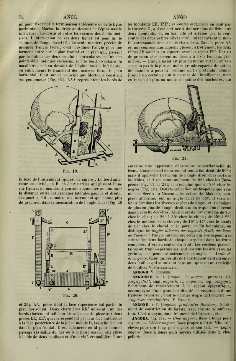 un point fixe pour la torminaison antérieure de cette ligne horizontale, Morton la dirige au-dessous de l’épine nasale inférieure, au-dessus et entre les racines des dents inci- Bi^es. L'intersection de ces deux lignes est pour lui le sommet de l’angle facial (G). La seule manière précise de mesurer l’angle facial, c’est d’évaluer l’angle plan que forment entre eux le plan frontal et le plan qui, passant par le milieu des deux conduits auriculaires et l’un des points déjà indiqués ci-dessus, soit le bord alvéolaire du maxillaire, soit au-dessous de l’épine nasale inférieure, ou enfin même le tranchant des incisives, forme le plan horizontal. C’est sur ce principe que Morton a construit son goniomètre (Fig. 19). AAA représentent les bords de la hase de l’instrument (qui est de cuivre). Le bord anté- rieur est divisé, en B, en deux parties qui glissent l’une sur l’autre, de manière à pouvoir augmenter ou diminuer la distance entre les branches latérales gauche et droite. Jaequart a fait connaître un instrument qui donne plus de précision dans la mensuration de l’angle facial (Fig. 20 et 21). AA, pièce dont la face supérieure fait partie du plan horizontal. Deux charnières KK' unissent l'un des bords (fortement taillé en biseau) de cette pièce aux deux pièces EE, EE', qui correspondent par leur face antérieure à la face postérieure de la pièce mobile D, laquelle face est dans le plan frontal. D est échancrée en M pour donner passage à la saillie du nez ou à la bosse nasale ; elle glisse à l’aide de deux coulisses et d’une vis à crémaillière T sur les montants EE, E'E^; sa course est bornée en haut par la traverse G, qui est destinée à donner plus de fixité aux deux montants, et, en bas, elle est arrêtée par la ren- contre des deux petites pièces mm'^ qui recouvrent la moi- tié correspondante des deux charnières. Dans ta pièce kk est une coulisse dans laquelle glissent à frottement les deux règles IF soudées en équerre avec les règles FFL Des vis de pression o'o' servent au besoin à fixer les deux pre- mières. — L’angle facial est plus ou moins ouvert, en rai- son non pas de la plus ou moins grande capacité du crâne, de manière à pouvoir, comme on l’a prétendu, donner Jusqu’à up certain point la mesure de l’intelligence, mais en raison du plus ou moins de saillie des mâchoires, qui Fig. 21. entraîne une apparente dépressîon proportîonnelte du front. L’angle facial est rarement tout à fait droit (de 90°); mais il approche beaucoup de l’angle droit chez certains individus, et il est communément de 80° chez les Euro- péens (Fig. 19 et 21); il n’est plus que de 70° chez les nègres (Fig. 18). Dans la collection anthropologique réu- nie par Serres au Muséum, les crânes des Makoias, peu- j plade africaine, ont un angle facial de 64°. 11 varie de 65° à 30° dans les diverses espèces de singes, et il s’éloigne ; de plus en plus de l’angle droit à mesure que l’on descend ( dans l'échelle des êtres. Ainsi il est de 35“ et même de 36° ; chez le chat; de 26° à 30° chez le chien; de 25° à 26° chez le mouton et la chèvre; de 16° à 17° chez le bœuf; , de 11° chez le cheval et le porc. = En botanique, on t distingue les angles internes des loges du fruit, des loges | de l’ovaire : l’angle interne est celui qui correspond à la [ suture des deux bords de chaque carpelle ; dans les fruits | composés, il est au centre du fruit. Les cordons placen- f taires ou tropho-spermiques, qui portent les ovules ou les | graines, occupent ordinairement cet angle. — Angle de [ divergence. Celui qui résulte de l’écartement existant entre I deux feuilles qui se suivent dans une spire ou un verticille f de feuilles. V. Phyllütaxie. 1 ANGOGO.'V. Ingoggo. j ANGOISSE, s. f. [angor, de nngere, presser; ail. | Angstgefühl, angl. anguish, it. angoscia, esp. congoja], | Sentiment de resserrement à la région épigastrique, | accompagné d’une grande difficulté de respirer et d’une | tristesse excessive : c’est le dernier degré de Vanxiété. — Angoisses circulatoires. V. Besoi.v. ANGONE. s. f. [angone, prœfocatio fuuciuni]. Senti- ment de constriction du larynx, avec crainte de suffoca- tion. C’est un symptôme fréquent de l’hystérie, etc. ANGORA, adj. et s. — Chat angora. Race à longs poils soyeux. — Chèvre angora. Race propre à l’Asie Mineure, élevée pour son long poil soyeux et son lait. — Lupin angora. Race à longs poils soyeux utilisés dans la cha- pellerie. I