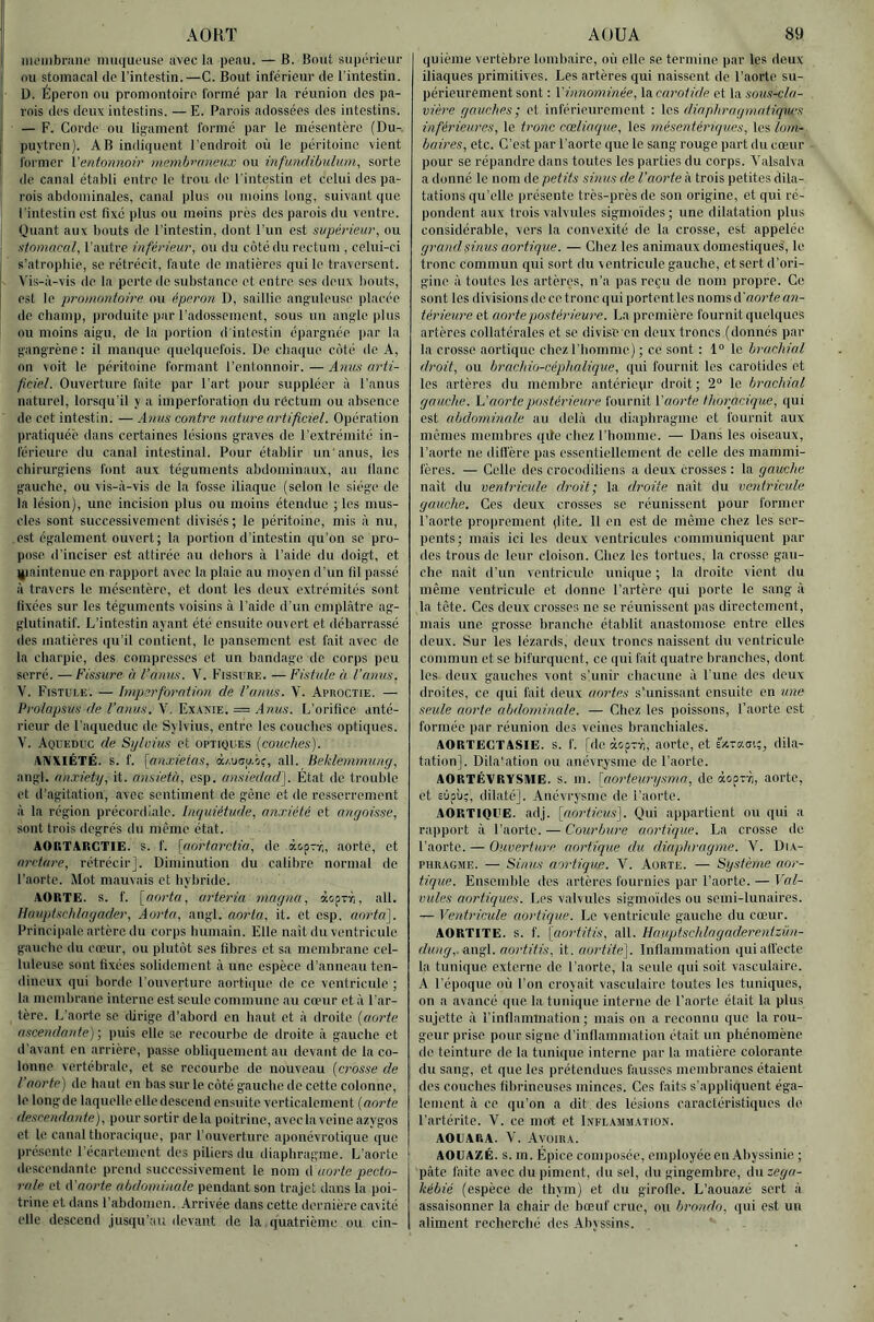 AORT luembraiio muqueuse avec la peau. — B. Bout supérieui- nu stomacal de l’intestin.—C. Bout inférieur de l’intestin. D. Éperon ou promontoire formé par la réunion des pa- I rois des deux intestins. — E. Parois adossées des intestins, j — F. Corde ou lig:ament formé par le mésentère (Du- I puytren). AB indiquent l’endroit où le péritoine vient j former l'entonnoir ftiembraneux ou infundihulum, sorte |! de canal établi entre le trou de l’intestin et celui des pâ- li rois abdominales, canal plus ou moins long, suivant que l'intestin est fixé plus ou moins près des parois du ventre. Ouant aux bouts do l’intestin, dont l’un est supérieur, ou stomacal, l’autre inférieur, ou du côté du rectum , celui-ci , s’atrophie, se rétrécit, faute de matières qui te traversent. ' A'is-à-vis de. la porte de substance et entre ses deux bouts, est le promontoire ou éperon D, saillie anguleuse placée de ehamp, produite par l’adossement, sous un angle plus ou moins aigu, de la portion d intestin épargnée par la gangrène: il manque quelquefois. De chaque côté do A, on \oit le péritoine formant l’entonnoir.—Anus arti- ficiel. Ouverture faite par l’art pour suppléer à l’anus naturel, lorsqu’il y a imperforation du rectum ou absence de cet intestin. — Anus contre nature artificiel. Opération pratiquée dans certaines lésions graves de l’extrémité in- férieure du canal intestinal. Pour établir un'anus, les chirurgiens font aux téguments abdominaux, au flanc gauche, ou vis-à-vis de la fosse iliaque (selon le siège de la lésion), une incision plus ou moins étendue ; les mus- cles sont successivement divisés ; le péritoine, mis à nu, est également ouvert; la portion d’intestin qu’on se pro- pose d’inciser est attirée au dehors à l’aide du doigt, et Ijiaintenue en rapport avec la plaie au moyen d’un lil passé à travers le mésentère, et dont les deux extrémités sont lixées sur les téguments voisins à l’aide d’un emplâtre ag- glutinatif. L’intestin ayant été ensuite ouvert et débarrassé des matières qu’il contient, le pansement est fait avec de la charpie, des compresses et un bandage de corps peu serré. — Fissure à l’anus. V. Fissure. — Fistule à l’anus, V. Fistui.e. — Iniperfor-ation de l’anus. V. Aproctie. — Prolapsus de l’anus. V. Exanie. = Anus. L’orifice anté- rieur de l’aqueduc de Sylvius, entre les couches optiques. V. Aqueduc de Sijlvius et optiques (couches). ANXIÉTÉ, s. f. [anxietas, à/.utraif, ail. Beklemmung, angl. aiiTietij, it. ansietà, esp. ansiedad]. État de trouble et d’agitation, avec sentiment de gène et de resserrement à la région précordiale. Inquiétude, anxiété et angoisse, sont trois degrés du même état. AOISTARGTIE. s. f. [aortarctia, de àopTr., aorte, et ar'ctai'e, rétrécir]. Diminution du calibre normal de l’aorte. Mot mauvais et hybride. AORTE. S. f. \_norta, ai'teria magna, àoprr,, ail. Hauptschlagader, Aorta, angl. aorla, it. et esp. aorta]. Principale artère du corps humain. Elle naît du ventricule gauche du cœur, ou plutôt ses fibres et sa membrane cel- luleuse sont fixées solidement à une espèce d’anneau ten- dineux qui borde l’ouverture aortique do ce ventricule ; la membrane interne est seule commune au cœur et à l’ar- tère. L’aorte se dirige d’abord en haut et à droite (aorte ascendante)) puis elle se recourbe de droite à gauche et d’avant en arrière, passe obliquement au devant de la co- lonne vertébrale, et se recourbe de nouveau (crosse de l’aorte) de haut on bas sur le côté gauche do cette colonne, le long de laquelle elle descend ensuite verticalement ( aorte descendante), pour sortir delà poitrine, avec la veine azygos et le canal thoracique, par l’ouverture aponévrotique que pré-seute l’écartement des piliers du diaphragme. L’aorte descendante prend successivement le. nom d aorte pecto- ride cl A’aorte abdominale pendant son trajet dans la poi- trine et dans l’abdomen. Arrivée dans cette dernière cavité elle descend jusqu’au devant de la quatrième ou cin- AOUA 89 quième vertèbre lombaire, où elle se termine par les deux iliaques primitives. Les artères qui naissent de l’aorte su- périeurement sont : Xinnommée, \a.car'oiide et la sous-cla- vièr'e gauches ; et inférieurement : les diaphragmatiqrws inférieures, le bmic cœliariue, les mésentériques, les lotn- bait'es, etc. C’est par l’aorte que le sang rouge part du cœur pour se répandre dans toutes les parties du corps. Valsalva a donné le nom de petits sinus de l’aorte à trois petites dila- tations qu’elle présente très-près de son origine, et qui ré- pondent aux trois valvules sigmo’ides; une dilatation plus considérable, vers la convexité de la crosse, est appelée gr'andsinus aortique. — Chez les animaux domestiques, le tronc commun qui sort du ventricule gauche, et sert d’ori- gine à toutes les artères, n’a pas reçu de nom propre. Ce sont les divisions de ce tronc qui portent les noms d'aorte an- téricrme et aortepostérteur'e. La première fournit quelques artères collatérales et se divise en deux troncs (donnés par la crosse aortique chez l’homme) ; ce sont : 1° le br-achial dr'oit, ou br'achio-céphalique, qui fournit les carotides et les artères du membre antérievir droit; 2° le Imachial gauche. Xiaorte postérieure fournit l’aorte thor-acique, qui est abdominale au delà du diaphragme et fournit aux mêmes membres qde chez l’homme. — Dans les oiseaux, l’aorte ne dill’ère pas essentiellement de celle des mammi- fères. — Celle des crocodiliens a deux crosses : la gauche nait du ventricule dr'oil; la droite naît du ventricule gauche. Ces deux crosses se réunissent pour former l’aorte proprement (lite. Il en est de même chez les ser- pents; mais ici les deux ventricules communiquent par des trous do leur cloison. Chez les tortues, la crosse gau- che nait d’un ventricule unique ; la droite vient du même ventricule et donne l’artère qui porte le sang à la tête. Ces deux crosses ne se réunissent pas directement, mais une grosse branche établit anastomose entre elles deux. Sur les lézards, deux troncs naissent du ventricule commun et se bifurquent, ce qui fait quatre branches, dont les deux gauches vont slunir chacune à l’une des deux droites, ce qui fait deux aortes s’unissant ensuite en une seule aorte abdominale. — Chez les poissons, l’aorte est formée par réunion des veines branchiales. AORTECTASIE. s. f. ['de àoçiT-ii, aorte, et eicraot;, dila- tation]. Dila’ation ou anévrysme de l’aorte. AORTÉVRYSME. s. m. (aorteur'rjsma, de àoorà, aorte, et sùpù;, dilaté]. Anévrysme de l’aorte. AORTIQl'E. adj. [aorticus). Qui appartient ou qui a rapport à l’aorte. — Courijuxe aortique. La crosse de l’aorte. — Ouvertur’c aortique du diaphragme. V. Dia- PHRAGME. — Sirms aortique. V. Aorte. — Système aor- tique. Ensemble des artères fournies par l’aorte. — Val- vules aortiques. Les valvules sigmoïdes ou semi-lunaires. — Ventricule aortique. Le ventricule gauche du cœur. AORTITE. S. f. [aortitis, ail. Hauptschlagaderentzün- dung,.an^l. aortitis, it. aortite]. Inflammation quiall'ecte la tunique externe de l’aorte, la seule qui soit vasculaire. A l’époque où l’on croyait vasculaire toutes les tuniques, on a avancé que la tunique interne de l’aorte était la plus sujette à l’inflammation; mais on a reconnu que la rou- geur prise pour signe d’inflammation élait un phénomène do feinture de la tuniiine interne par la matière colorante du sang, et que les prétendues fausses membranes étaient dos couches fibrineuses minces. Ces faits s’appliquent éga- lement à ce qu’on a dit . des lésions caractéristiques de l’artérito. V. ce mot et Inflammation. AOUARA. V. Avüira. AOUAZÉ. s. in. Épice composée, employée en Abyssinie ; pâte faite avec du piment, du sel, du gingembre, du zega- kébié (espèce de thym) et du girofle, L’aouazé sert à assaisonner la chair de bœuf crue, ou brondo, qui est un aliment recherché des Abyssins.